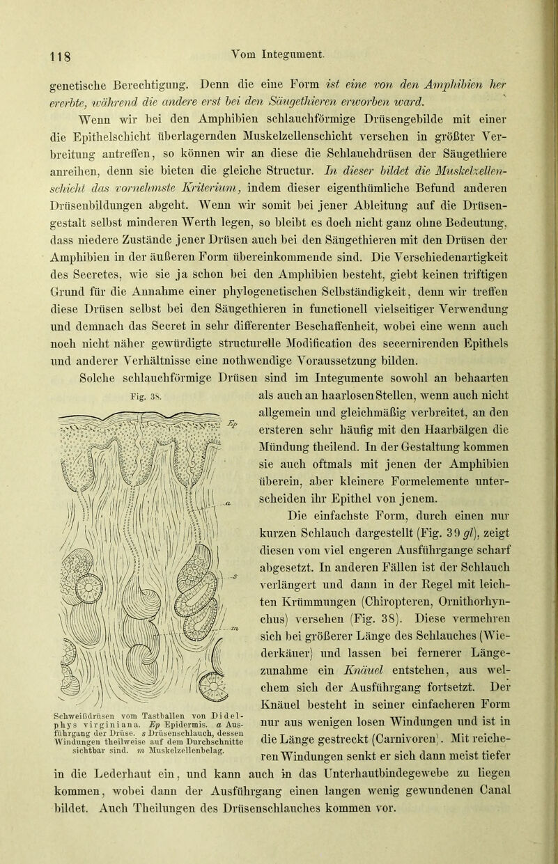 genetische Berechtigung. Denn die eine Form ist eine von den Amphibien her ererbte, während die andere erst bei den Säugethieren erworben ward. Wenn wir hei den Amphibien schlauchförmige Driisengebilde mit einer die Epithelschicht überlagernden Muskelzellenschicht versehen in größter Ver- breitung antreffen, so können wir an diese die Schlauchdrtisen der Säugetliiere anreihen, denn sie bieten die gleiche Structur. In dieser bildet die Mnskelzellen- schicht das vornehmste Kriterium, indem dieser eigentkümlicke Befund anderen Drüsenbildungen abgeht. Wenn wir somit hei jener Ableitung auf die Drüsen- gestalt selbst minderen Werth legen, so bleibt es doch nicht ganz ohne Bedeutung, dass niedere Zustände jener Drüsen auch bei den Säugethieren mit den Drüsen der Amphibien in der äußeren Form übereinkommende sind. Die Verschiedenartigkeit des Secretes, wie sie ja schon bei den Amphibien besteht, giebt keinen triftigen Grund für die Annahme einer phylogenetischen Selbständigkeit, denn wir treffen diese Drüsen selbst bei den Säugethieren in functioneil vielseitiger Verwendung und demnach das Secret in sehr differenter Beschaffenheit, wobei eine wenn auch noch nicht näher gewürdigte structurelle Modification des secernirenden Epithels und anderer Verhältnisse eine nothwendige Voraussetzung bilden. Solche schlauchförmige Drüsen sind im Integumente sowohl an behaarten als auch an haarlosen Stellen, wenn auch nicht allgemein und gleichmäßig verbreitet, an den ersteren sehr häufig mit den Haarbälgen die Fig. 3S. Mündung theilend. In der Gestaltung kommen sie auch oftmals mit jenen der Amphibien überein, aber kleinere Formelemente unter- scheiden ihr Epithel von jenem. Die einfachste Form, durch einen nur kurzen Schlauch dargestellt (Fig. 39 gl), zeigt diesen vom viel engeren Ausfiilirgange scharf abgesetzt. In anderen Fällen ist der Schlauch verlängert und dann in der Regel mit leich- ten Krümmungen (Cliiropteren, Ornithorhyn- clius) versehen (Fig. 38). Diese vermehren sich bei größerer Länge des Schlauches (Wie- derkäuer) Zunahme und lassen ein Knäuel bei fernerer entstehen, aus wel- Länge- chem sich der Ausführgang fortsetzt. Der Knäuel besteht in seiner einfacheren Form nur aus wenigen losen Windungen und ist in die Länge gestreckt (Carnivoren). Mit reiche- ren Windungen senkt er sich dann meist tiefer in die Lederhaut ein, und kann auch in das Unterhautbindegewebe zu liegen kommen, wobei dann der Ausführgang einen langen wenig gewundenen Canal bildet. Auch Tlieilungen des Drüsenschlauches kommen vor. Schweißdrüsen vom Tastballen von Didel- pliys virginiana. Ep Epidermis, a Aus- fiihrgang der Drüse, s Drüsensehlauch, dessen Windungen theilweise auf dem Durchschnitte sichtbar sind, m Muskelzellenbelag.