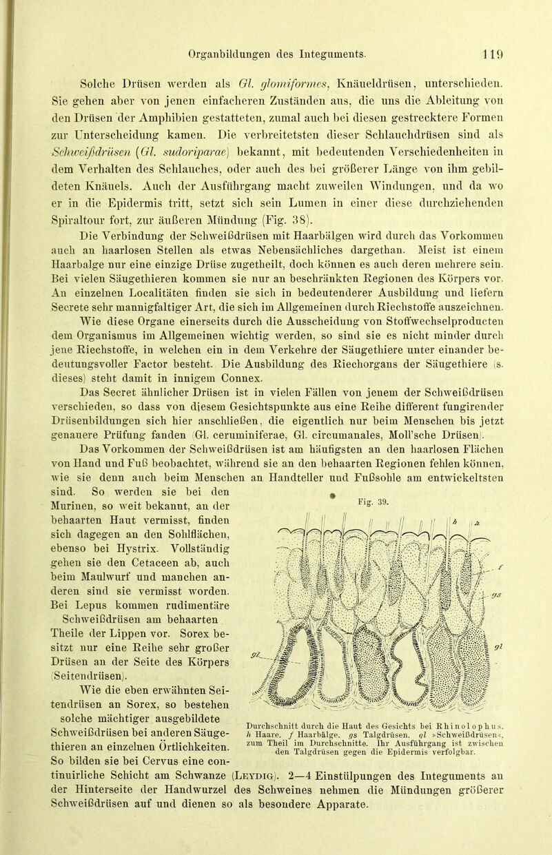 Solclie Drüsen werden als Gl. glomiformes, Knäueldrüsen, unterschieden. Sie gehen aber von jenen einfacheren Zuständen aus, die uns die Ableitung von den Drüsen der Amphibien gestatteten, zumal auch bei diesen gestrecktere Formen zur Unterscheidung kamen. Die verbreitetsten dieser Schlauchdrüsen sind als Schweißdrüsen [Gl. sudoriparae) bekannt, mit bedeutenden Verschiedenheiten in dem Verhalten des Schlauches, oder auch des bei größerer Länge von ihm gebil- deten Knäuels. Auch der Ausführgang macht zuweilen Windungen, und da wo er in die Epidermis tritt, setzt sich sein Lumen in einer diese durchziehenden Spiraltour fort, zur äußeren Mündung (Fig. 38). Die Verbindung der Schweißdrüsen mit Haarbälgen wird durch das Vorkommen auch an haarlosen Stellen als etwas Nebensächliches dargethan. Meist ist einem Haarbalge nur eine einzige Drüse zugetheilt, doch können es auch deren mehrere sein. Bei vielen Säugethieren kommen sie nur an beschränkten Kegionen des Körpers vor. An einzelnen Localitäten finden sie sich in bedeutenderer Ausbildung und liefern Secrete sehr mannigfaltiger Art, die sich im Allgemeinen durch Riechstoffe auszeichnen. Wie diese Organe einerseits durch die Ausscheidung von Stoffwechselproducten dem Organismus im Allgemeinen wichtig werden, so sind sie es nicht minder durch jene Riechstoffe, in welchen ein in dem Verkehre der Säugethiere unter einander be- deutungsvoller Factor besteht. Die Ausbildung des Riechorgans der Säugethiere (s. dieses) steht damit in innigem Connex. Das Secret ähnlicher Drüsen ist in vielen Fällen von jenem der Schweißdrüsen verschieden, so dass von diesem Gesichtspunkte aus eine Reihe different fungirender Drüsenbildungen sich hier anschließen, die eigentlich nur beim Menschen bis jetzt genauere Prüfung fanden Gl. ceruminiferae, Gl. circumanales, Moll’sche Drüsen). Das Vorkommen der Schweißdrüsen ist am häufigsten an den haarlosen Flächen von Hand und Fuß beobachtet, während sie an den behaarten Regionen fehlen können, wie sie denn auch beim Menschen an Handteller und Fußsohle am entwickeltsten sind. So werden sie bei den _ Fig. 39. 9^ Murinen, so weit bekannt, an der behaarten Haut vermisst, finden sich dagegen an den Sohlflächen, ebenso bei Hystrix. Vollständig gehen sie den Cetaceen ab, auch beim Maulwurf und manchen an- deren sind sie vermisst worden. Bei Lepus kommen rudimentäre Schweißdrüsen am behaarten Theile der Lippen vor. Sorex be- sitzt nur eine Reihe sehr großer Drüsen an der Seite des Körpers Seitendrüsen). Wie die eben erwähnten Sei- tendrüsen an Sorex, so bestehen solche mächtiger ausgebildete Schweißdrüsen bei anderen Säuge- thieren an einzelnen Örtlichkeiten. So bilden sie bei Cervus eine con- tinuirliche Schicht am Schwänze (Leydig). 2—4 Einstülpungen des Integuments an der Hinterseite der Handwurzel des Schweines nehmen die Mündungen größerer Schweißdrüsen auf und dienen so als besondere Apparate. Durchschnitt durch die Haut des Gesichts bei Rhinolophus. h Haare. / Haarbälge, gs Talgdrüsen. qI »Schweißdrüsen«, zum Theil im Durchschnitte. Ihr Ausführgang ist zwischen den Talgdrüsen gegen die Epidermis verfolgbar.