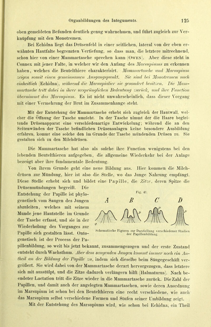 oben gemeldeten Befunden deutlich genug wahrnehmen, und führt zugleich zur Ver- knüpfung mit den Monotremen. Bei Echidna liegt das Drüsenfeld in einer seitlichen, lateral von der eben er- wähnten Hautfalte begrenzten Vertiefung, so dass man, die letztere mitrechnend, schon hier von einer Mammartasche sprechen kann (Owen). Aber diese steht in Connex mit jener Falte, in welcher wir den Anfang des Marsupimns zu erkennen haben, welches die Beutelthiere charakterisirt. Mammartasche und Marsupium zeigen somit einen gemeinsamen Ausgangspunkt. Sie sind bei Monotremen noch einheitlich (Echidna), während die Marsupialier sie gesondert besitzen. Die Mam- martasche tritt dabei in ihrer ursprünglichen Bedeutung zurück, und ihre Function übernimmt das Marsupium. Es ist nicht unwahrscheinlich, dass dieser Vorgang mit einer Vermehrung der Brut im Zusammenhänge steht. Mit der Entstehung der Mammartasche erhebt sich zugleich der Hautwall, wel- cher die Öffnung der Tasche umzieht. In der Tasche nimmt der die Haare beglei- tende Drüsenapparat eine verschiedenartige Entwickelung; während die an den Seitenwänden der Tasche befindlichen Drüsenanlagen keine besondere Ausbildung erfahren, kommt eine solche den im Grunde der Tasche mündenden Drüsen zu. Sie gestalten sich zu den Milchdrüsen. Die Mammartasche hat also als solche ihre Function wenigstens bei den lebenden Beutelthieren aufgegeben, die allgemeine Wiederkehr bei der Anlage bezeugt aber ihre fundamentale Bedeutung. Von ihrem Grunde geht eine neue Bildung aus. Hier kommen die Milch- drüsen zur Mündung, hier ist also die Stelle, wo das Junge Nahrung empfängt. Diese Stelle erhebt sich und bildet eine Papille, die Zitze, deren Spitze die Drüsenmündnngen begreift. Die FiS. 41. A B C D Schematische Figuren zur Darstellung verschiedener Stadien der Papillenbildung. Entstehung der Papille ist phylo- genetisch vom Saugen des Jungen abzuleiten, welches mit seinem Munde jene Hautstelle im Grunde der Tasche erfasst, und sie in der Wiederholung des Vorganges zur Papille sich gestalten lässt. Onto- genetisch ist der Process der Pa- pillenbildung, so weit bis jetzt bekannt, zusammengezogen und der erste Zustand entsteht durch Wachsthum. Aber dem saugenden Jungen kommt immer noch ein An- theil an der Bildung der Papille zu, indem sich dieselbe beim Säugegeschäft ver- größert. Sie wird dabei von der Mammartasche derart hervorgezogen, dass letztere sich mit ausstülpt, und die Zitze dadurch verlängern hilft (Halmaturus). Nach be- endeter Lactation tritt die Zitze wieder in die Mammartasche zurück. Die Zahl der Papillen, und damit auch der angelegten Mammartaschen, sowie deren Anordnung im Marsupium ist schon bei den Beutelthieren eine recht verschiedene, wie auch das Marsupium selbst verschiedene Formen und Stufen seiner Umbildung zeigt. Mit der Entstehung des Marsupiums wird, wie schon bei Echidna, ein Theil