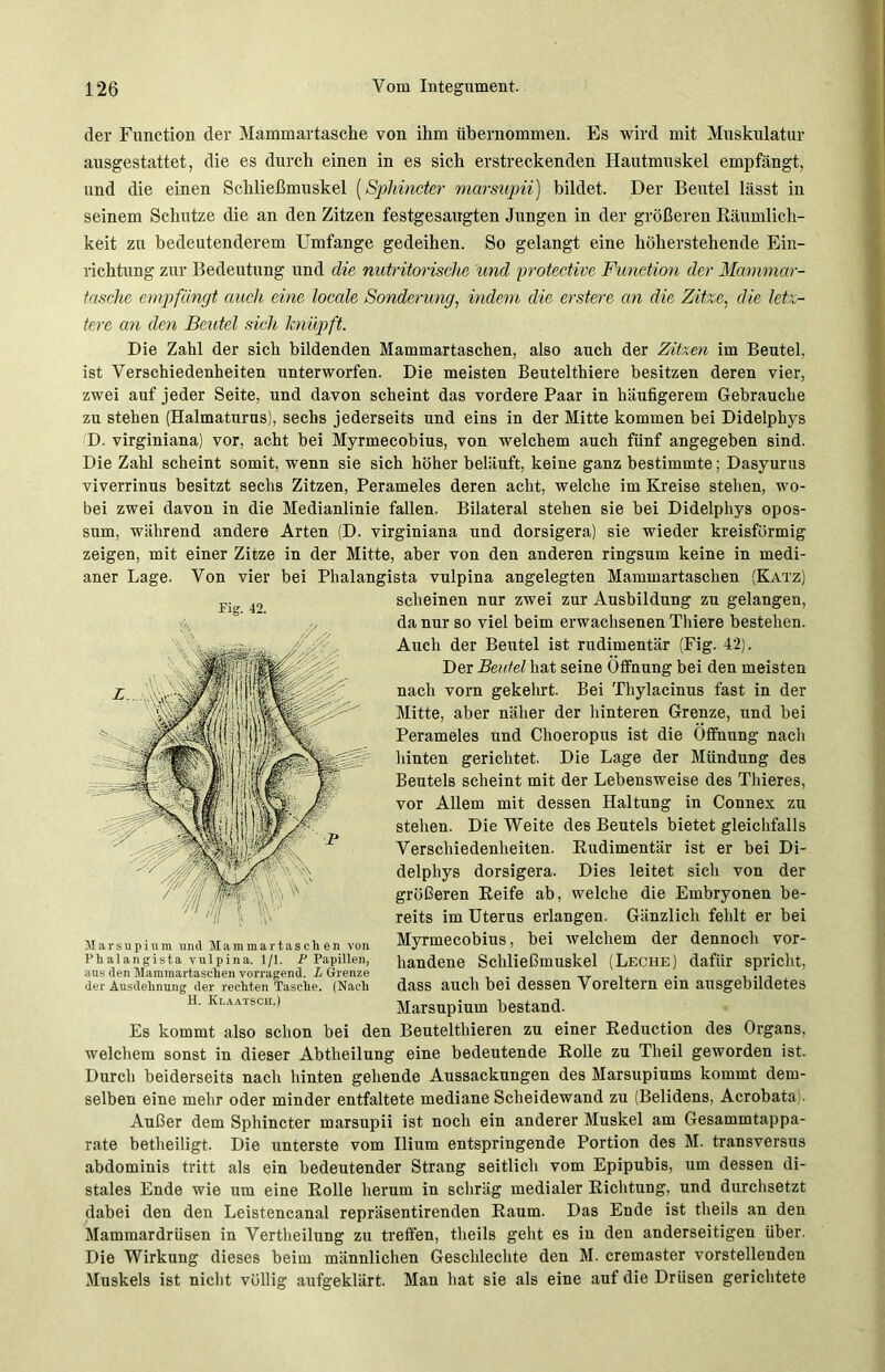 Fig. 42. der Function der Mammartasche von ihm übernommen. Es wird mit Muskulatur ausgestattet, die es durch einen in es sich erstreckenden Hautmuskel empfängt, und die einen Schließmuskel (Sphincter marsupii) bildet. Der Beutel lässt in seinem Schutze die an den Zitzen festgesaugten Jungen in der größeren Räumlich- keit zu bedeutenderem Umfange gedeihen. So gelangt eine höherstehende Ein- richtung zur Bedeutung und die nutritorische und protective Function der Mammar- tasche empfängt auch eine locale Sonderung, indem die erstere an die Zitze, die letz- tere an den Beutel sich knüpft. Die Zahl der sich bildenden Mammartaschen, also auch der Zitzen im Beutel, ist Verschiedenheiten unterworfen. Die meisten Beutelthiere besitzen deren vier, zwei auf jeder Seite, und davon scheint das vordere Paar in häufigerem Gebrauche zu stehen (Halmaturus), sechs jederseits und eins in der Mitte kommen bei Didelphys D. virginiana) vor, acht bei Myrmecobius, von welchem auch fünf angegeben sind. Die Zahl scheint somit, wenn sie sich höher beläuft, keine ganz bestimmte; Dasyurus viverrinus besitzt sechs Zitzen, Perameles deren acht, welche im Kreise stehen, wo- bei zwei davon in die Medianlinie fallen. Bilateral stehen sie bei Didelphys Opos- sum, während andere Arten (D. virginiana und dorsigera) sie wieder kreisförmig zeigen, mit einer Zitze in der Mitte, aber von den anderen ringsum keine in medi- aner Lage. Von vier bei Phalangista vulpina angelegten Mammartaschen (Katz) scheinen nur zwei zur Ausbildung zu gelangen, da nur so viel beim erwachsenen Tliiere bestehen. Auch der Beutel ist rudimentär (Fig. 42). Der Beutel hat seine Öffnung bei den meisten nach vorn gekehrt. Bei Thylacinus fast in der Mitte, aber näher der hinteren Grenze, und bei Perameles und Choeropus ist die Öffnung nach hinten gerichtet. Die Lage der Mündung des Beutels scheint mit der Lebensweise des Thieres, vor Allem mit dessen Haltung in Connex zu stehen. Die Weite des Beutels bietet gleichfalls Verschiedenheiten. Rudimentär ist er bei Di- delphys dorsigera. Dies leitet sich von der größeren Reife ab, welche die Embryonen be- reits im Uterus erlangen. Gänzlich fehlt er bei Myrmecobius, bei welchem der dennoch vor- handene Schließmuskel (Leche) dafür spricht, dass auch bei dessen Voreltern ein ausgebildetes Marsupium bestand. Es kommt also schon bei den Beutelthieren zu einer Reduction des Organs, welchem sonst in dieser Abtheilung eine bedeutende Rolle zu Theil geworden ist. Durch beiderseits nach hinten gehende Aussackungen des Marsupiums kommt dem- selben eine mehr oder minder entfaltete mediane Scheidewand zu (Belidens, Acrobata). Außer dem Sphincter marsupii ist noch ein anderer Muskel am Gesammtappa- rate betheiligt. Die unterste vom Ilium entspringende Portion des M. transversus abdominis tritt als ein bedeutender Strang seitlich vom Epipubis, um dessen di- stales Ende wie um eine Rolle herum in schräg medialer Richtung, und durchsetzt dabei den den Leistencanal repräsentirenden Raum. Das Ende ist theils an den Mammardrüsen in Vertheilung zu treffen, theils geht es in den anderseitigen über. Die Wirkung dieses beim männlichen Geschleckte den M. cremaster vorstellenden Muskels ist nicht völlig aufgeklärt. Man hat sie als eine auf die Drüsen gerichtete Marsupium und Mammartaschen von Phalangista vulpina. 1/1. P Papillen, aus den Mammartaschen vorragend. L Grenze der Ausdehnung der rechten Tasche. (Nach H. Klaatscii.)