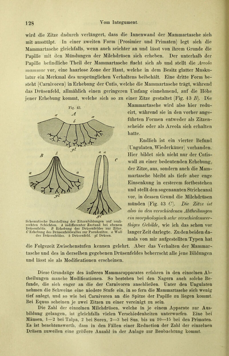 wird die Zitze dadurch verlängert, dass die Innenwand der Mammartasche sich mit ausstülpt. In einer zweiten Form (Prosimier und Primaten) legt sich die Mammartasche gleichfalls, wenn auch seichter an und lässt von ihrem Grunde die Papille mit den Mündungen der Milchdrüsen sich erheben. Der unterhalb der Papille befindliche Tlieil der Mammartasche flacht sich ab und stellt die Areola mammae vor, eine haarlose Zone der Haut, welche in dem Besitz glatter Musku- latur ein Merkmal des ursprünglichen Verhaltens beibeliält. Eine dritte Form be- steht (Carnivoren) in Erhebung der Cntis, welche die Mammartasche trägt, während das Drüsenfeld, allmählich einen geringeren Umfang einnehmend, auf die Höhe jener Erhebung kommt, welche sich so zu einer Zitze gestaltet (Fig. 43 B). Die Mammartasche wird also hier redu- cirt, während sie in den vorher ange- führten Formen entweder als Zitzen- scheide oder als Areola sich erhalten hatte. Endlich ist ein vierter Befund (Ungulaten, Wiederkäuer) vorhanden. Hier bildet sich nicht nur der Cutis- wall zu einer bedeutenden Erhebung, der Zitze, aus, sondern auch die Mam- martasche bleibt als tiefe aber enge Einsenkung in ersterem fortbestehen und stellt den sogenannten Strichcanal vor, in dessen Grund die Milchdrüsen münden (Fig. 43 C). Die Zitze ist also in den verschiedenen Abtheilungen ein morphologisch sehr verschiedenwer- rechten Schichten. A indifferenter Zustand hei ebenem tlligCS Gebilde, wie ich das Schon V01- Drüsenfelde. B Erhebung des Drüsenfeldes zur Zitze. C Erhebung des Drüsenfeldwalles zur Pseudozitze, a Wall langer Zeit darlegte. Zll den beiden da- des Drüsenfeldes, b Drüsenfeld, gl Drüsen. mals von mir aufgestellten Typen hat die Folgezeit Zwischenstufen kennen gelehrt. Aber das Verhalten der Mammar- tasche und des in derselben gegebenen Drüsenfeldes beherrscht alle jene Bildungen und lässt sie als Modificationen erscheinen. Diese Grundziige des äußeren Mammarapparates erfahren in den einzelnen Ab- theilungen manche Modificationen. So bestehen bei den Nagern auch solche Be- funde, die sich enger an die der Carnivoren anschließen. Unter den Ungulaten nehmen die Schweine eine niedere Stufe ein, in so fern die Mammartasche sich wenig tief anlegt, und so wie bei Carnivoren an die Spitze der Papille zu liegen kommt. Bei Equus scheinen je zwei Zitzen zu einer vereinigt zu sein. Die Zahl der einzelnen Milchdrüsen, welche in je einem Apparate zur Aus- bildung gelangen, ist gleichfalls vielen Verschiedenheiten unterworfen. Eine bei Mäusen, 1—2 bei Talpa, 2 bei Sorex, 2—3 bei Sus, bis zu 10—15 bei den Primaten. Es ist beachtenswert^ dass in den Fällen einer Beduction der Zahl der einzelnen Drüsen zuweilen eine größere Anzahl in der Anlage zur Beobachtung kommt. Fig. 43. Schematische Darstellung der Zitzenbildunsren auf senk-