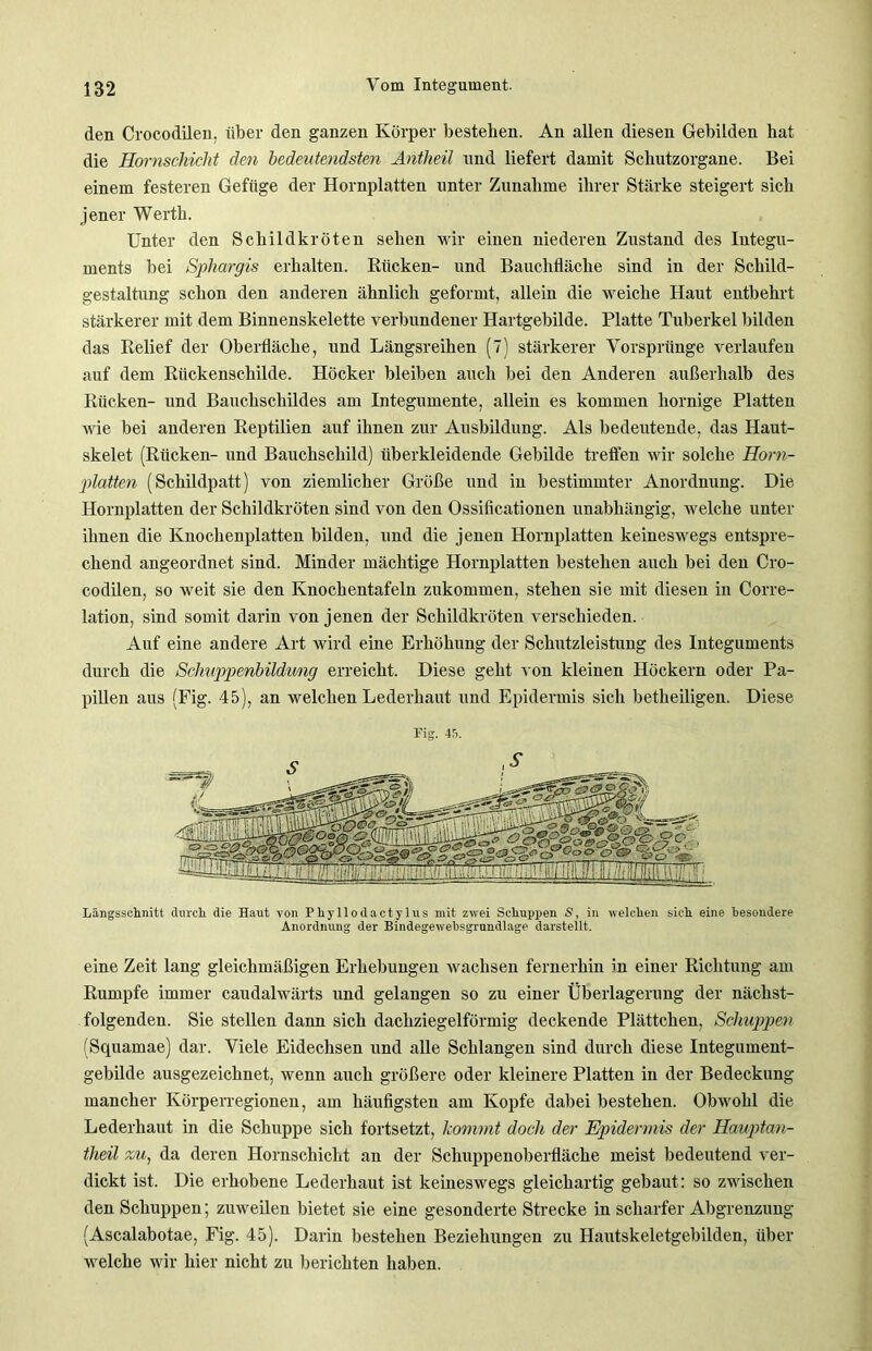den Crocodilen. über den ganzen Körper bestehen. An allen diesen Gebilden hat die Hornschicht den bedeutendsten Antheil und liefert damit Schutzorgane. Bei einem festeren Gefüge der Hornplatten unter Zunahme ihrer Stärke steigert sich jener Werth. Unter den Schildkröten sehen wir einen niederen Zustand des Integu- ments bei Sphargis erhalten. Rücken- und Bauchfläche sind in der Schild- gestaltung schon den anderen ähnlich geformt, allein die weiche Haut entbehrt stärkerer mit dem Binnenskelette verbundener Hartgebilde. Platte Tuberkel bilden das Relief der Oberfläche, und Längsreihen (7) stärkerer Vorsprünge verlaufen auf dem Rückenschilde. Höcker bleiben auch bei den Anderen außerhalb des Rücken- und Bauchschildes am Integumente, allein es kommen hornige Platten wie bei anderen Reptilien auf ihnen zur Ausbildung. Als bedeutende, das Haut- skelet (Rücken- und Bauchschild) überkleidende Gebilde treffen wir solche Horn- platten (Schildpatt) von ziemlicher Größe und in bestimmter Anordnung. Die Hornplatten der Schildkröten sind von den Ossificationen unabhängig, welche unter ihnen die Knochenplatten bilden, und die jenen Hornplatten keineswegs entspre- chend angeordnet sind. Minder mächtige Hornplatten bestehen auch bei den Cro- codilen, so weit sie den Knochentafeln zukommen, stehen sie mit diesen in Corre- lation, sind somit darin von jenen der Schildkröten verschieden. Auf eine andere Art wird eine Erhöhung der Schutzleistung des Integuments durch die Sclmppenbildmig erreicht. Diese geht von kleinen Höckern oder Pa- pillen aus (Fig. 45), an welchen Lederhaut und Epidermis sicli betheiligen. Diese Fig. 45. Längsschnitt durch die Haut von Phyllodactylus mit zwei Schuppen S, in welchen sich eine besondere Anordnung der Bindegewebsgrundlage darstellt. eine Zeit lang gleichmäßigen Erhebungen wachsen fernerhin in einer Richtung am Rumpfe immer caudalwärts und gelangen so zu einer Überlagerung der nächst- folgenden. Sie stellen dann sich dachziegelförmig deckende Plättchen, Schuppen (Squamae) dar. Viele Eidechsen und alle Schlangen sind durch diese Integument- gebilde ausgezeichnet, wenn auch größere oder kleinere Platten in der Bedeckung mancher Körperregionen, am häufigsten am Kopfe dabei bestehen. Obwohl die Lederhaut in die Schuppe sich fortsetzt, kommt doch der Epidermis der Hauptan- theil zu, da deren Hornschicht an der Schuppenoberfläche meist bedeutend ver- dickt ist. Die erhobene Lederhaut ist keineswegs gleichartig gebaut: so zwischen den Schuppen; zuweilen bietet sie eine gesonderte Strecke in scharfer Abgrenzung (Ascalabotae, Fig. 45). Darin bestehen Beziehungen zu Hautskeletgebilden, über welche wir hier nicht zu berichten haben.