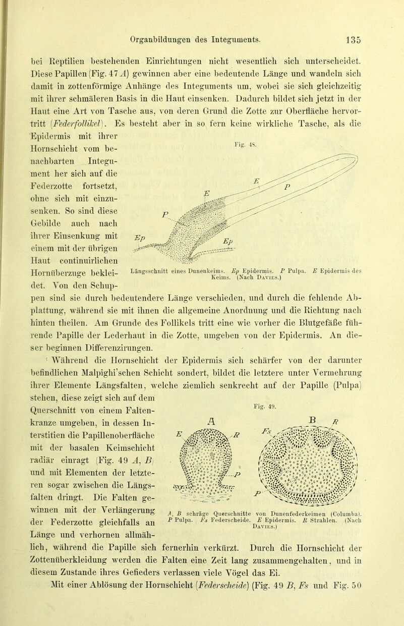 bei Reptilien bestellenden Einrichtungen nicht wesentlich sich unterscheidet. Diese Papillen (Fig. 47 M) gewinnen aber eine bedeutende Länge und wandeln sich damit in zottenförmige Anhänge des Integuments um, wobei sie sich gleichzeitig mit ihrer schmäleren Basis in die Haut einsenken. Dadurch bildet sich jetzt in der Haut eine Art von Tasche aus, von deren Grund die Zotte zur Oberfläche hervor- tritt [Federfollikel). Es besteht aber in so fern keine wirkliche Tasche, als die Epidermis mit ihrer Längsschnitt eines Dunenkeims. Ep Epidermis. P Pulpa. E Epidermis des Keims. (Nach Davies.) Hornschicht vom be- 1lv nachbarten Integu- ment her sich auf die Federzotte fortsetzt, ohne sich mit einzu- senken. So sind diese Gebilde auch nach ihrer Einsenknng mit einem mit der übrigen Haut continuirlichen Horniiberzuge beklei- det. Von den Schup- pen sind sie durch bedeutendere Länge verschieden, und durch die fehlende Ab- plattung, während sie mit ihnen die allgemeine Anordnung und die Richtung nach hinten theilen. Am Grunde des Follikels tritt eine wie vorher die Blutgefäße füh- rende Papille der Lederhaut in die Zotte, umgeben von der Epidermis. An die- ser beginnen Differenzirungen. Während die Hornschicht der Epidermis sich schärfer von der darunter befindlichen Malpighi’schen Schicht sondert, bildet die letztere unter Vermehrung ihrer Elemente Längsfalten, welche ziemlich senkrecht auf der Papille (Pulpa) stehen, diese zeigt sich auf dem Querschnitt von einem Falten- Fls 4 L kränze umgeben, in dessen In- terstitiell die Papillenoberfläche mit der basalen Keimschicht radiär einragt (Fig. 49 A, B und mit Elementen der letzte- ren sogar zwischen die Längs- falten dringt. Die Falten ge- winnen mit der Verlängerung der Federzotte gleichfalls an Länge und verhornen allmäh- lich, während die Papille sich fernerhin verkürzt. Durch die Hornschicht der Zottenüberkleidung werden die Falten eine Zeit lang zusammengehalten, und in diesem Zustande ihres Gefieders verlassen viele Vögel das Ei. Mit einer Ablösung der Hornschicht (Federscheide) (Fig. 49 B, Fs und Fig. 50 jw A, B schräge Querschnitte von Dunenfederkeimen (Columba). P Pulpa. Es Federscheide. E Epidermis. H Strahlen. (Nach Davies.)