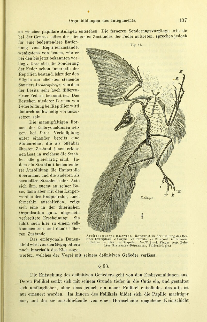 an welcher papillare Anlagen entstehen. Die ferneren Sonderungsvorgänge, wie sie bei der Genese selbst des niedersten Zustandes der Feder auftreten, sprechen jedoch für eine bedeutendere Entfer- ri) nung vom Reptilienzustande, wenigstens von jenem, wie er bei den bis jetzt bekannten vor- liegt. Dass aber die Sonderung der Feder schon innerhalb der Reptilien bestand, lehrt der den Vögeln am nächsten stehende Saurier (Archaeopteryx>, von dem der Besitz sehr hoch differen- zirter Federn bekannt ist. Das Bestehen niederer Formen von Federbildungbei Reptilien wird dadurch nothwendig vorauszu- setzen sein. Die mannigfaltigen For- men der Embryonaldunen zei- gen bei ihrer Verknüpfung unter einander bereits eine Stufenreihe, die als offenbar ältesten Zustand jenen erken- nen lässt, in welchem die Strah- len alle gleichartig sind. In- dem ein Strahl mit bedeutende- rer Ausbildung die Hauptrolle übernimmt und die anderen als secundäre Strahlen oder Aste sich ihm, zuerst an seiner Ba- sis, dann aber mit dem Länger- werden des Hauptstrahls, auch fernerhin anschließen, zeigt sich eine in der thierischen Organisation ganz allgemein verbreitete Erscheinung. Sie führt auch hier zu einem voll- kommeneren und damit höhe- ren Zustande. Das embryonale Dunen- kleid wird von denMegapodiern noch innerhalb des Eies abge- worfen, welches der Vogel mit seinem definitiven Gefieder verlässt. Archaeopteryx macrura. Restaurirt in der Stellung des Ber- liner Exemplars, c Carpus. cl Fureula. co Coracoid. h Humerus. r Radius, u Ulna, sc Scapula. I—IV 1.—4. Finger resp. Zehe. (Aus Steinmaxn-Döderleix, Paläontologie.) §63. Die Entstehung des definitiven Gefieders geht von den Embryonaldunen aus. Deren Follikel senkt sich mit seinem Grunde tiefer in die Cutis ein, und gestaltet sich umfänglicher, ohne dass jedoch ein neuer Follikel entstände, das alte ist nur erneuert worden. Im Innern des Follikels bildet sich die Papille mächtiger aus, und die sie umschließende von einer Hornscheide umgebene Keimschicht