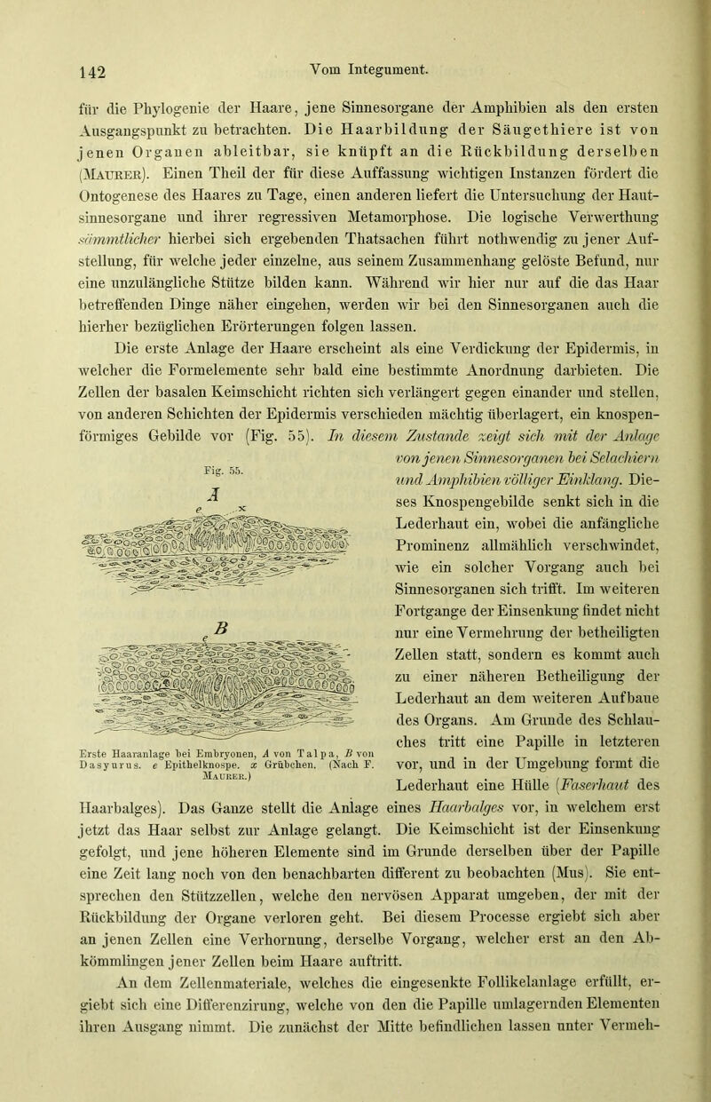 für die Phylogenie der Haare, jene Sinnesorgane der Amphibien als den ersten Ausgangspunkt zu betrachten. Die Haarbildung der Säugethiere ist von jenen Organen ableitbar, sie knüpft an die Rückbildung derselben (Maurer). Einen Theil der für diese Auffassung wichtigen Instanzen fördert die Ontogenese des Haares zu Tage, einen anderen liefert die Untersuchung der Haut- sinnesorgane und ihrer regressiven Metamorphose. Die logische Verwerthung sämmtlicher hierbei sich ergebenden Thatsachen führt nothwendig zu jener Auf- stellung, für welche jeder einzelne, aus seinem Zusammenhang gelöste Befund, nur eine unzulängliche Stütze bilden kann. Während wir hier nur auf die das Haar betreffenden Dinge näher eingehen, werden wir bei den Sinnesorganen auch die hierher bezüglichen Erörterungen folgen lassen. Die erste Anlage der Haare erscheint als eine Verdickung der Epidermis, in welcher die Formelemente sehr bald eine bestimmte Anordnung darbieten. Die Zellen der basalen Keimschicht richten sich verlängert gegen einander und stellen, von anderen Schichten der Epidermis verschieden mächtig überlagert, ein knospen- förmiges Gebilde vor (Fig. 55). In diesem Zustande zeigt sich mit der Anlage von jenen Sinnesorganen bei Selachiern und Amphibien völliger Einklang. Die- ses Knospengebilde senkt sich in die Lederhaut eiu, wobei die anfängliche Prominenz allmählich verschwindet, wie ein solcher Vorgang auch bei Sinnesorganen sich trifft. Im weiteren Fortgange der Einsenkung findet nicht nur eine Vermehrung der betheiligten Zellen statt, sondern es kommt auch zu einer näheren Betheiligung der Lederhaut an dem weiteren Aufbaue des Organs. Am Grunde des Schlau- ches tritt eine Papille in letzteren vor, und in der Umgebung formt die Lederhaut eine Hülle (.Faserhaut des Haarbalges). Das Ganze stellt die Anlage eines Haarbalges vor, in welchem erst jetzt das Haar selbst zur Anlage gelangt. Die Keimschicht ist der Einsenkung gefolgt, und jene höheren Elemente sind im Grunde derselben über der Papille eine Zeit lang noch von den benachbarten different zu beobachten (Mus). Sie ent- sprechen den Stützzellen, welche den nervösen Apparat umgeben, der mit der Rückbildung der Organe verloren geht. Bei diesem Processe ergiebt sich aber an jenen Zellen eine Verhornung, derselbe Vorgang, welcher erst an den Ab- kömmlingen jener Zellen beim Plaare auftritt. An dem Zellenmateriale, welches die eingesenkte Follikelanlage erfüllt, er- giebt sich eine Differenzirung, welche von den die Papille umlagernden Elementen ihren Ausgang nimmt. Die zunächst der Mitte befindlichen lassen unter Vermeh- Fig. 55. Ä Erste Haaranlage bei Embryonen, A von Talpa, B von Dasyurus. e Epithelknospe. x Grübchen. (Hach F. Maurer.)