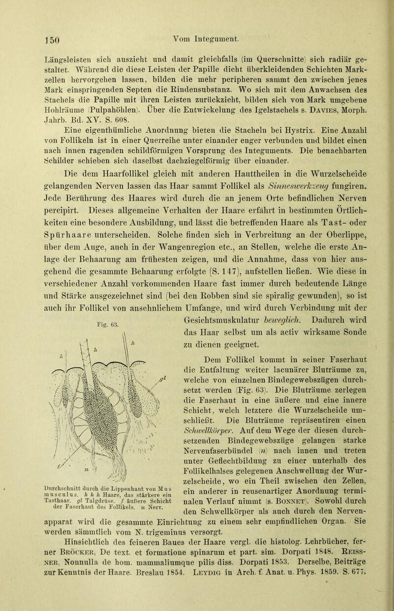 Längsleisten sich auszieht und damit gleichfalls (im Querschnitte) sich radiär ge- staltet. Während die diese Leisten der Papille dicht überkleidenden Schichten Mark- zellen hervorgehen lassen, bilden die mehr peripheren sammt den zwischen jenes Mark einspringenden Septen die Rindensubstanz. Wo sich mit dem Anwachsen des Stachels die Papille mit ihren Leisten zurückzieht, bilden sich von Mark umgebene Hohlräume (Pulpahöhlen). Über die Entwickelung des Igelstachels s. Davies, Morph. Jahrb. Bd. XV. S. 608. Eine eigentümliche Anordnung bieten die Stacheln bei Hystrix. Eine Anzahl von Follikeln ist in einer Querreihe unter einander enger verbunden und bildet einen nach innen ragenden schildförmigen Vorsprung des Integuments. Die benachbarten Schilder schieben sich daselbst dachziegelförmig über einander. Die dem Haarfollikel gleich mit anderen Hanttheilen in die Wurzelscheide gelangenden Nerven lassen das Haar sammt Follikel als Sinneswerkzeug fungiren. Jede Berührung des Haares wird durch die an jenem Orte befindlichen Nerven percipirt. Dieses allgemeine Verhalten der Haare erfährt in bestimmten Örtlich- keiten eine besondere Ausbildung, und lässt die betreffenden Haare als Tast- oder Spürhaare unterscheiden. Solche finden sich in Verbreitung an der Oberlippe, über dem Auge, auch in der Wangenregion etc., an Stellen, welche die erste An- lage der Behaarung am frühesten zeigen, und die Annahme, dass von hier aus- gehend die gesammte Behaarung erfolgte (S. 147), aufstellen ließen. Wie diese in verschiedener Anzahl vorkommenden Haare fast immer durch bedeutende Länge und Stärke ausgezeichnet sind (bei den Robben sind sie spiralig gewunden), so ist auch ihr Follikel von ansehnlichem Umfange, und wird durch Verbindung mit der Fig. 63. Gesichtsmuskulatur beweglich. Dadurch wird das Haar selbst um als activ wirksame Sonde zu dienen geeignet. Dem Follikel kommt in seiner Faserhaut die Entfaltung weiter lacunärer Bluträume zu, welche von einzelnen Bindegewebszügen durch- setzt werden (Fig. 63). Die Bluträume zerlegen die Faserhaut in eine äußere und eine innere Schicht, welch letztere die Wurzelscheide um- schließt. Die Bluträume repräsentiren einen Schwellkörper. Auf dem Wege der diesen durch- setzenden Bindegewebsztige gelangen starke Nervenfaserbündel (n) nach innen und treten unter Geflechtbildung zu einer unterhalb des Follikelhalses gelegenen Anschwellung der Wur- zelscheide, wo ein Theil zwischen den Zellen, ein anderer in reusenartiger Anordnung termi- nalen Verlauf nimmt (s. Bonnet). Sowohl durch den Schwellkörper als auch durch den Nerven- apparat wird die gesammte Einrichtung zu einem sehr empfindlichen Organ. Sie werden sämmtlich vom N. trigeminus versorgt. Hinsichtlich des feineren Baues der Haare vergl. die histolog. Lehrbücher, fer- ner Bröcker, De text. et formatione spinarum et part. sim. Dorpati 1848. Reiss- ner, Nonnulla de hom. mammaliumqne pilis diss. Dorpati 1853. Derselbe, Beiträge zur Kenntnis der Haare. Breslau 1854. Leydig in Arch. f. Anat. u. Phvs. 1859. S. 677. Durchschnitt durch die Lippenhaut von Mus musculus. h h h Haare, das stärkere ein Tasthaar, gl Talgdrüse, f äußere Schicht der Faserhaut des Follikels, n Nerv.