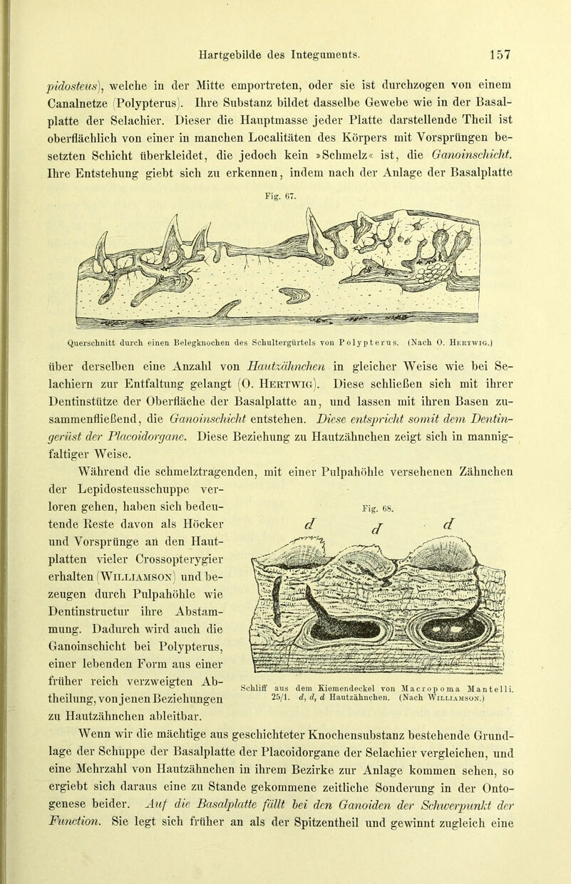 pidosteus), welche in der Mitte emportreten, oder sie ist durchzogen von einem Canalnetze Polypterus). Ihre Substanz bildet dasselbe Gewebe wie in der Basal- platte der Selachier. Dieser die Hauptmasse jeder Platte darstellende Theil ist oberflächlich von einer in manchen Localitäten des Körpers mit Vorsprüngen be- setzten Schicht überkleidet, die jedoch kein »Schmelz« ist, die Ganoinschicht. Ihre Entstehung giebt sich zu erkennen, indem nach der Anlage der Basalplatte Fig. 07. über derselben eine Anzahl von Hautzähnchen in gleicher Weise wie bei Se- lachiern zur Entfaltung gelangt (0. Hertwig). Diese schließen sich mit ihrer Dentinstütze der Oberfläche der Basalplatte an, und lassen mit ihren Basen zu- sammenfließend, die Ganoinschicht entstehen. Diese entspricht somit dem Dentin- gerüst der Placoidorgane. Diese Beziehung zu Hautzähnchen zeigt sich in mannig- faltiger Weise. Während die schmelztragenden, mit einer Pulpahöhle versehenen Zähnchen der Lepidosteusschuppe ver- loren gehen, haben sich bedeu- tende Reste davon als Höcker und Vorsprünge an den Haut- platten vieler Crossopterygier erhalten (Wirliamson) und be- zeugen durch Pulpahöhle wie Dentinstructur ihre Abstam- mung. Dadurch wird auch die Ganoinschicht bei Polypterus, einer lebenden Form aus einer früher reich verzweigten Ab- theilung, von jenen Beziehungen zu Hautzähnchen ableitbar. Wenn wir die mächtige aus geschichteter Knochensubstanz bestehende Grund- lage der Schuppe der Basalplatte der Placoidorgane der Selachier vergleichen, und eine Mehrzahl von Hautzähnchen in ihrem Bezirke zur Anlage kommen sehen, so ergiebt sich daraus eine zu Stande gekommene zeitliche Sonderung in der Onto- genese beider. Auf die Bascdplatte füllt bei den Ganoiden der Schwerpunkt der Function. Sie legt sich früher an als der Spitzentheil und gewinnt zugleich eine Fig. 68. Schliff aus dem Kiemendeckel von Maeropoma Mantelli. 25/1. d, d, d Hautzähnchen. (Nach Williamson.)