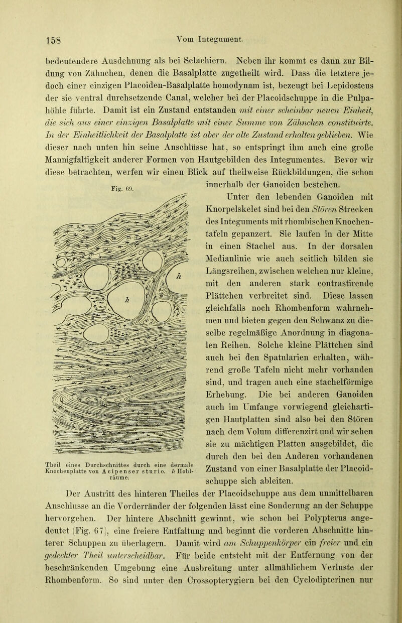 bedeutendere Ausdehnung als bei Selacliiern. Neben ihr kommt es dann zur Bil- dung von Zähnchen, denen die Basalplatte zugetheilt wird. Dass die letztere je- doch einer einzigen Placoiden-Basalplatte homodynam ist, bezeugt bei Lepidosteus der sie ventral durchsetzende Canal, welcher bei der Placoidschuppe in die Pulpa- höhle führte. Damit ist ein Zustand entstanden mit einer scheinbar neuen Einheit, die sich aus einer einzigen Basalplatte mit einer Summe von Zähnchen constituirte. In der Einheitlichkeit der Basalplatte ist aber der alte Zustand erhalten geblieben. Wie dieser nach unten hin seine Anschlüsse hat, so entspringt ihm auch eine große Mannigfaltigkeit anderer Formen von Hautgebilden des Integumentes. Bevor wir diese betrachten, werfen wir einen Blick auf theilweise Rückbildungen, die schon Fig. 69. innerhalb der Ganoiden bestehen. Unter den lebenden Ganoiden mit Knorpelskelet sind bei den Stören Strecken des Integuments mit rhombischen Knochen- tafeln gepanzert. Sie laufen in der Mitte in einen Stachel aus. In der dorsalen Medianlinie wie auch seitlich bilden sie Längsreihen, zwischen welchen nur kleine, mit den anderen stark contrastirende Plättchen verbreitet sind. Diese lassen gleichfalls noch Rhombenform wahrneh- men und bieten gegen den Schwanz zu die- selbe regelmäßige Anordnung in diagona- len Reihen. Solche kleine Plättchen sind auch bei den Spatularien erhalten, wäh- rend große Tafeln nicht mehr vorhanden sind, und tragen auch eine stachelförmige Erhebung. Die bei anderen Ganoiden auch im Umfange vorwiegend gleicharti- gen Hautplatten sind also bei den Stören nach dem Volum diflerenzirt und wir sehen sie zu mächtigen Platten ausgebildet, die durch den bei den Anderen vorhandenen Zustand von einer Basalplatte der Placoid- schuppe sich ableiten. Der Austritt des hinteren Theiles der Placoidschuppe aus dem unmittelbaren Anschlüsse an die Vorderränder der folgenden lässt eine Sonderung an der Schuppe hervorgehen. Der hintere Abschnitt gewinnt, wie schon bei Polypterus ange- deutet (Fig. 67), eine freiere Entfaltung und beginnt die vorderen Abschnitte hin- terer Schuppen zu überlagern. Damit wird am Schuppenkörper ein freier und ein gedeckter Theil unterscheidbar. Für beide entsteht mit der Entfernung von der beschränkenden Umgebung eine Ausbreitung unter allmählichem Verluste der Rhombenform. So sind unter den Crossopterygiern bei den Cyclodipterinen nur Theil eines Durchschnittes durch eine dermale Knochenplatte von Acipenser sturio. h Hohl- räume.