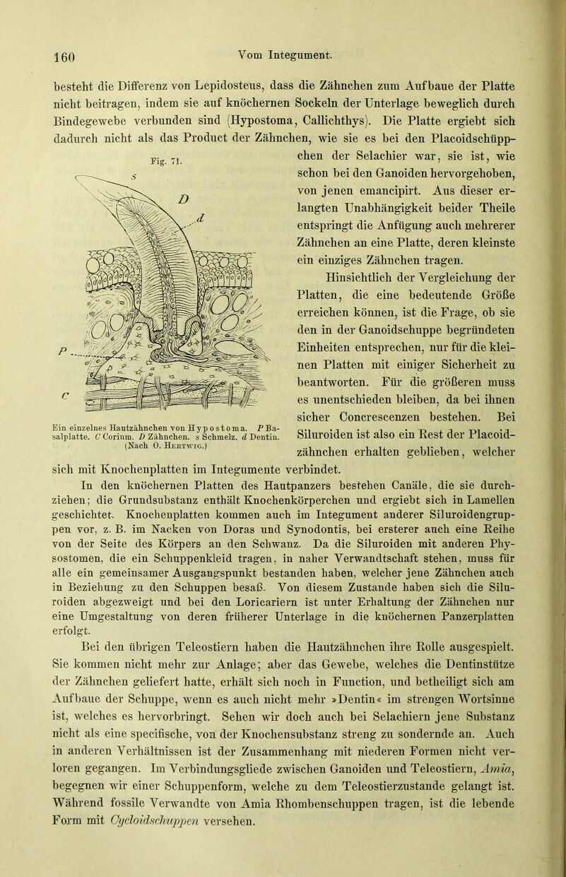 besteht die Differenz von Lepidosteus, dass die Zähnchen zum Aufbaue der Platte nicht beitragen, indem sie auf knöchernen Sockeln der Unterlage beweglich durch Bindegewebe verbunden sind (Hypostoma, Callichthys). Die Platte ergiebt sich dadurch nicht als das Product der Zähnchen, wie sie es bei den Placoidschüpp- chen der Selachier war, sie ist, wie schon bei den Ganoiden hervorgehoben, von jenen emancipirt. Aus dieser er- langten Unabhängigkeit beider Theile entspringt die Anfügung auch mehrerer Zähnchen an eine Platte, deren kleinste ein einziges Zähnchen tragen. Hinsichtlich der Vergleichung der Platten, die eine bedeutende Größe erreichen können, ist die Frage, ob sie den in der Ganoidschuppe begründeten Einheiten entsprechen, nur für die klei- nen Platten mit einiger Sicherheit zu beantworten. Für die größeren muss es unentschieden bleiben, da bei ihnen sicher Concrescenzen bestehen. Bei Siluroiden ist also ein Rest der Placoid- zähnchen erhalten geblieben, welcher sich mit Knochenplatten im Integumente verbindet. In den knöchernen Platten des Hautpanzers bestehen Canäle, die sie durch- ziehen; die Grundsubstanz enthält Knochenkörperchen und ergiebt sich in Lamellen geschichtet. Knochenplatten kommen auch im Integument anderer Siluroidengrup- pen vor, z. B. im Nacken von Doras und Synodontis, bei ersterer auch eine Reihe von der Seite des Körpers an den Schwanz. Da die Siluroiden mit anderen Phy- sostomen, die ein Schuppenkleid tragen, in naher Verwandtschaft stehen, muss für alle ein gemeinsamer Ausgangspunkt bestanden haben, welcher jene Zähnchen auch in Beziehung zu den Schuppen besaß. Von diesem Zustande haben sich die Silu- roiden abgezweigt und bei den Loricariern ist unter Erhaltung der Zähnchen nur eine Umgestaltung von deren früherer Unterlage in die knöchernen Panzerplatten erfolgt. Bei den übrigen Teleostiern haben die Hautzähnchen ihre Rolle ausgespielt. Sie kommen nicht mehr zur Anlage; aber das Gewebe, welches die Dentinstütze der Zähnchen geliefert hatte, erhält sich noch in Function, und betheiligt sich am Aufbaue der Schuppe, wenn es auch nicht mehr »Dentin« im strengen Wortsinne ist, welches es hervorbringt. Sehen wir doch auch bei Selachiern jene Substanz nicht als eine specifische, von der Knochensubstanz streng zu sondernde an. Auch in anderen Verhältnissen ist der Zusammenhang mit niederen Formen nicht ver- loren gegangen. Im Verbindungsgliede zwischen Ganoiden und Teleostiern, Amia, begegnen wir einer Schuppenform, welche zu dem Teleostierzustande gelangt ist. Während fossile Verwandte von Amia Rhombenschuppen tragen, ist die lebende Form mit Oycloidschuppm versehen. Fig. 71. Ein einzelnes Hantzälinchen von Hypostoma. P Ba- salplatte. C C'orium. D Zähnchen. s Schmelz, d Dentin. (Nach 0. Hektwig.)
