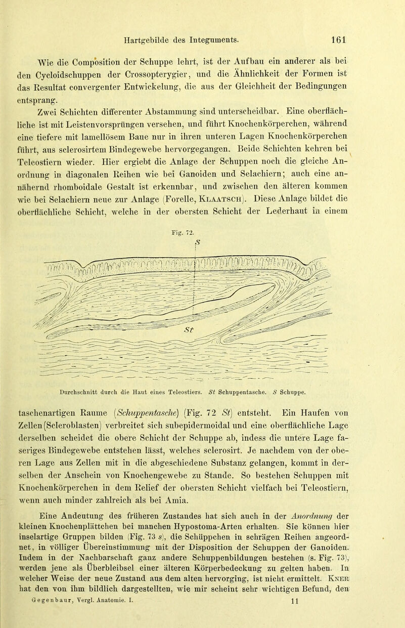 Wie die Comp'osition der Schuppe lehrt, ist der Aufbau ein anderer als bei den Cycloidschuppen der Crossopterygier, und die Ähnlichkeit der Formen ist das Resultat convergenter Entwickelung, die aus der Gleichheit der Bedingungen entsprang. Zwei Schichten differenter Abstammung sind unterscheidbar. Eine oberfläch- liche ist mit Leistenvorsprüngen versehen, und führt Knochenkörperchen, während eine tiefere mit lamellösem Baue nur in ihren unteren Lagen Knochenkörperchen führt, aus sclerosirtem Bindegewebe hervorgegangen. Beide Schichten kehren bei Teleostiern wieder. Hier ergiebt die Anlage der Schuppen noch die gleiche An- ordnung in diagonalen Reihen wie bei Ganoiden und Selachiern; auch eine an- nähernd rhomboidale Gestalt ist erkennbar, und zwischen den älteren kommen wie bei Selachiern neue zur Anlage (Forelle, Ivlaatsch). Diese Anlage bildet die oberflächliche Schicht, welche in der obersten Schicht der Lederhaut in einem Fig. 72. S Durchschnitt durch die Haut eines Teleostiers. St Schuppentasche. S Schuppe. taschenartigen Raume (Schuppentasche) (Fig. 72 St) entsteht. Ein Haufen von Zellen (Scleroblasten) verbreitet sich subepidermoidal und eine oberflächliche Lage derselben scheidet die obere Schicht der Schuppe ab, indess die untere Lage fa- seriges Bindegewebe entstehen lässt, welches sclerosirt. Je nachdem von der obe- ren Lage aus Zellen mit in die abgeschiedene Substanz gelangen, kommt in der- selben der Anschein von Knochengewebe zu Stande. So bestehen Schuppen mit Knochenkörperchen in dem Relief der obersten Schicht vielfach bei Teleostiern, wenn auch minder zahlreich als bei Amia. Eine Andeutung des früheren Zustandes hat sich auch in der Anordnung der kleinen Knochenplättchen bei manchen Hypostoma-Arten erhalten. Sie können hier inselartige Gruppen bilden (Fig. 73 s), die Schüppchen in schrägen Reihen angeord- net, in völliger Übereinstimmung mit der Disposition der Schuppen der Ganoiden. Indem in der Nachbarschaft ganz andere Schuppenbildungen bestehen (s. Fig. 73), werden jene als Überbleibsel einer älteren Körperbedeckung zu gelten haben. In welcher Weise der neue Zustand aus dem alten hervorging, ist nicht ermittelt. Kner hat den von ihm bildlich dargestellten, wie mir scheint sehr wichtigen Befund, den Gegenbaur, Vergl. Anatomie. I.