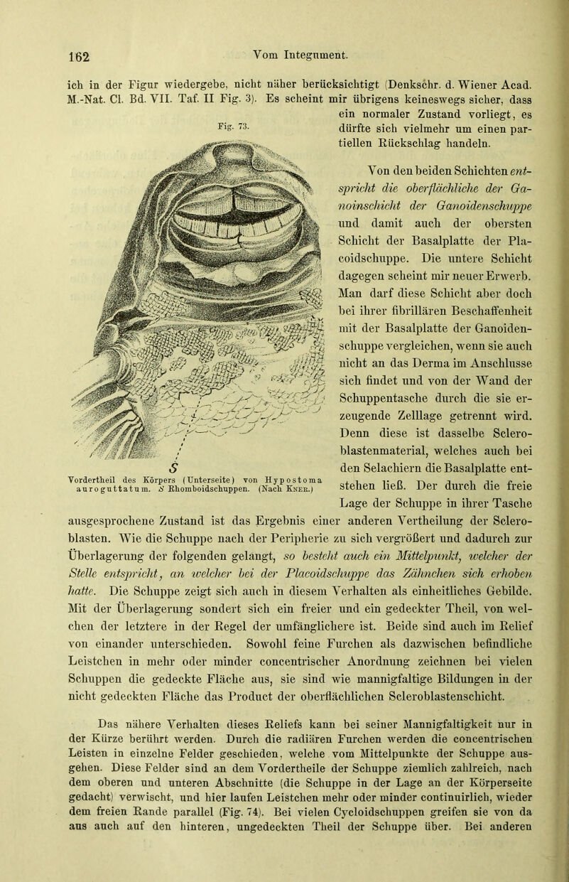 ich in der Figur wiedergebe, nicht näher berücksichtigt (Denkschr. d. Wiener Acad. M.-Nat. CI. Bd. VII. Taf. II Fig. 3). Es scheint mir übrigens keineswegs sicher, dass ein normaler Zustand vorliegt, es dürfte sich vielmehr um einen par- tiellen Rückschlag handeln. Von den beiden Schichten ent- spricht die oberflächliche der Ga- noinschicht der Ganoidenschuppe und damit auch der obersten Schicht der Basalplatte der Pla- coidschuppe. Die untere Schicht dagegen scheint mir neuer Erwerb. Man darf diese Schicht aber doch bei ihrer fibrillären Beschaffenheit mit der Basalplatte der Ganoiden- schuppe vergleichen, wenn sie auch nicht an das Derma im Anschlüsse sich findet und von der Wand der Schuppentasche durch die sie er- zeugende Zelllage getrennt wird. Denn diese ist dasselbe Sclero- blastenmaterial, welches auch bei den Selachiern die Basalplatte ent- stehen ließ. Der durch die freie Lage der Schuppe in ihrer Tasche ausgesprochene Zustand ist das Ergebnis einer anderen Vertheilung der Sclero- blasten. Wie die Schuppe nach der Peripherie zu sich vergrößert und dadurch zur Überlagerung der folgenden gelangt, so besteht auch ein Mittelpunkt, welcher der Stelle entspricht, an welcher bei der Placoidschuppe das Zähnchen sich erhoben hatte. Die Schuppe zeigt sich auch in diesem Verhalten als einheitliches Gebilde. Mit der Überlagerung sondert sich ein freier und ein gedeckter Theil, von wel- chen der letztere in der Regel der umfänglichere ist. Beide sind auch im Relief von einander unterschieden. Sowohl feine Furchen als dazwischen befindliche Leistchen in mehr oder minder concentrischer Anordnung zeichnen bei vielen Schuppen die gedeckte Fläche aus, sie sind wie mannigfaltige Bildungen in der nicht gedeckten Fläche das Product der oberflächlichen Scleroblastenschicht. Das nähere Verhalten dieses Reliefs kann bei seiner Mannigfaltigkeit nur in der Kürze berührt werden. Durch die radiären Furchen werden die concentrischen Leisten in einzelne Felder geschieden, welche vom Mittelpunkte der Schuppe aus- gehen. Diese Felder sind an dem Vordertheile der Schuppe ziemlich zahlreich, nach dem oberen und unteren Abschnitte (die Schuppe in der Lage an der Körperseite gedacht) verwischt, und hier laufen Leistchen mehr oder minder continuirlich, wieder dem freien Rande parallel (Fig. 74). Bei vielen Cycloidschuppen greifen sie von da aus auch auf den hinteren, ungedeckten Theil der Schuppe über. Bei anderen Fig. 73. Vordertheil des Körpers (Unterseite) von Hypostoma auro gu ttatu m. S Rliomboidschuppen. (Nach Knek.)