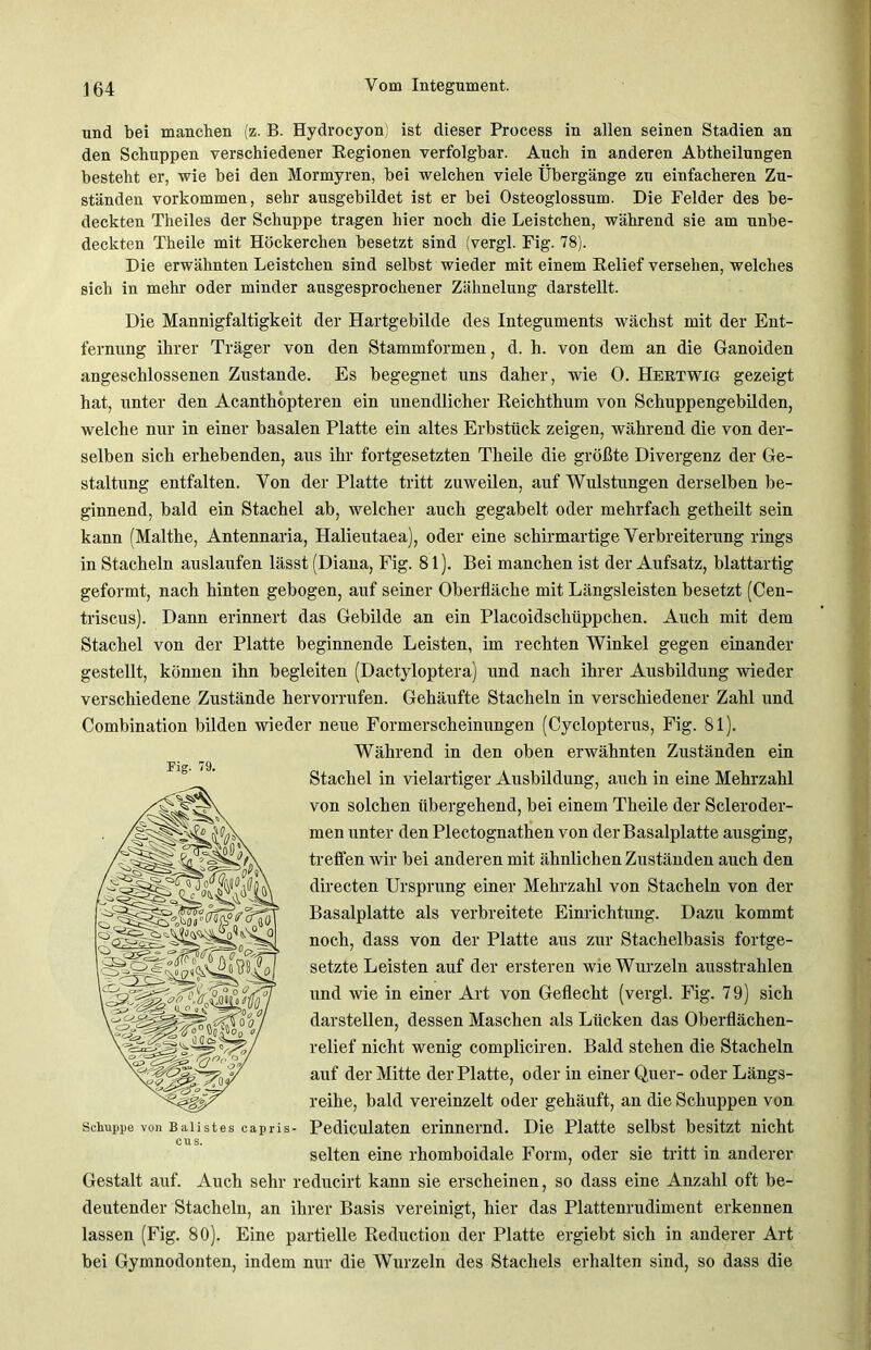 und bei manchen (z. B. Hydrocyon) ist dieser Process in allen seinen Stadien an den Schuppen verschiedener Regionen verfolgbar. Auch in anderen Abtheilungen besteht er, wie bei den Mormyren, bei welchen viele Übergänge zn einfacheren Zu- ständen Vorkommen, sehr ausgebildet ist er bei Osteoglossum. Die Felder des be- deckten Theiles der Schuppe tragen hier noch die Leistchen, während sie am unbe- deckten Theile mit Höckerchen besetzt sind (vergl. Fig. 78). Die erwähnten Leistchen sind selbst wieder mit einem Relief versehen, welches sich in mehr oder minder ausgesprochener Zähnelung darstellt. Fig. 70 Die Mannigfaltigkeit der Hartgebilde des Integuments wächst mit der Ent- fernung ihrer Träger von den Stammformen, d. h. von dem an die Ganoiden angeschlossenen Zustande. Es begegnet uns daher, wie 0. Hertwig gezeigt hat, unter den Acanthbpteren ein unendlicher Reichthum von Schuppengebilden, welche nur in einer basalen Platte ein altes Erbstück zeigen, während die von der- selben sich erhebenden, aus ihr fortgesetzten Theile die größte Divergenz der Ge- staltung entfalten. Von der Platte tritt zuweilen, auf Wulstungen derselben be- ginnend, bald ein Stachel ab, welcher auch gegabelt oder mehrfach getheilt sein kann (Malthe, Antennaria, Halieutaea), oder eine schirmartige Verbreiterung rings in Stacheln auslaufen lässt (Diana, Fig. 81). Bei manchen ist der Aufsatz, blattartig geformt, nach hinten gebogen, auf seiner Oberfläche mit Längsleisten besetzt (Cen- triscus). Dann erinnert das Gebilde an ein Placoidschüppchen. Auch mit dem Stachel von der Platte beginnende Leisten, im rechten Winkel gegen einander gestellt, können ihn begleiten (Dactyloptera) und nach ihrer Ausbildung wieder verschiedene Zustände hervorrufen. Gehäufte Stacheln in verschiedener Zahl und Combination bilden wieder neue Formerscheinungen (Cyclopterus, Fig. 81). Während in den oben erwähnten Zuständen ein Stachel in vielartiger Ausbildung, auch in eine Mehrzahl von solchen übergehend, bei einem Theile der Scleroder- men unter den Plectognathen von der Basalplatte ausging, treffen wir bei anderen mit ähnlichen Zuständen auch den directen Ursprung einer Mehrzahl von Stacheln von der Basalplatte als verbreitete Einrichtung. Dazu kommt noch, dass von der Platte aus zur Stachelbasis fortge- setzte Leisten auf der ersteren wie Wurzeln ausstrahlen und wie in einer Art von Geflecht (vergl. Fig. 79) sich darstellen, dessen Maschen als Lücken das Oberflächen- relief nicht wenig compliciren. Bald stehen die Stacheln auf der Mitte der Platte, oder in einer Quer- oder Längs- reihe, bald vereinzelt oder gehäuft, an die Schuppen von Pediculaten erinnernd. Die Platte selbst besitzt nicht cus. ... selten eine rhomboidale Form, oder sie tritt in anderer Gestalt auf. Auch sehr reducirt kann sie erscheinen, so dass eine Anzahl oft be- deutender Stacheln, an ihrer Basis vereinigt, hier das Plattenrudiment erkennen lassen (Fig. 80). Eine partielle Reduction der Platte ergiebt sich in anderer Art bei Gymnodonten, indem nur die Wurzeln des Stachels erhalten sind, so dass die