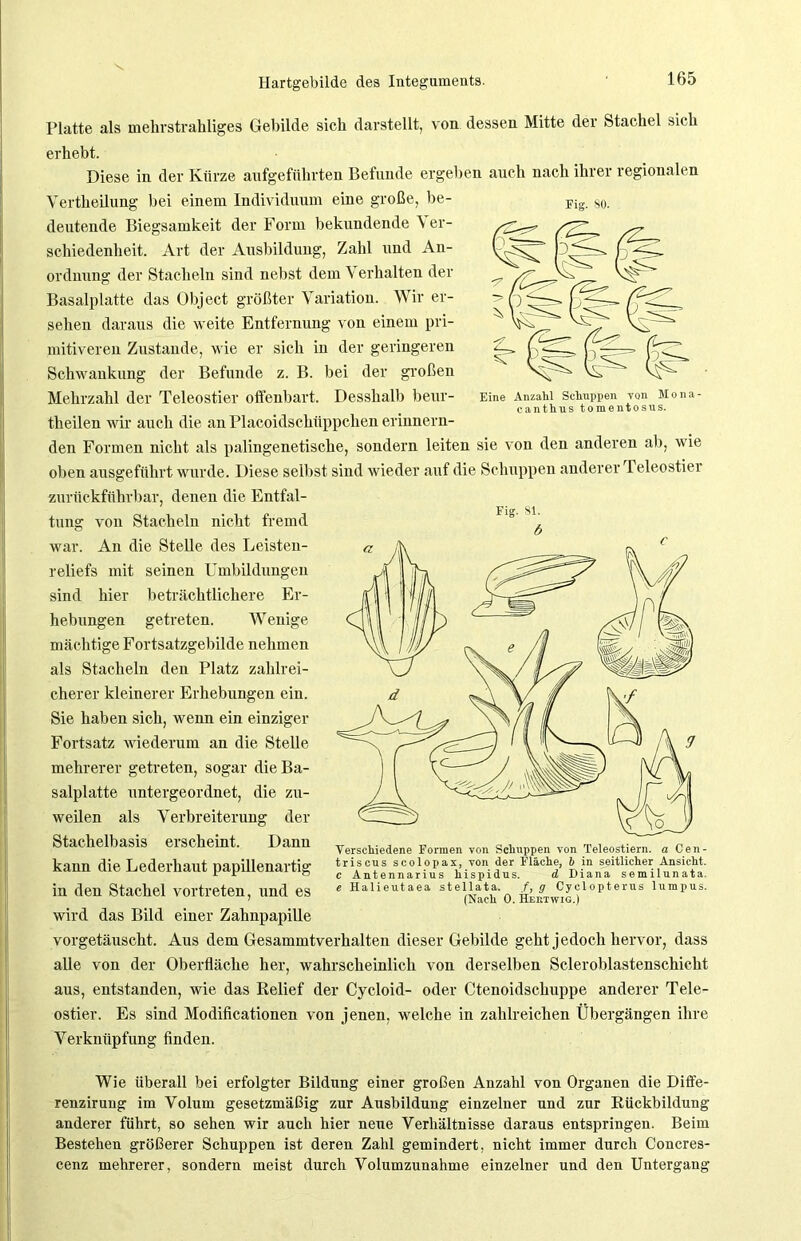Eine Anzahl Schuppen von Moni- canthus tomentosus. Fig. 81. Hartgebilde des Integuments. 165 Platte als mehrstrahliges Gebilde sich darstellt, von dessen Mitte der Stachel sich erhebt. Diese in der Kürze aufgeführten Befunde ergehen auch nach ihrer regionalen Vertheilung bei einem Individuum eine große, be- deutende Biegsamkeit der Form bekundende Ver- schiedenheit. Art der Ausbildung, Zahl und An- ordnung der Stacheln sind nebst dem Verhalten der Basalplatte das Object größter Variation. Wir er- sehen daraus die weite Entfernung von einem pri- mitiveren Zustande, wie er sich in der geringeren Schwankung der Befunde z. B. bei der großen Mehrzahl der Teleostier offenbart. Desshalb beur- theilen wir auch die an Placoidschüppchen erinnern- den Formen nicht als palingenetische, sondern leiten sie von den anderen ab, wie oben ausgeführt wurde. Diese selbst sind wieder auf die Schuppen anderer Teleostiei zurückführbar, denen die Entfal- tung von Stacheln nicht fremd war. An die Stelle des Leisten- reliefs mit seinen Umbildungen sind hier beträchtlichere Er- hebungen getreten. W enige mächtige Fortsatzgebilde nehmen als Stacheln den Platz zahlrei- cherer kleinerer Erhebungen ein. Sie haben sich, wenn ein einziger Fortsatz wiederum an die Stelle mehrerer getreten, sogar die Ba- salplatte untergeordnet, die zu- weilen als Verbreiterung der Stachelbasis erscheint. Dann kann die Lederhaut papillenartig in den Stachel vortreten, und es wird das Bild einer Zahnpapille vorgetäuscht. Aus dem Gesammtverhalten dieser Gebilde geht jedoch hervor, dass alle von der Oberfläche her, wahrscheinlich von derselben Scleroblastenschicht aus, entstanden, wie das Relief der Cycloid- oder Ctenoidschuppe anderer Tele- ostier. Es sind Modificationen von jenen, welche in zahlreichen Übergängen ihre Verknüpfung finden. Wie überall bei erfolgter Bildung einer großen Anzahl von Organen die Diffe- renzirung im Volum gesetzmäßig zur Ausbildung einzelner und zur Rückbildung anderer führt, so sehen wir auch hier neue Verhältnisse daraus entspringen. Beim Bestehen größerer Schuppen ist deren Zahl gemindert, nicht immer durch Concres- cenz mehrerer, sondern meist durch Volumzunahme einzelner und den Untergang Verschiedene Formen von Schuppen von Teleostiern, a Cen- triscus scolopax, von der Fläche, b in seitlicher Ansicht. c Antennarius hispidus. d Diana semilunata. e Halieutaea stellata. /, g Cyclopterus lumpus. (Nach 0. Heetwig.)
