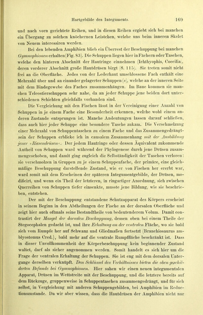 und nach vorn gerichtete Reihen, und in diesen Reihen ergiebt sich bei manchen ein Übergang zu solchen knöchernen Leistchen, welche uns beim inneren Skelet von Neuem interessiren werden. Bei den lebenden Amphibien blieb ein Überrest der Beschuppung bei manchen Gymnophionen erhalten (Fig. 83). Die Schuppen liegen hier in Fächern oder Taschen, welche den hinteren Abschnitt der Hautringe einnehmen (Ichthyophis, Coeciliaj, deren vorderer Abschnitt große Hautdrüsen birgt (S. 115). Sie treten somit nicht frei an die Oberfläche. Jedes von der Lederhaut umschlossene Fach enthält eine Mehrzahl über und an einander gelagerter Schuppen (5), welche an der inneren Seite mit dem Bindegewebe des Faches Zusammenhängen. Im Baue kommen sie man- chen Teleostierschuppen sehr nahe, da an jeder Schuppe jene beiden dort unter- schiedenen Schichten gleichfalls vorhanden sind. Die Vergleichung mit den Fischen lässt in der Vereinigung einer Anzahl von Schuppen in je einem Fache eine Besonderheit erkennen, welche wohl einem an- deren Zustande entsprungen ist. Manche Andeutungen lassen darauf schließen, dass auch hier jeder Schuppe eine besondere Tasche zukam. Die Verschmelzung einer Mehrzahl von Schuppentaschen zu einem Fache und das Zusammengedrängt- sein der Schuppen erblicke ich in causalem Zusammenhang mit der Ausbildung jener »Biesendrüsen«. Der jedem Hautringe oder dessen Äquivalent zukommende Antheil von Schuppen ward während der Phylogenese durch jene Drüsen zusam- mengeschoben, und damit ging zugleich die Selbständigkeit der Taschen verloren: sie verschmolzen in Gruppen zu je einem Schuppenfache, der primäre, eine gleich- mäßige Beschuppung darstellende Zustand, wie er von Fischen her ererbt war, ward somit mit dem Erscheinen der späteren Integumentgebilde, der Drüsen, mo- dificirt, und wenn ein Theil der letzteren, in ringartiger Anordnung, sich zwischen Querreihen von Schuppen tiefer einsenkte, musste jene Bildung, wie sie beschrie- ben, entstehen. Der mit der Beschuppung entstandene Schutzapparat des Körpers erscheint in seinem Beginn in den Abtheilungen der Fische an der dorsalen Oberfläche und zeigt hier auch oftmals seine Bestandtheile von bedeutenderem Volum. Damit con- trastirt der Mangel der dorsalen Beschuppung, dessen oben bei einem Theile der Stegocephalen gedacht ist, und ihre Erhaltung an der ventralen Fläche, wo sie bald sich vom Rumpfe her auf Schwanz und Gliedmaßen fortsetzt (Branchiosaurus am- blyostomus Cred.), bald mehr auf die ventrale Rumpffläche beschränkt ist. Dass in dieser Unvollkommenheit der Körperbeschuppung kein beginnender Zustand waltet, darf als sicher angenommen werden. Somit handelt es sich hier um die Frage der ventralen Erhaltung der Schuppen. Sie ist eng mit dem dorsalen Unter- gänge derselben verknüpft. Den Schlüssel des Verhältnisses bieten die oben geschil- derten Befunde bei Gymnophionen. Hier sahen wir einen neuen integumentalen Apparat, Drüsen im Wettstreite mit der Beschuppung, und die letztere bereits auf dem Rückzuge, gruppenweise in Schuppentaschen zusammengedrängt, und für sich selbst, in Vergleichung mit anderen Schuppengebilden, bei Amphibien im Reduc- tionszustande. Da wir aber wissen, dass die Hautdrüsen der Amphibien nicht nur