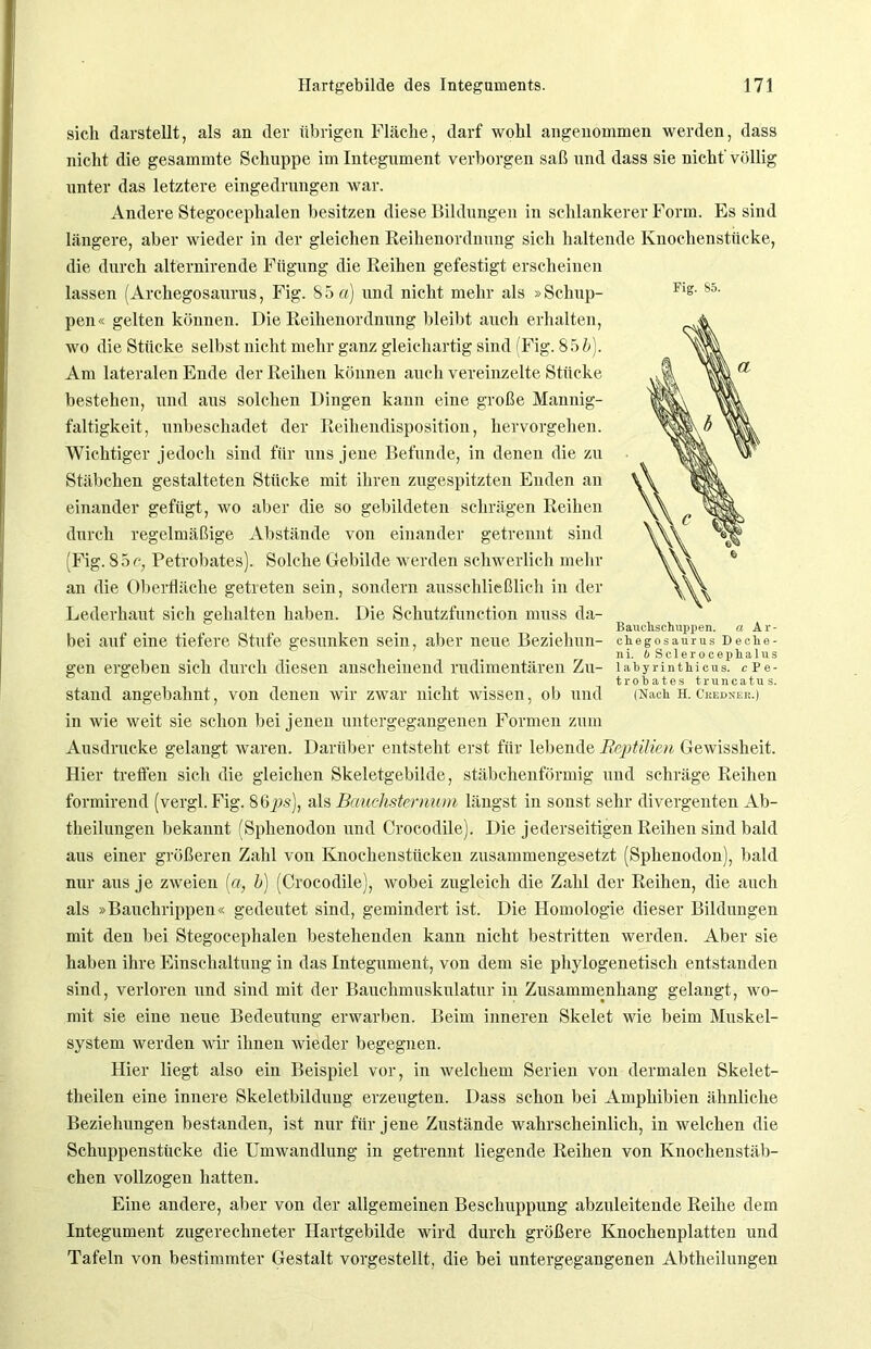 sich darstellt, als an der übrigen Fläche, darf wohl angenommen werden, dass nicht die gesammte Schuppe im Integument verborgen saß und dass sie nicht' völlig unter das letztere eingedrungen war. Andere Stegocephalen besitzen diese Bildungen in schlankerer Form. Es sind längere, aber wieder in der gleichen Reihenordnung sich haltende Knochenstücke, die durch alternirende Fügung die Reihen gefestigt erscheinen lassen (Archegosaurus, Fig. 85«) und nicht mehr als »Schup- pen« gelten können. Die Reihenordnung bleibt auch erhalten, wo die Stücke selbst nicht mehr ganz gleichartig sind Fig. 856). Am lateralen Ende der Reihen können auch vereinzelte Stücke bestehen, und aus solchen Dingen kann eine große Mannig- faltigkeit, unbeschadet der Reihendisposition, hervorgehen. Wichtiger jedoch sind für uns jene Befunde, in denen die zu Stäbchen gestalteten Stücke mit ihren zugespitzten Enden an einander gefügt, wo aber die so gebildeten schrägen Reihen durch regelmäßige Abstände von einander getrennt sind (Fig. 85 c, Petrobates). Solche Gebilde werden schwerlich mehr an die Oberfläche getreten sein, sondern ausschließlich in der Lederhaut sich gehalten haben. Die Schutzfunction muss da- Baiichschuppen. a Ar- bei auf eine tiefere Stufe gesunken sein, aber neue Bezielnm- ctegosaurus Deche- ni. ftScleroceplialus gen ergeben sich durch diesen anscheinend rudimentären Zu- latyrinthicus. c Pe- trobates truneatus. stand angebahnt, von denen wir zwar nicht wissen, ob und (Nach h. Credner.) in Avie weit sie schon bei jenen untergegangenen Formen zum Ausdrucke gelangt waren. Darüber entsteht erst für lebende Reptilien GeAvissheit. Hier treffen sich die gleichen Skeletgebilde, stäbchenförmig und schräge Reihen formirend (vergl. Fig. 86ps), als Bauchsternum längst in sonst sehr divergenten Ab- theilungen bekannt (Sphenodon und Crocodile). Die jederseitigen Reihen sind bald aus einer größeren Zahl von Knochenstücken zusammengesetzt (Sphenodon), bald nur aus je zAveien (a, b) (Crocodile), Avobei zugleich die Zahl der Reihen, die auch als »Bauchrippen« gedeutet sind, gemindert ist. Die Homologie dieser Bildungen mit den bei Stegocephalen bestehenden kann nicht bestritten werden. Aber sie haben ihre Einschaltung in das Integument, von dem sie phylogenetisch entstanden sind, verloren und sind mit der Bauchmuskulatur in Zusammenhang gelangt, wo- mit sie eine neue Bedeutung erwarben. Beim inneren Skelet Avie beim Muskel- system Averden Avir ihnen wieder begegnen. Hier liegt also ein Beispiel vor, in welchem Serien von dermalen Skelet- theilen eine innere Skeletbildung erzeugten. Dass schon bei Amphibien ähnliche Beziehungen bestanden, ist nur für jene Zustände wahrscheinlich, in welchen die Schuppenstheke die UmAvandlung in getrennt liegende Reihen von Knochenstäb- chen vollzogen hatten. Eine andere, aber von der allgemeinen Bescliuppung abzuleitende Reihe dem Integument zugerechneter Hartgebilde wird durch größere Knochenplatten und Tafeln von bestimmter Gestalt vorgestellt, die bei untergegangenen Abtheilungen