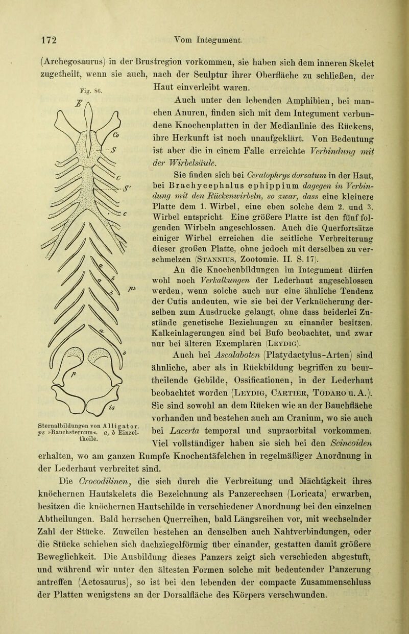 (Archegosaurus) in der Brustregion Vorkommen, sie haben sich dem inneren Skelet zugetheilt, wenn sie auch, nach der Sculptur ihrer Oberfläche zu schließen, der Haut einverleibt waren. Auch unter den lebenden Amphibien, bei man- chen Anuren, finden sich mit dem Integument verbun- dene Knochenplatten in der Medianlinie des Kückens, ihre Herkunft ist noch unaufgeklärt. Von Bedeutung ist aber die in einem Falle erreichte Verbindung mit der Wirbelsäule. Sie finden sich bei Geratophrys dorsatum in der Haut, bei Brachycephalus ephippium dagegen in Verbin- dung mit den Rückenwirbeln, so zwar, dass eine kleinere Platte dem 1. Wirbel, eine eben solche dem 2. und 3. Wirbel entspricht. Eine größere Platte ist den fünf fol- genden Wirbeln angeschlossen. Auch die Querfortsätze einiger Wirbel erreichen die seitliche Verbreiterung dieser großen Platte, ohne jedoch mit derselben zu ver- schmelzen (Stannius, Zootomie. II. S. 17). An die Knochenbildungen im Integument dürfen wohl noch Verkalkungen der Lederhaut angeschlossen werden, wenn solche auch nur eine ähnliche Tendenz der Cutis andeuten, wie sie bei der Verknöcherung der- selben zum Ausdrucke gelangt, ohne dass beiderlei Zu- stände genetische Beziehungen zu einander besitzen. Kalkeinlagerungen sind bei Bufo beobachtet, und zwar nur bei älteren Exemplaren (Leydig). Auch bei Ascalaboten (Platydactylus-Arten) sind ähnliche, aber als in Rückbildung begriffen zu beur- theilende Gebilde, Ossificationen, in der Lederhaut beobachtet worden (Leydig, Cartier, Todarou.A.). Sie sind sowohl an dem Rücken wie an der Bauchfläche vorhanden und bestehen auch am Cranium, wo sie auch bei Lacerta temporal und supraorbital Vorkommen. Viel vollständiger haben sie sich bei den Scmcoiden erhalten, wo am ganzen Rumpfe Knochentäfelchen in regelmäßiger Anordnung in der Lederhaut verbreitet sind. Die Crocodilinen, die sich durch die Verbreitung und Mächtigkeit ihres knöchernen Hautskelets die Bezeichnung als Panzerechsen (Loricata) erwarben, besitzen die knöchernen Hautschilde in verschiedener Anordnung bei den einzelnen Abtheilungen. Bald herrschen Querreihen, bald Längsreihen vor, mit wechselnder Zahl der Stücke. Zuweilen bestehen an denselben auch Nahtverbin düngen, oder die Stücke schieben sich dachziegelförmig über einander, gestatten damit größere Beweglichkeit. Die Ausbildung dieses Panzers zeigt sich verschieden abgestuft, und während wir unter den ältesten Formen solche mit bedeutender Panzerung antreffen (Aetosaurus), so ist bei den lebenden der compacte Zusammenschluss der Platten wenigstens an der Dorsalfläche des Körpers verschwunden. Fig. 86. Sternalbildungen von Alligator. ps »Bauchsternum«. a, 6 Einzel- tlieile.