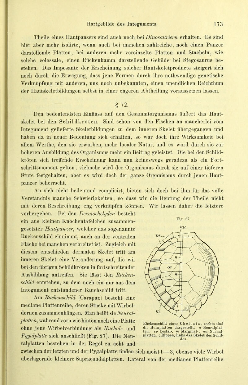 Theile eines Hautpanzers sind auch noch bei Dinosauriern erhalten. Es sind hier aber mehr isolirte, wenn auch bei manchen zahlreiche, noch einen Panzer darstellende Platten, bei anderen mehr vereinzelte Platten und Stacheln, wie solche colossale, einen Rückenkamm darstellende Gebilde bei Stegosaurus be- stehen. Das Imposante der Erscheinung solcher Hautskeletproducte steigert sich noch durch die Erwägung, dass jene Formen durch ihre nothwendige genetische Verknüpfung mit anderen, uns noch unbekannten, einen unendlichen Reichthum der Hautskeletbildungen selbst in einer engeren Abtheilung voraussetzen lassen. §72. Den bedeutendsten Einfluss auf den Gesammtorganismus äußert das Haut- skelet bei den Schildkröten. Sind schon von den Fischen an mancherlei vom Integument gelieferte Skeletbildungen zu dem inneren Skelet übergegangen und haben da in neuer Bedeutung sich erhalten, so war doch ihre Wirksamkeit bei allem Werthe, den sie erwarben, mehr localer Natur, und es ward durch sie zur höheren Ausbildung des Organismus mehr eiu Beitrag geleistet. Die bei deu Schild- kröten sieh treffende Erscheinung kann nun keineswegs geradezu als eiu Fort- schrittsmoment gelten, vielmehr wird der Organismus durch sie auf einer tieferen Stufe festgehalten, aber es wird doch der ganze Organismus durch jenen Haut- panzer beherrscht. An sich nicht bedeutend complicirt, bieten sich doch bei ihm für das volle Verständnis manche Schwierigkeiten, so dass wir die Deutung der Theile nicht mit deren Beschreibung eng verknüpfen können. Wir lassen daher die letztere vorhergehen. Bei den Dermochelyden besteht ein aus kleinen Knochentäfelchen zusammen- gesetzter Hautpanzer, welcher das sogenannte Rückenschild einnimmt, auch an der ventralen Fläche bei manchen verbreitet ist. Zugleich mit diesem entschieden dermalen Skelet tritt am inneren Skelet eine Veränderung auf, die wir bei den übrigen Schildkröten in fortschreitender Ausbildung antreffen. Sie lässt den Rücken- schild entstehen, zu dem noch ein mir aus dem Integument entstandener Bauchschild tritt. Am Rückenschild (Carapax) besteht eine mediane Plattenreihe, deren Stücke mit Wirbel- dornen Zusammenhängen. Man heißt sie Neural- platten, während vorn wie hinten noch eine Platte ohne jene Wirbelverbindung als Nuchal- und Pygalplatte sich anschließt (Fig. 87). Die Neu- ralplatten bestehen in der Regel zu acht und zwischen der letzten und der Pygalplatte finden sich meist 1—3, ebenso viele Wirbel überlagernde kleinere Supracaudalplatten. Lateral von der medianen Plattenreihe Fig. 87. Rückenschild einer Chelonia, rechts sind die Hornplatten dargestellt, n Nenralplat- ten. co Costal-, m Marginal-, nu Nuchal- platten. c Rippen, links das Skelet des Schil- des.