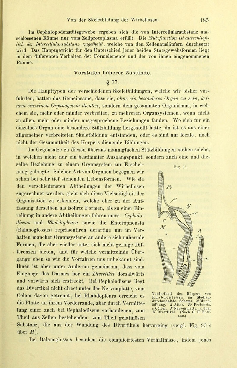 Fig. 93. Im Cephalopodenstützgewebe ergeben sich die von Intercellularsubstanz um- schlossenen Räume nur vom Zellprotoplasma erfüllt. Die Stützfunction ist ausschließ- lich der Intercellularsubstanz zaget heilt, welche von den Zellenausläufern durchsetzt wird. Das Hauptgewicht für den Unterschied jener beiden Stützgewebsformen liegt in dem differenten Verhalten der Formelemente und der von ihnen eingenommenen Räume. Vorstufen höherer Zustände. § 77. Die Haupttypen der verschiedenen Skeletbildungen, welche wir bisher vor- führten, hatten das Gemeinsame, dass sie, ohne ein besonderes Organ zu sein, kei- nem einzelnen Organsystem dienten, sondern dem gesammten Organismus, in wel- chem sie, mehr oder minder verbreitet, zu mehreren Organsystemen, wenn nicht zu allen, mehr oder minder ausgesprochene Beziehungen fanden. Wo sich für ein einzelnes Organ eine besondere Stützbildung hergestellt hatte, da ist es aus einer allgemeiner verbreiteten Skeletbildung entstanden, oder es sind nur locale, noch nicht der Gesammtheit des Körpers dienende Bildungen. Im Gegensätze zu diesen überaus mannigfachen Stützbildungen stehen solche, in welchen nicht nur ein bestimmter Ausgangspunkt, sondern auch eine und die- selbe Beziehung zu einem Organsystem zur Erschei- nung gelangte. Solcher Art von Organen begegnen wir schon bei sehr tief stehenden Lebensformen. Wie sie den verschiedensten Abtheilungen der Wirbellosen zugerechnet werden, giebt sich diese Vielseitigkeit der Organisation zu erkennen, welche eher zu der Auf- fassung derselben als isolirte Formen, als zu einer Ein- reihung in andere Abtheilungen führen muss. Ceplmlo- discus und JRhabdopleura sowie die Enteropneusta (Balanoglossus) repräsentiren derartige nur im Ver- halten mancher Organsysteme an andere sich nähernde Formen, die aber wieder unter sich nicht geringe Dif- ferenzen bieten, und für welche vermittelnde Über- gänge eben so wie die Vorfahren uns unbekannt sind. Ihnen ist aber unter Anderem gemeinsam, dass vom Eingänge des Darmes her ein Divertikel dorsalwärts und vorwärts sich erstreckt. Bei Cephalodiscus liegt das Divertikel nicht direct unter der Nervenplatte, vom Cölom davon getrennt, bei Rhabdopleura erreicht es die Platte an ihrem Vorderrande, aber durch Vermitte- lung einer auch hei Cephalodiscus vorhandenen, zum Theil aus Zellen bestehenden, zum Theil gelatinösen Substanz, die aus der Wandung des Divertikels hervorging (vergl. Fig. 93 c über M). Bei Balanoglossus bestehen die complicirtesten Verhältnisse, indem jenes Vordertlieil des Körpers von Rhabdopleura im Hedian- durchschnitte. Schema. M Mund- öffnung. A After. Pr Proboscis. c Cölom. A'Nervenplatte. c über Al Divertikel. (Nach G. H. Fow- LEK.)