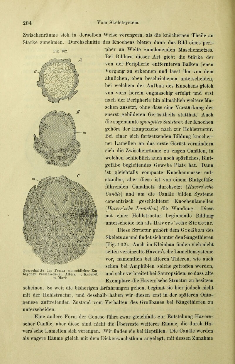 Fig. 102. Zwischenräume sich in derselben Weise verengern, als die knöchernen Theile an Stärke zunehmen. Durchschnitte des Knochens bieten dann das Bild eines peri- pher an Weite zunehmenden Maschennetzes. Bei Bildern dieser Art giebt die Stärke der von der Peripherie entfernteren Balken jenen Vorgang zu erkennen und lässt ihn von dem ähnlichen, oben beschriebenen unterscheiden, bei welchem der Aufbau des Knochens gleich von vorn herein engmaschig erfolgt und erst nach der Peripherie hin allmählich weitere Ma- schen ansetzt, ohne dass eine Verstärkung des zuerst gebildeten Gerüsttheils statthat.' Auch die sogenannte spongiöse Substanz der Knochen gehört der Hauptsache nach zur Hohlstructur. Bei einer sich fortsetzenden Bildung knöcher- ner Lamellen an das erste Gerüst vermindern sich die Zwischenräume zu engen Canälen, in welchen schließlich auch noch spärliches, Blut- gefäße begleitendes Gewebe Platz hat. Dann ist gleichfalls compacte Knochenmasse ent- standen, aber diese ist von einem Blutgefäße führenden Canalnetz durchsetzt [Hävers’sehe Canäle) und um die Canäle bilden Systeme concentrisch geschichteter Knochenlamellen [Ilavers’sehe Lamellen) die Wandung. Diese mit einer Hohlstructur beginnende Bildung unterscheide ich als Hävers'sehe Structur. Diese Structur gehört dem Großbau des Skelets an und findet sich unter denSäugethieren (Fig. 102). Auch im Kleinbau finden sich nicht selten vereinzelte Havers’sche Lamellensysteme vor, namentlich bei älteren Thieren, wie auch schon bei Amphibien solche getroffen werden, und sehr verbreitet bei Sauropsiden, so dass alte Exemplare die Havers’sche Structur zu besitzen scheinen. So weit die bisherigen Erfahrungen gehen, beginnt sie hier jedoch nicht mit der Hohlstructur, und desshalb haben wir diesen erst in der späteren Onto- genese auftretenden Zustand vom Verhalten des Großbaues bei Säugethieren zu unterscheiden. Eine andere Form der Genese führt zwar gleichfalls zur Entstehung Havers- scher Canäle, aber diese sind nicht die Überreste weiterer Räume, die durch Ha- vers’sche Lamellen sich verengen. Wir finden sie bei Reptilien. Die Canäle werden als engere Räume gleich mit dem Dickenwachsthum angelegt, mit dessen Zunahme Querschnitte des Femur menschlicher Em- bryonen verschiedenen Alters, c Knorpel. m Mark.