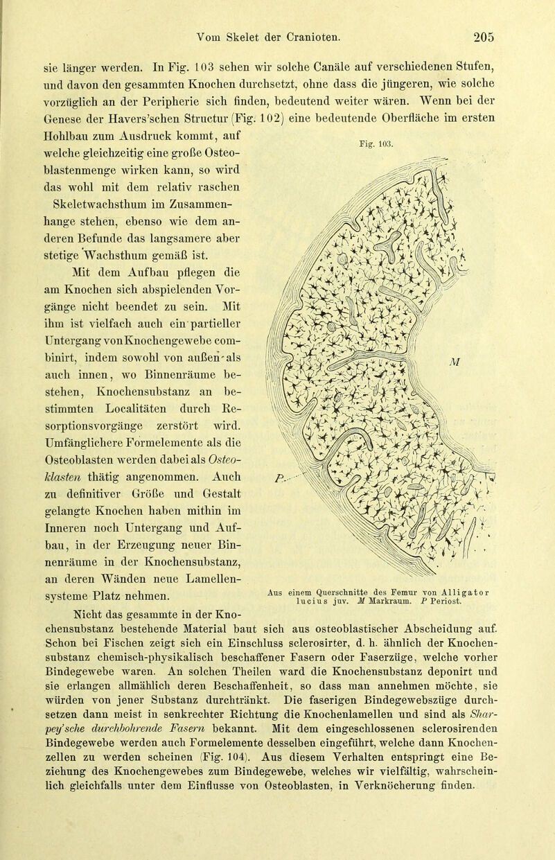 sie länger werden. In Fig. 103 sehen wir solche Canäle auf verschiedenen Stufen, und davon den gesammten Knochen durchsetzt, ohne dass die jüngeren, wie solche vorzüglich an der Peripherie sich finden, bedeutend weiter wären. Wenn bei der Genese der Havers’schen Structur (Fig. 102) eine bedeutende Oberfläche im ersten Hohlbau zum Ausdruck kommt, auf welche gleichzeitig eine große Osteo- blastenmenge wirken kann, so wird das wohl mit dem relativ raschen Skeletwachsthum im Zusammen- hänge stehen, ebenso wie dem an- deren Befunde das langsamere aber stetige Wachsthum gemäß ist. Mit dem Aufbau pflegen die am Knochen sich abspielenden Vor- gänge nicht beendet zu sein. Mit ihm ist vielfach auch ein partieller Untergang vonKnochengewebe com- binirt, indem sowohl von außen-als auch innen, wo Binnenräume be- stehen, Knochensubstanz an be- stimmten Localitäten durch Re- sorptionsvorgänge zerstört wird. Umfänglichere Formelemente als die Osteoblasten werden dabei als Osteo- klasten thätig angenommen. Auch zu definitiver Größe und Gestalt gelangte Knochen haben mithin im Inneren noch Untergang und Auf- bau, in der Erzeugung neuer Bin- nenräume in der Knochensubstanz, an deren Wänden neue Lamellen- systeme Platz nehmen. Nicht das gesammte in der Kno- chensubstanz bestehende Material baut sich aus osteoblastischer Abscheidung auf. Schon bei Fischen zeigt sich ein Einschluss sclerosirter, d. h. ähnlich der Knochen- substanz chemisch-physikalisch beschaffener Fasern oder Faserzüge, welche vorher Bindegewebe waren. An solchen Theilen ward die Knochensubstanz deponirt und sie erlangen allmählich deren Beschaffenheit, so dass man annehmen möchte, sie würden von jener Substanz durchtränkt. Die faserigen Bindegewebszüge durch- setzen dann meist in senkrechter Richtung die Knochenlamellen und sind als Shar- pey’sche durchbohrende Fasern bekannt. Mit dem eingeschlossenen sclerosirenden Bindegewebe werden auch Formelemente desselben eingeführt, welche dann Knochen- zellen zu werden scheinen (Fig. 104). Aus diesem Verhalten entspringt eine Be- ziehung des Knochengewebes zum Bindegewebe, welches wir vielfältig, wahrschein- lich gleichfalls unter dem Einflüsse von Osteoblasten, in Verknöcherung finden. Fig. 103. Aus einem Querschnitte des Femur von Alligator lucius juv. M Markraum. P Periost.