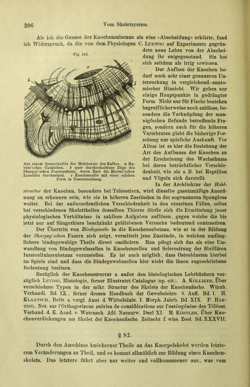 Fig. 104. Als ich die Genese der Kuockensubstanz als eine »Abscheidung« erklärte, fand ich Widerspruch, da die von dem Physiologen C. Ludwig auf Experimente gegrün- dete neue Lehre von der Abschei- dung ihr entgegenstand. Sie hat sich seitdem als irrig erwiesen. Der Aufbau der Knochen be- darf noch sehr einer genaueren Un- tersuchung in vergleichend-anato- mischer Hinsicht. Wir geben nur einige Hauptpunkte in gedrängter Form. Nicht nur für Fische bestehen begreiflicherweise noch zahllose, be- sonders die Verknüpfung der man- nigfachen Befunde betreifende Fra- gen, sondern auch für die höheren Vertebraten giebt die bisherige For- schung nur spärliche Auskunft. Vor Allem ist es hier die Beziehung der Art des Aufbaues der Knochen zu der Erscheinung des Wachsthums bei deren beträchtlicher Verschie- denheit, wie sie z. B. bei Eeptilien und Vögeln sich darstellt. In der Architektur der Hohl- structur der Knochen, besonders bei Teleostiern, wird dieselbe gesetzmäßige Anord- nung zu erkennen sein, wie sie in höheren Zuständen in der sogenannten Spongiosa waltet. Bei der außerordentlichen Verschiedenheit in den einzelnen Fällen, selbst bei verschiedenen Skelettheilen desselben Thieres dürfte sich die Ermittelung jener physiologischen Verhältnisse in zahllose Aufgaben auflösen, gegen welche die bis jetzt nur auf Säugethiere beschränkt gebliebenen Versuche bedeutend contrastiren. Der Übertritt von Bindegewebe in die Knochensubstanz, wie er in der Bildung der Sharpey’sehen Fasern sich zeigt, vermittelt jene Zustände, in welchen umfäng- lichere bindegewebige Theile direct ossificiren. Man pflegt sich das als eine Um- wandlung von Bindegewebszellen in Knochenzellen und Sclerosirung der fibrillären Intercellularsubstanz vorzustellen. Es ist auch möglich, dass Osteoblasten hierbei im Spiele sind und dass die Bindegewebszellen hier nicht die ihnen zugeschriebene Bedeutung besitzen. Bezüglich der Knochenstructur s. außer den histologischen Lehrbüchern vor- züglich Leydig, Histologie, ferner Ulustratet Catalogue (op. cit.). A. Kölliker, Über verschiedene Typen in der mikr. Structur des Skelets der Knochenfische. Würzb. Verhandl. Bd. IX., ferner dessen Handbuch der Gewebelehre. 6. Aufl. Bd. 1. H. Klaatsch, Beitr. z. vergl. Anat. d. Wirbelsäule. I. Morph. Jahrb. Bd. XIX. P. Har- ting, Not. sur l’Orthagoriscus suivies de considerations sur l’osteogenese des Teleost. Verhand. d. K. Acad. v. Wetensch. Afd. Natuurw. Deel XI. M. Köstler, Über Kno- chenverdickungen am Skelet der Knochenfische. Zeitschr. f. wiss. Zool. Bd. XXXVII. Aus einem Querschnitte des Metatarsus des Kalbes, a Ha- vers’sches Canälchen. b quer durchschnittene Züge des Sharpey’schen Fasersystems, deren Rest die Havers’schen Lamellen durchsetzen. c Knochenzelle mit einer solchen Form in Zusammenhang. §82. Durch den Anschluss knöcherner Theile an das Knorpelskelet werden letzte- rem Veränderungen zu Theil, und es kommt allmählich zur Bildung eines Knochen- skelets. Das letztere führt aber nur weiter und vollkommnener aus, was vom