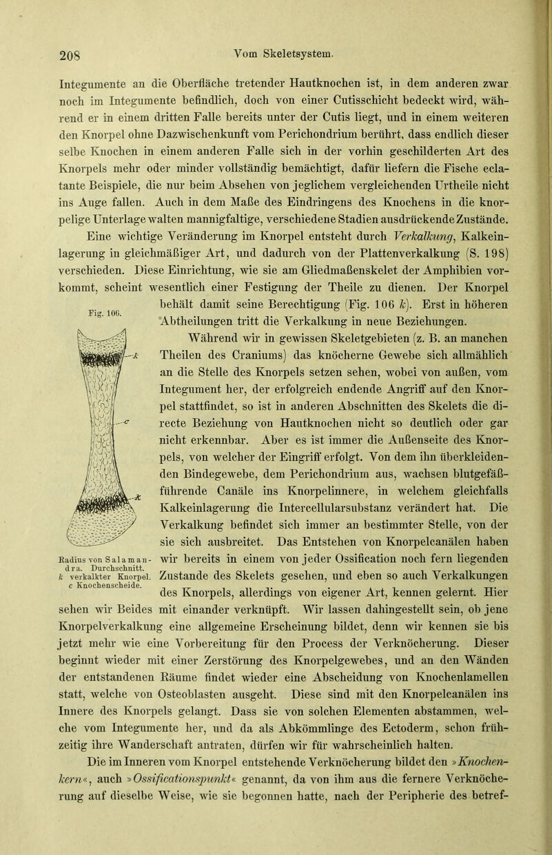 Integumente an die Oberfläche tretender Hautknochen ist, in dem anderen zwar noch im Integumente befindlich, doch von einer Cutisschicht bedeckt wird, wäh- rend er in einem dritten Falle bereits unter der Cutis liegt, und in einem weiteren den Knorpel ohne Dazwischenkunft vom Perichondrium berührt, dass endlich dieser selbe Knochen in einem anderen Falle sich in der vorhin geschilderten Art des Knorpels mehr oder minder vollständig bemächtigt, dafür liefern die Fische ecla- tante Beispiele, die nur beim Absehen von jeglichem vergleichenden Urtheile nicht ins Auge fallen. Auch in dem Maße des Eindringens des Knochens in die knor- pelige Unterlage walten mannigfaltige, verschiedene Stadien ausdrückende Zustände. Eine wichtige Veränderung im Knorpel entsteht durch Verkalkung, Kalkein- lagerung iu gleichmäßiger Art, und dadurch von der Plattenverkalkung (S. 198) verschieden. Diese Einrichtung, wie sie am Gliedmaßenskelet der Amphibien vor- kommt, scheint wesentlich einer Festigung der Theile zu dienen. Der Knorpel behält damit seine Berechtigung (Fig. 106 k). Erst in höheren Abtheilungen tritt die Verkalkung in neue Beziehungen. Während wir in gewissen Skeletgebieten (z. B. an manchen Theilen des Craniums) das knöcherne Gewebe sich allmählich an die Stelle des Knorpels setzen sehen, wobei von außen, vom Integument her, der erfolgreich endende Angriff auf den Knor- pel stattfindet, so ist in anderen Abschnitten des Skelets die di- recte Beziehung von Hautknochen nicht so deutlich oder gar nicht erkennbar. Aber es ist immer die Außenseite des Knor- pels, von welcher der Eingriff erfolgt. Von dem ihn überkleiden- den Bindegewebe, dem Perichondrium aus, wachsen blutgefäß- führende Canäle ins Knorpelinnere, in welchem gleichfalls Kalkeinlagerung die Intercellularsubstanz verändert hat. Die Verkalkung befindet sich immer an bestimmter Stelle, von der sie sich ausbreitet. Das Entstehen von Knorpelcanälen haben wir bereits in einem von jeder Ossification noch fern liegenden k 'verkalkter” Kn«rpe). Zustande des Skelets gesehen, und eben so auch Verkalkungen des Knorpels, allerdings von eigener Art, kennen gelernt. Hier sehen wir Beides mit einander verknüpft. Wir lassen dahingestellt sein, ob jene Knorpelverkalkung eine allgemeine Erscheinung bildet, denn wir kennen sie bis jetzt mehr wie eine Vorbereitung für den Process der Verknöcherung. Dieser beginnt wieder mit einer Zerstörung des Knorpelgewebes, und an den Wänden der entstandenen Räume findet wieder eine Abscheidung von Knochenlamellen statt, welche von Osteoblasten ausgeht. Diese sind mit den Knorpelcanälen ins Innere des Knorpels gelangt. Dass sie von solchen Elementen abstammen, wel- che vom Integumente her, und da als Abkömmlinge des Ectoderm, schon früh- zeitig ihre Wanderschaft antraten, dürfen wir für wahrscheinlich halten. Die im Inneren vom Knorpel entstehende Verknöcherung bildet den »Knochen- kern«, auch »Ossificationspunkt« genannt, da von ihm aus die fernere Verknöche- rung auf dieselbe Weise, wie sie begonnen hatte, nach der Peripherie des betref- Fig. IOC. flra.. T)n r r*/h so.Vm i kt,.