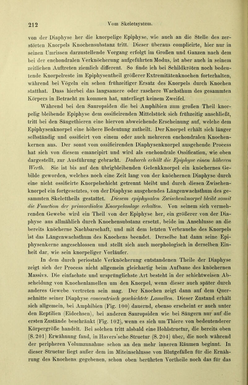 von der Diaphyse her die knorpelige Epiphyse, wie auch an die Stelle des zer- störten Knorpels Knochensubstanz tritt. Dieser überaus complicirte, hier nur in seinen Umrissen darzustellende Vorgang erfolgt im Großen und Ganzen nach dem bei der enchondralen Verknöcherung aufgeführten Modus, ist aber auch in seinem zeitlichen Auftreten ziemlich different. So finde ich bei Schildkröten noch bedeu- tende Knorpelreste im Epipliysentheil größerer Extremitätenknochen forterhalten, während bei Vögeln ein schon frühzeitiger Ersatz des Knorpels durch Knochen statthat. Dass hierbei das langsamere oder raschere Wachsthum des gesammten Körpers in Betracht zu kommen hat, unterliegt keinem Zweifel. Während bei den Sauropsiden die bei Amphibien zum großen Theil knor- pelig bleibende Epiphyse dem ossifieirenden Mittelstück sich frühzeitig anschließt, tritt bei den Säugethieren eine hiervon abweichende Erscheinung auf, welche dem Epiphysenknorpel eine höhere Bedeutung zutheilt. Der Knorpel erhält sich länger selbständig und ossificirt von einem oder auch mehreren enchondralen Knochen- kernen aus. Der sonst vom ossifieirenden Diaphysenknorpel ausgehende Process hat sich von diesem emancipirt und wird als enchondrale Ossification, wie oben dargestellt, zur Ausführung gebracht. Dadurch erhält die Epiphyse einen höheren Werth. Sie ist bis auf den übrigbleibenden Gelenkknorpel ein knöchernes Ge- bilde geworden, welches noch eine Zeit lang von der knöchernen Diaphyse durch eine nicht ossificirte Knorpelschicht getrennt bleibt und durch diesen Zwischen- knorpel ein fortgesetztes, von der Diaphyse ausgehendes Längenwachsthum des ge- sammten Skelettheils gestattet. Diesem epiphysalen Zwischenknorpel bleibt somit die Function der primordialen Knorpelanlage erhalten. Von seinem sich vermeh- renden Gewebe wird ein Theil von der Epiphyse her, ein größerer von der Dia- physe aus allmählich durch Ivuochensubstanz ersetzt, beide im Anschlüsse an die bereits knöcherne Nachbarschaft, und mit dem letzten Verbrauche des Knorpels ist das Längenwachsthum des Knochens beendet. Derselbe hat dann seine Epi- physenkerne angeschlossen und stellt sich auch morphologisch in derselben Ein- heit dar, wie sein knorpeliger Vorläufer. In dem durch periostale Verknöcherung entstandenen Theile der Diaphyse zeigt sich der Process nicht allgemein gleichartig beim Aufbaue des knöchernen Massivs. Die einfachste und ursprünglichste Art besteht in der schichtweisen Ab- scheidnng von Knochenlamellen um den Knorpel, wenn dieser auch später durch anderes Gewebe vertreten sein mag. Der Knochen zeigt dann auf dem Quer- schnitte seiner Diaphyse concentrisch geschichtete Lamellen. Dieser Zustand erhält sich allgemein, bei Amphibien (Fig. 100) dauernd, ebenso erscheint er auch unter den Reptilien (Eidechsen), bei anderen Sauropsiden wie bei Säugern nur auf die ersten Zustände beschränkt (Fig. 102), wenn es sich umThiere von bedeutenderer Körpergröße handelt. Bei solchen tritt alsbald eine Hohlstructur, die bereits oben (S. 201) Erwähnung fand, in Havers’sche Structur (S. 204) über, die noch während der peripheren Volumzunahme schon an den mehr inneren Räumen beginnt. In dieser Structur liegt außer dem im Miteinschlusse von Blutgefäßen für die Ernäh- rung des Knochens gegebenen, schon oben berührten Vortheile noch das für das