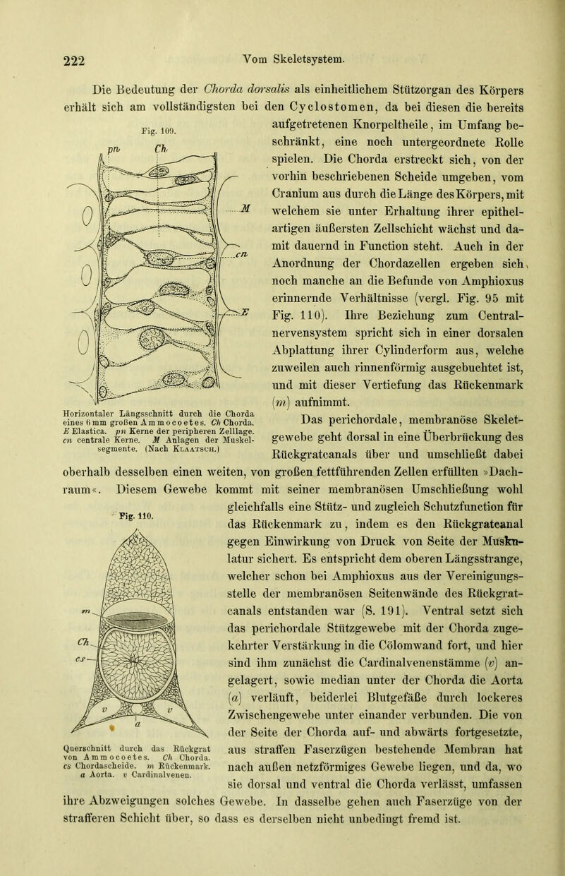 Fig. 109. Die Bedeutung der Chorda dorsalis als einheitlichem Stützorgan des Körpers erhält sich am vollständigsten bei den Cyclostomen, da bei diesen die bereits aufgetretenen Knorpeltheile, im Umfang be- schränkt, eine noch untergeordnete Rolle spielen. Die Chorda erstreckt sich, von der vorhin beschriebenen Scheide umgeben, vom Cranium aus durch die Länge des Körpers, mit welchem sie unter Erhaltung ihrer epithel- artigen äußersten Zellschicht wächst und da- mit dauernd in Function steht. Auch in der Anordnung der Chordazellen ergeben sich, noch manche an die Befunde von Amphioxus erinnernde Verhältnisse (vergl. Fig. 95 mit Fig. 110). Ihre Beziehung zum Central- nervensystem spricht sich in einer dorsalen Abplattung ihrer Cylinderform aus, welche zuweilen auch rinnenförmig ausgebuchtet ist, und mit dieser Vertiefung das Rückenmark [m] aufnimmt. Das perichordale, membranöse Skelet- gewebe geht dorsal in eine Überbrückung des Rückgratcanals über und umschließt dabei oberhalb desselben einen weiten, von großen fettführenden Zellen erfüllten »Dach- raum«. Diesem Gewebe kommt mit seiner membranösen Umschließung wohl gleichfalls eine Stütz- und zugleich Schutzfunction für das Rückenmark zu, indem es den Rückgratcanal gegen Einwirkung von Druck von Seite der Musku- latur sichert. Es entspricht dem oberen Längsstrange, welcher schon bei Amphioxus aus der Vereinigungs- stelle der membranösen Seitenwände des Rückgrat- canals entstanden war (S. 191). Ventral setzt sich das perichordale Stützgewebe mit der Chorda zuge- kehrter Verstärkung in die Cölomwand fort, und hier sind ihm zunächst die Cardinalvenenstämme (v) an- gelagert, sowie median unter der Chorda die Aorta («) verläuft, beiderlei Blutgefäße durch lockeres Zwischengewebe unter einander verbunden. Die von der Seite der Chorda auf- und abwärts fortgesetzte, aus straffen Faserzügen bestehende Membran hat nach außen netzförmiges Gewebe liegen, und da, wo sie dorsal und ventral die Chorda verlässt, umfassen ihre Abzweigungen solches Gewebe. In dasselbe gehen auch Faserzüge von der strafferen Schicht über, so dass es derselben nicht unbedingt fremd ist. Horizontaler Längsschnitt durch die Chorda eines 6mm großen Ammocoetes. Ch Chorda. E Elastica. pn Kerne der peripheren Zelllage. cn centrale Kerne. M Anlagen der Mushel- segmente. (Nach Klaatsch.) Fig. 110. Querschnitt durch das Rückgrat von Ammocoetes. Ch Chorda. cs Chordascheide, m Rückenmark. a Aorta, v Cardinalvenen.
