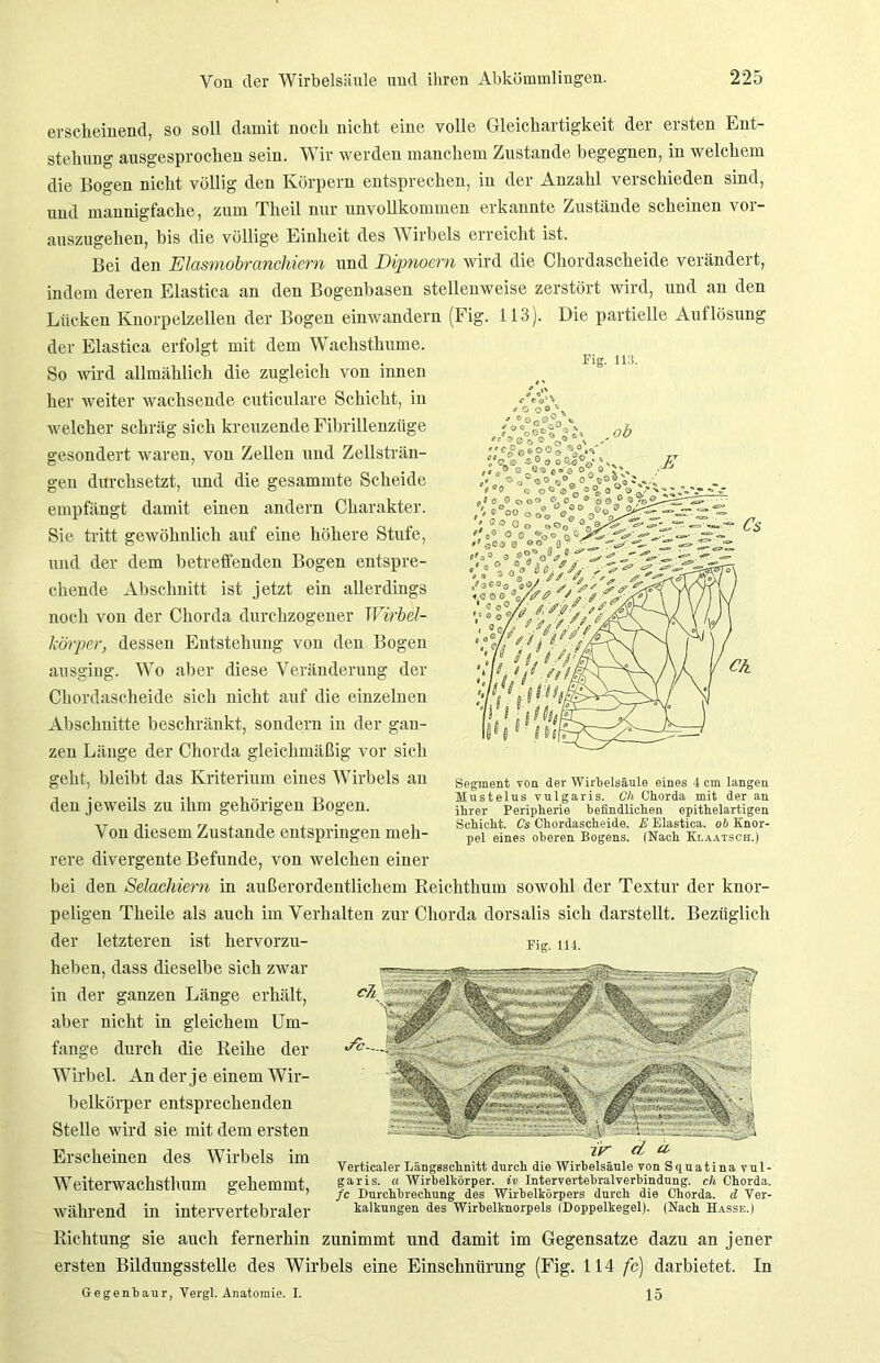 Fig. 113. erscheinend, so soll damit noch nicht eine volle Gleichartigkeit der ersten Ent- stehung ausgesprochen sein. Wir werden manchem Zustande begegnen, in welchem die Bogen nicht völlig den Körpern entsprechen, in der Anzahl verschieden sind, und mannigfache, zum Theil nur unvollkommen erkannte Zustände scheinen vor- auszugehen, bis die völlige Einheit des Wirbels erreicht ist. Bei den Elasmobranchiern und Dipnoern wird die Chordascheide verändert, indem deren Elastica an den Bogenbasen stellenweise zerstört wird, und an den Lücken Knorpelzellen der Bogen einwandern (Fig. 113). Die partielle Auflösung der Elastica erfolgt mit dem Wachsthume. So wird allmählich die zugleich von innen her weiter wachsende cuticulare Schicht, in welcher schräg sich kreuzende Fibrillenzüge gesondert waren, von Zellen und Zellsträn- gen durchsetzt, und die gesammte Scheide empfängt damit einen andern Charakter. Sie tritt gewöhnlich auf eine höhere Stufe, und der dem betreffenden Bogen entspre- chende Abschnitt ist jetzt ein allerdings noch von der Chorda durchzogener Wirbel- körper, dessen Entstehung von den Bogen ausging. Wro aber diese Veränderung der Chordascheide sich nicht auf die einzelnen Abschnitte beschränkt, sondern in der gan- zen Länge der Chorda gleichmäßig vor sich geht, bleibt das Kriterium eines Wirbels an den jeweils zu ihm gehörigen Bogen. Von diesem Zustande entspringen meh- rere divergente Befunde, von welchen einer bei den Selaehiern in außerordentlichem Reichthum sowohl der Textur der knor- peligen Theile als auch im Verhalten zur Chorda dorsalis sich darstellt. Bezüglich der letzteren ist hervorzu- heben, dass dieselbe sich zwar in der ganzen Länge erhält, aber nicht in gleichem Um- fange durch die Reihe der Wirbel. An der je einem Wir- belkörper entsprechenden Stelle wird sie mit dem ersten Erscheinen des Wirbels im Weiterwachsthum gehemmt, während in intervertebraler Richtung sie auch fernerhin zunimmt und damit im Gegensätze dazu an jener ersten Bildungsstelle des Wirbels eine Einschnürung (Fig. 114 fe) darbietet. In Gegenbaur, Vergl. Anatomie. I. 15 Segment von der Wirbelsäule eines 4 cm langen Mustelus vulgaris. Ch Chorda mit der an ihrer Peripherie befindlichen epithelartigen Schicht. Cs Chordascheide. E Elastica. ob Knor- pel eines oberen Bogens. (Nach Klaatsch.) ^•... «r ■ Verticaler Längsschnitt durch die Wirbelsäule von Squatina vul- garis. a Wirbelkörper, iv Intervertebralverbindung, ch Chorda. fc Durchbrechung des Wirbelkörpers durch die Chorda, d Ver- kalkungen des Wirbelknorpels (Doppelkegel). (Nach Hasse.)