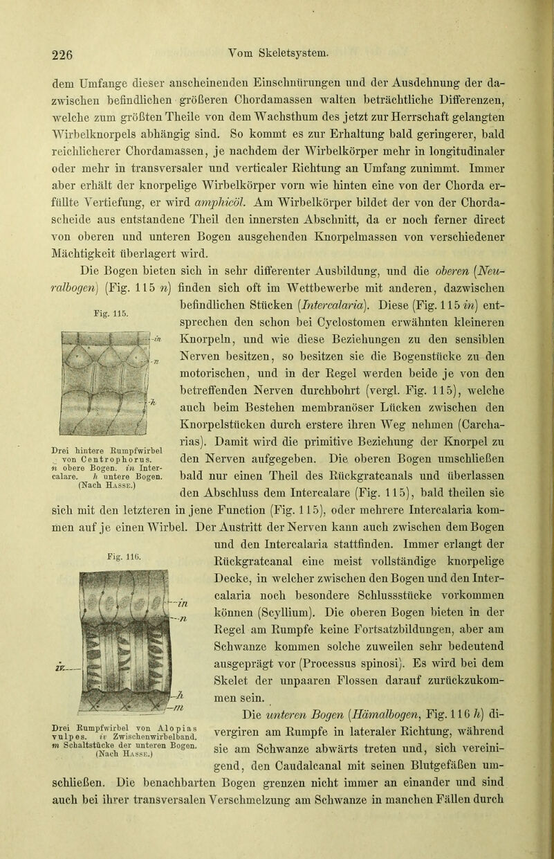 dem Umfange dieser anscheinenden Einschnürungen und der Ausdehnung der da- zwischen befindlichen größeren Chordamassen walten beträchtliche Differenzen, welche zum größten Theile von dem Wachsthum des jetzt zur Herrschaft gelangten Wirbelknorpels abhängig sind. So kommt es zur Erhaltung bald geringerer, bald reichlicherer Chordamassen, je nachdem der Wirbelkörper mehr in longitudinaler oder mehr in transversaler und verticaler Richtung an Umfang zunimmt. Immer aber erhält der knorpelige Wirbelkörper vorn wie hinten eine von der Chorda er- füllte Vertiefung, er wird amphicöl. Am Wirbelkörper bildet der von der Chorda- scheide aus entstandene Theil den innersten Abschnitt, da er noch ferner direct von oberen und unteren Bogen ausgehenden Knorpelmassen von verschiedener Mächtigkeit überlagert wird. Die Bogen bieten sich in sehr differenter Ausbildung, und die oberen (.Neu- ralbogen) (Fig. 115 n) finden sich oft im Wettbewerbe mit anderen, dazwischen befindlichen Stücken (Intercalaria). Diese (Fig. 115 in) ent- sprechen den schon bei Cyclostomen erwähnten kleineren Knorpeln, und wie diese Beziehungen zu den sensiblen Nerven besitzen, so besitzen sie die Bogenstücke zu den motorischen, und in der Regel werden beide je von den betreffenden Nerven durchbohrt (vergl. Fig. 115), welche auch beim Bestehen membranöser Lücken zwischen den Knorpelstücken durch erstere ihren Weg nehmen (Carcha- rias). Damit wird die primitive Beziehung der Knorpel zu den Nerven aufgegeben. Die oberen Bogen umschließen bald nur einen Theil des Rückgratcanals und überlassen den Abschluss dem Intercalare (Fig. 115), bald theilen sie sich mit den letzteren in jene Function (Fig. 115), oder mehrere Intercalaria kom- men auf je einen Wirbel. Der Austritt der Nerven kann auch zwischen dem Bogen und den Intercalaria stattfinden. Immer erlangt der Rückgratcanal eine meist vollständige knorpelige Decke, in welcher zwischen den Bogen und den Inter- calaria noch besondere Schlussstücke Vorkommen können (Scyllium). Die oberen Bogen bieten in der Regel am Rumpfe keine Fortsatzbildungen, aber am Schwänze kommen solche zuweilen sehr bedeutend ausgeprägt vor (Processus spinosi). Es wird bei dem Skelet der unpaaren Flossen darauf zurückzukom- men sein. Die unteren Bogen (Ilämalbogen, Fig. 11G 7z) di- vergiren am Rumpfe in lateraler Richtung, während sie am Schwänze abwärts treten und, sich vereini- gend, den Caudalcanal mit seinen Blutgefäßen um- schließen. Die benachbarten Bogen grenzen nicht immer an einander und sind auch bei ihrer transversalen Verschmelzuns: am Schwänze in manchen Fällen durch Fig. 116. Drei Rumpfwirbel von Alopias vulpes. iv Zwischenwirbelband. m Schaltstücke der unteren Bogen. (Nach Hasse.) Fig. 115. Drei hintere Rumpfwirbel von Centrophorus. n obere Bogen, in Inter- calare. h untere Bogen. (Nach Hasse.)