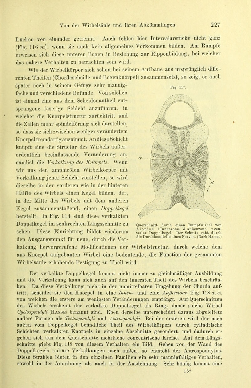 Lücken von einander getrennt. Auch fehlen hier Iutercalarstücke nicht ganz (Fig. 116 m), wenn sie auch kein allgemeines Vorkommen bilden. Am Rumpfe erweisen sich diese unteren Bogen in Beziehung zur Rippenbildung, bei welcher das nähere Verhalten zu betrachten sein wird. Wie der Wirbelkörper sich schon bei seinem Auf baue aus ursprünglich diffe- renten Theilen (Chordascheide und Bogenknorpel) zusammensetzt, so zeigt er auch später noch in seinem Gefüge sehr mannig- fache und verschiedene Befunde. Von solchen ist einmal eine aus dem Scheidenantheil ent- sprungene faserige Schicht anzuführen, in welcher die Ivnorpelstructur zurücktritt und die Zellen mehr spindelförmig sich darstellen, so dass sie sich zwischen weniger verändertem Knorpel fremdartig ausnimmt. An diese Schicht knüpft eine die Structur des Wirbels außer- ordentlich beeinflussende Veränderung an, nämlich die Verkalkung des Knorpels. Wenn wir uns den amphicölen Wirbelkörper mit Verkalkung j euer Schicht vorstellen, so wird dieselbe in der vorderen wie in der hinteren Hälfte des Wirbels einen Kegel bilden, der, in der Mitte des Wirbels mit dem anderen Kegel zusammenstoßend, einen Doppelkegel herstellt. In Fig. 114 sind diese verkalkten Doppelkegel im senkrechten Längsschnitte zu sehen. Diese Einrichtung bildet wiederum den Ausgangspunkt für neue, durch die Ver- kalkung hervorgerufene Modificationen der Wirbelstructur, durch welche dem aus Knorpel aufgebauten AVirbel eine bedeutende, die Function der gesammten Wirbelsäule erhöhende Festigung zu Theil wird. Der verkalkte Doppelkegel kommt nicht immer zu gleichmäßiger Ausbildung und die Verkalkung kann sich auch auf den innersten Theil des Wirbels beschrän- ken. Da diese Verkalkung nicht in der unmittelbaren Umgebung der Chorda auf- tritt, scheidet sie den Knorpel in eine Innen- und eine Außenzone (Fig. 118 a, c), von welchen die erstere am wenigsten Veränderungen empfängt. Auf Querschnitten des Wirbels erscheint der verkalkte Doppelkegel als Ring, daher solche Wirbel Gyclospondyli (Hasse) benannt sind. Eben derselbe unterscheidet daraus abgeleitete andere Formen als Tectospondyli und Astrospondyli. Bei der ersteren wird der nach außen vom Doppelkegel befindliche Theil des Wirbelkörpers durch cylindrische Schichten verkalkten Knorpels in einzelne Abschnitte gesondert, und dadurch er- geben sich aus dem Querschnitte mehrfache concentrische Kreise. Auf dem Längs- schnitte giebt Fig. 118 von diesem Verhalten ein Bild. Gehen von der Wand des Doppelkegels radiäre Verkalkungen nach außen, so entsteht der Astrospondylus. Diese Strahlen bieten in den einzelnen Familien ein sehr mannigfaltiges Verhalten, sowohl in der Anordnung als auch in der Ausdehnung. Sehr häufig kommt eine 15* Fig. 117. Querschnitt durch einen Kumpfwirbel von Alopias. i Innenzone, d Außenzone, fl cen- traler Doppelkegel. Der Schnitt geht durch die Durchlassstelle eines Nerven. (Nach Hasse. |