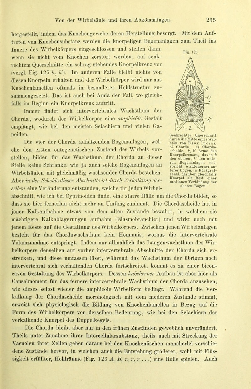 hergestellt, indem das Knochengewebe deren Herstellung besorgt. Mit dem Auf- treten von Knochensubstanz werden die knorpeligen Bogenanlagen zum Theil ins Innere des Wirbelkörpers eingeschlossen und stellen dann, wenn sie nicht vom Knochen zerstört werden, auf senk- rechtem Querschnitte ein schräg stehendes Knorpelkreuz vor (vergl. Fig. 125 k, k'). Im anderen Falle bleibt nichts von diesen Knorpeln erhalten und der Wirbelkörper wird nur aus Knochenlamellen oftmals in besonderer Hohlstructur zu- sammengesetzt. Das ist auch bei Amia der Fall, wo gleich- falls im Beginn ein Knorpelkreuz auftritt. Immer findet sich intervertebrales Wachsthum der Chorda, wodurch der Wirbelkörper eine amphicöle Gestalt empfängt, wie bei den meisten Selachiern und vielen Ga- noiden. Die vier der Chorda aufsitzenden Bogenanlagen, wel- che den ersten ontogenetischen Zustand des Wirbels vor- stellen, bilden für das Wachsthum der Chorda an dieser Stelle keine Schranke, wie ja auch solche Bogenanlagen an Wirbelsäulen mit gleichmäßig wachsender Chorda bestehen. Aber in der Scheide dieser Abschnitte ist durch Verkalkung der- selben eine Veränderung entstanden, welche für jeden Wirbel- abschnitt, wie ich bei Cyprinoiden finde, eine starre Hülle um die Chorda bildet, so dass sie hier fernerhin nicht mehr an Umfang zunimmt. Die Chordascheide hat in jener Kalkaufnahme etwas von dem alten Zustande bewahrt, in welchem sie mächtigere Kalkablagerungen aufnahm (Elasmobranchier) und wirkt noch mit jenem Reste auf die Gestaltung des Wirbelkörpers. Zwischen jenen Wirbelanlagen besteht für das Chordawachsthum kein Hemmnis, woraus die intervertebrale Volumzunahme entspringt. Indem nur allmählich das Längenwachsthum des Wir- belkörpers denselben auf vorher intervertebrale Abschnitte der Chorda sich er- strecken, und diese umfassen lässt, während das Wachsthum der übrigen noch intervertebral sich verhaltenden Chorda fortschreitet, kommt es zu einer bicon- caven Gestaltung des Wirbelkörpers. Dessen knöcherner Aufbau ist aber hier als Causalmoment für das fernere intervertebrale Wachsthum der Chorda anzusehen, wie dieses selbst wieder die amphicöle Wirbelform bedingt. Während die Ver- kalkung der Chordascheide morphologisch mit dem niederen Zustande stimmt, erweist sich physiologisch die Bildung von Knochenlamellen in Bezug auf die Form des Wirbelkörpers von derselben Bedeutung, wie bei den Selachiern der verkalkende Knorpel des Doppelkegels. Die Chorda bleibt aber nur in den frühen Zuständen geweblich unverändert. Theils unter Zunahme ihrer Intercellularsubstanz, theils auch mit Streckung der Vacuolen ihrer Zellen gehen daraus bei den Knochenfischen mancherlei verschie- dene Zustände hervor, in welchen auch die Entstehung größerer, wohl mit Flüs- sigkeit erfüllter, Hohlräume (Fig. 126 A, B, r, r, r . . .) eine Rolle spielen. Auch Fig. 125. Senkrechter Querschnitt durch die Mitte eines Wir- bels von Esox lucius. ch Chorda. cs Chorda- scheide. k, k' Arme des Knorpelkreuzes, davon k den oberen, lt' den unte- ren Bogenanlagen ent- spricht. h knöcherner un- terer Bogen, n Bückgrat- canal, darüber gleichfalls Knorpel als Best einer medianen Verbindung der oberen Bogen.