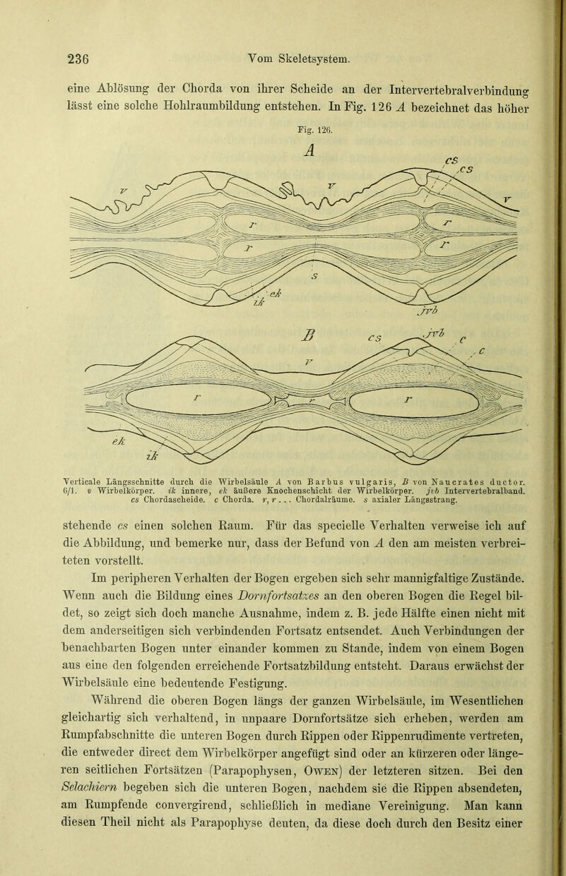 eine Ablösung der Chorda von ihrer Scheide an der Intervertebralverbindung lässt eine solche Hohlraumbildung entstehen. InFig. 126 A bezeichnet das höher Fig. 126. Verticale Längsschnitte durch die Wirbelsäule A von Bartes vulgaris, B von Naucrates ductor. (i/1, v Wirbelkörper. ik innere, eit äußere Knochenschicht der Wirbelkörper, jvb Intervertebralband, cs Chordascheide, c Chorda, r, r . .. Chordalräume. s axialer Längsstrang. stehende cs einen solchen Raum. Für das specielle Verhalten verweise ich auf die Abbildung, und bemerke nur, dass der Befund von A den am meisten verbrei- teten vorstellt. Im peripheren Verhalten der Bogen ergeben sich sehr mannigfaltige Zustände. Wenn auch die Bildung eines Dornfortsatzes an den oberen Bogen die Regel bil- det, so zeigt sich doch manche Ausnahme, indem z. B. jede Hälfte einen nicht mit dem anderseitigen sich verbindenden Fortsatz entsendet. Auch Verbindungen der benachbarten Bogen unter einander kommen zu Stande, indem von einem Bogen aus eine den folgenden erreichende Fortsatzbildung entsteht. Daraus erwächst der Wirbelsäule eine bedeutende Festigung. Während die oberen Bogen längs der ganzen Wirbelsäule, im Wesentlichen gleichartig sich verhaltend, in unpaare Dornfortsätze sich erheben, werden am Rumpfabschnitte die unteren Bogen durch Rippen oder Rippenrudimente vertreten, die entweder direct dem Wirbelkörper angefügt sind oder an kürzeren oder länge- ren seitlichen Fortsätzen (Parapophysen, Owen) der letzteren sitzen. Bei den Selachiern begeben sich die unteren Bogen, nachdem sie die Rippen absendeten, am Rumpfende convergirend, schließlich in mediane Vereinigung. Man kann diesen Theil nicht als Parapophyse deuten, da diese doch durch den Besitz einer