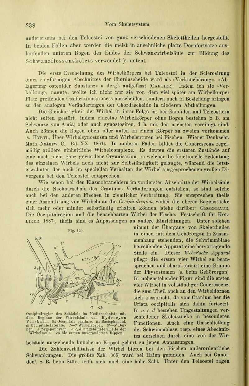 andererseits bei den Teleostei von ganz verschiedenen Skelettheilen hergestellt. In beiden Fällen aber werden die meist in ansehnliche platte Dornfortsätze ans- laufenden unteren Bogen des Endes der Schwanzwirbelsäule zur Bildung des Schwanzflossenskelets verwendet (s. unten). Die erste Erscheinung des Wirbelkörpers bei Teleostei in der Sclerosirung eines ringförmigen Abschnittes der Chordascheide ward als »Verknöcherung«, »Ab- lagerung osteoider Substanz« u. dergl. aufgefasst (Cartier). Indem ich sie »Ver- kalkung« nannte, wollte ich nicht nur sie von dem viel später am Wirbelkörper Platz greifenden Ossificationsprocess ausscheiden, sondern auch in Beziehung bringen zu den analogen Veränderungen der Chordascheide in niederen Abtheilungen. Die Gleichartigkeit der Wirbel in ihrer Folge ist bei Ganoiden und Teleostiern nicht selten gestört, indem einzelne Wirbelkörper ohne Bogen bestehen (z. B. am Schwänze von Amia) oder auch synostosiren, d. h. mit den nächsten vereinigt sind. Auch können die Bogen oben oder unten an einem Körper zu zweien Vorkommen (s. Hyrtl, Über Wirbelsynostosen und Wirbelsuturen bei Fischen. Wiener Denkschr. Math.-Naturw. CI. Bd. XX. 1861). In anderen Fällen bildet die Concrescenz regel- mäßig größere einheitliche Wirbelcomplexe. Es deuten die ersteren Zustände auf eine noch nicht ganz gewordene Organisation, in welcher die functionelle Bedeutung des einzelnen Wirbels noch nicht zur Selbständigkeit gelangte, während die letzt- erwähnten der auch im speciellen Verhalten der Wirbel ausgesprochenengroßen Di- vergenz bei den Teleostei entsprechen. Wie schon bei den Elasmobranchiern im vordersten Abschnitte der Wirbelsäule durch die Nachbarschaft des Craniums Veränderungen entstehen, so sind solche auch bei den anderen Fischen in ziemlicher Verbreitung. Sie entsprechen theils einer Assimilirung von Wirbeln an die Occipitalregion, wobei die oberen Bogenstücke sich mehr oder minder selbständig erhalten können (siehe darüber: Gegenbaur, Die Occipitalregion und die benachbarten Wirbel der Fische. Festschrift für Köl- liker. 1887), theils sind es Anpassungen an andere Einrichtungen. Unter solchen nimmt der Übergang von Skelettheilen in einen mit dem Gehörorgan in Zusam- menhang stehenden, die Schwimmblase betreffenden Apparat eine hervorragende Stelle ein. Dieser IVeber'sche Apparat pflegt die ersten vier Wirbel zu bean- spruchen und charakterisirt eine Gruppe der Physostomen (s. beim Gehörorgan). In nebenstehender Figur sind die ersten vier Wirbel in vollständiger Concrescenz, die zum Theil auch an den Wirbeldornen sich ausspricht, da vom Cranium her die Crista occipitalis sich dahin fortsetzt. In a, c, d bestehen Umgestaltungen ver- schiedener Skeletstücke in besonderen Functionen. Auch eine Umschließung der Schwimmblase, resp. eines Abschnit- tes derselben durch eine von der Wir- belsäule ausgehende knöcherne Kapsel gehört zu jenen Anpassungen. Die Zahlenverhältnisse der Wirbel bieten bei den Fischen außerordentliche Schwankungen. Die größte Zahl (365) ward bei Haien gefunden. Auch bei Ganoi- den', z. B. beim Stör, trifft sich noch eine hohe Zahl. Unter den Teleostei ragen Fig. 129. Occipitalregion des Schädels im Medianschnitte mit dem Beginne der Wirbelsäule von Hydrocyon Forslralii. Ob Occipitale hasilare. Bs Basisphenoid. ol Occipitale laterale. 1—3 Wirbelkörper. 3'—5' Dor- nen. z Zygapophysen. a, c, d umgebildete Theile der Wirbelsäule, co die ersten unveränderten Rippen.