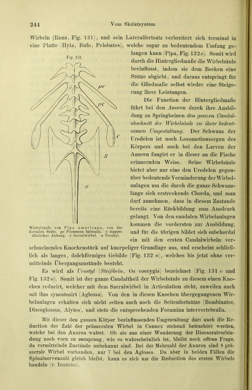Fig. 132. Wirbeln (Kana, Fig. 131), und sein Lateralfortsatz verbreitert sich terminal in eine Platte (Hyla, Bufo, Pelobates), welche sogar zu bedeutendem Umfang ge- langen kann (Pipa, Fig. 132s). Somit wird durch die Hintergliedmaße die Wirbelsäule beeinflusst, indem sie dem Becken eine Stütze abgiebt, und daraus entspringt für die Gliedmaße selbst wieder eine Steige- rung ihrer Leistungen. Die Function der Hintergliedmaße führt bei den Anuren durch ihre Ausbil- dung zu Springbeinen den ganzen Caudal- absehnitt der Wirbelsäule zu ihrer bedeut- samen Umgestaltung. Der Schwanz der Urodelen ist noch Locomotionsorgan des Körpers und auch bei den Larven der Anuren fungirt er in dieser an die Fische erinnernden Weise. Seine Wirbelsäule bietet aber nur eine den Urodelen gegen- über bedeutende Verminderung der Wirbel- anlagen um die durch die ganze Schwanz- länge sich erstreckende Chorda, und man darf annehmen, dass in diesem Zustande bereits eine Rückbildung zum Ausdruck gelangt. Von den caudalen Wirbelanlagen kommen die vordersten zur Ausbildung, und für die übrigen bildet sich subchordal ein mit den ersten Caudalwirbeln ver- schmelzendes Knochenstück auf knorpeliger Grundlage aus, und erscheint schließ- lich als langes, dolchförmiges Gebilde (Fig. 132 u), welches bis jetzt ohne ver- mittelnde Übergangszustände besteht. Es wird als Urostyl (Steißbein, üs coccygis) bezeichnet (Fig. 131 c und Fig. 1322/). Somit ist der ganze Caudaltheil der Wirbelsäule zu diesem einen Kno- chen reducirt, welcher mit dem Sacralwirbel in Articulation steht, zuweilen auch mit ihm synostosirt (Aglossa). Von den in diesen Knochen übergegangenen Wir- belanlagen erhalten sich nicht selten auch noch die Seitenfortsätze (Bombinator, Discoglossus, Alytesj, und stets die entsprechenden Foramina intervertebralia. Wirbelsäule von Pipa americana, von der dorsalen Seite, yc Processus lateralis, e rippen- ähnlicher Anhang, s Sacralwirbel. u Urostyl. Mit dieser den ganzen Körper beeinflussenden Umgestaltung dari auch die Re- duction der Zahl der präsacralen Wirbel in Connex stehend betrachtet werden, welche bei den Anuren waltet. Ob sie aus einer Wanderung der Iliosacralverbin- dung nach vorn zu entsprang, wie es wahrscheinlich ist, bleibt noch offene Frage, da vermittelnde Zustände unbekannt sind. Bei der Mehrzahl der Anuren sind 8 prä- sacrale Wirbel vorhanden, nur 7 bei den Aglossa. Da aber in beiden Fällen die Spinalnervenzahl gleich bleibt, kann es sich um die Reduction des ersten Wirbels handeln (v. Ihering).