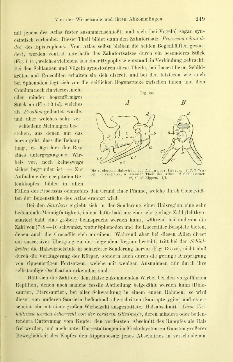 mit jenem des Atlas fester zusammenschließt, und sich bei Vögeln) sogar syn- ostotiscli verbindet. Dieser Theil bildet dann den Zahnfortsatz (Processus odontoi- dcs) des Epistropheus. Vom Atlas selbst bleiben die beiden Bogenhälften geson- dert, werden ventral unterhalb des Zahnfortsatzes durch ein besonderes Stück (Fig. 134), welches vielleicht aus einer Hypophyse entstand, in Verbindung gebracht. Bei den Schlangen und Vögeln synostosiren diese Theile, bei Lacertiliern, Schild- kröten und Crocodilen erhalten sie sich discret, und bei den letzteren wie auch bei Sphenodon fügt sich vor die seitlichen Bogenstücke zwischen ihnen und dem Cranium noch ein viertes, mehr oder minder bogenförmiges Stück an (Fig. 134 r/), welches als Proatlas gedeutet wurde, und über welches sehr ver- schiedene Meinungen be- stehen , aus denen nur das hervorgeht, dass die Behaup- tung, es läge hier der Rest eines untergegangenen Wir- bels vor, noch keineswegs sicher begründet ist. — Zur Aufnahme des occipitalen Ge- lenkkopfes bildet in allen Fällen der Processus odontoides den Grund einer Pfanne, welche durch Concavitä- ten der Bogenstiicke des Atlas ergänzt wird. Bei den Sauriern ergiebt sich in der Sonderung einer Halsregion eine sehr bedeutende Mannigfaltigkeit, indem dafür bald nur eine sehr geringe Zahl (Ichthyo- saurier) bald eine größere beansprucht werden kann, während bei anderen die Zahl von (7) 8—10 schwankt, wofür Sphenodon und die Laeertilier Beispiele bieten, denen auch die Crocodile sich anreihen. Während aber bei diesen Allen direct ein successiver Übergang zu der folgenden Region besteht, tritt bei den Schild- kröten die Halswirbelsäule in schärferer Sonderung hervor (Fig. 135ve), nicht bloß durch die Verlängerung der Körper, sondern auch durch die geringe Ausprägung von rippenartigen Fortsätzen, welche mit wenigen Ausnahmen nur durch ihre selbständige Ossification erkennbar sind. Hält sich die Zahl der dem Halse zukommenden Wirbel bei den vorgeführten Reptilien, denen noch manche fossile Abtheilung beigezählt werden kann (Dino- saurier, Pterosaurier), bei aller Schwankung in einem engen Rahmen, so wird dieser von anderen Sauriern bedeutend überschritten (Sauropterygier) und es er- scheint ein mit einer großen Wirbelzahl ausgestatteter Halsabschnitt. Diese Ver- hältnisse werden beherrscht von der vorderen Gliedmaße, deren mindere oder bedeu- tendere Entfernung vom Kopfe, den vordersten Abschnitt des Rumpfes als Hals frei werden, und auch unter Umgestaltungen im Muskelsystem zu Gunsten größerer Beweglichkeit des Kopfes den Rippenbesatz jenes Abschnittes in verschiedenem Fig. 134. Ä B Die vordersten Halswirbel von Alligator lucius. 1,2,8 Wir- bel. a ventraler, b lateraler Tlieil des Atlas, d Schlnssstück. c>, c2, c3 Rippen. 1/1.