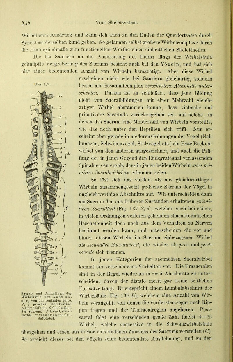 Wirbel zum Ausdruck und kann sich auch an den Enden der Querfortsätze durch Synostose derselben kund geben. So gelangen selbst größere Wirbelcomplexe durch die Hintergliedmaße zum functioneilen Werthe eines einheitlichen Skelettheiles. Die bei Sauriern an die Ausbreitung des Iliums längs der Wirbelsäule geknüpfte Vergrößerung des Sacrums besteht auch bei den Vögeln, und hat sich hier einer bedeutenden Anzahl von Wirbeln bemächtigt. Aber diese Wirbel erscheinen nicht wie bei Sauriern gleichartig, sondern lassen am Gesammtcomplex verschiedene Abschnitte unfer- tig. 137 —9 I 6 :j Sacral- und Caudaltbeil der Wirbelsäule von Alias an- ser, von der ventralen Seite. S, s primäre Sacralwirbel. L Lumbaltlieil, C Caudaltheil des Sacrum. c' freie Caudal- vvirbel. c verschmolzene Cau- dalwirbel. scheiden. Daraus ist zu schließen, dass jene Bildung nicht von Sacralbildungen mit einer Mehrzahl gleich- artiger Wirbel abstammen könne, dass vielmehr auf primitivere Zustände zurückzugehen sei, auf solche, in denen das Sacrum eine Minderzahl von Wirbeln vorstellte, wie das noch unter den Reptilien sich trifft. Nun er- scheint aber gerade in niederen Ordnungen der Vögel (Gal- linaceen, Schwimmvögel, Stelzvögel etc.) ein Paar Becken- wirbel von den anderen ausgezeichnet, und auch die Prü- fung der in jener Gegend den Rückgratcanal verlassenden Spinalnerven ergab, dass in jenen beiden Wirbeln zivei pri- mitive Sacralwirbel zu erkennen seien. So löst sich das vordem als aus gleichwerthigen Wirbeln zusammengesetzt gedachte Sacrum der Vögel in ungleichwerthige Abschnitte auf. Wir unterscheiden dann am Sacrum den aus früheren Zuständen erhaltenen, primi- tiven Sacraltheil (Fig. 137 S, s), welcher auch bei seiner, in vielen Ordnungen verloren gehenden charakteristischen Beschaffenheit doch noch aus dem Verhalten zu Nerven bestimmt werden kann, und unterscheiden die vor und hinter diesen AVirbeln im Sacrum einbezogenen Wirbel als secundäre Sacralwirbel, die wieder als prrä- und post- sacrale sich trennen. In jenen Kategorien der secundären Sacralwirbel kommt ein verschiedenes Verhalten vor. Die Präsacralen sind in der Regel wiederum in zwei Abschnitte zu unter- scheiden, davon der distale meist gar keine seitlichen Fortsätze trägt. Er entspricht einem Lumbalabschnitt der Wirbelsäule (Fig. 137 L), welchem eine Anzahl von Wir- beln vorangeht, von denen die vordersten sogar noch Rip- pen tragen und der Thoracalregion angehören. Post- sacral folgt eine verschieden große Zahl (meist 4—8) Wirbel, welche successive in die Schwanzwirbelsäule übergehen und einen aus dieser entstandenen Zuwachs des Sacrums vorstellen (G). So erreicht dieses bei den Vögeln seine bedeutendste Ausdehnung, und zu den