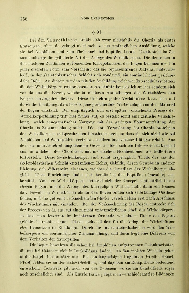 § 91. Bei den Säug et liieren erkält sich zwar gleichfalls die Chorda als erstes Stützorgan, aller sie gelangt nicht mehr zu der umfänglichen Ausbildung, welche sie bei Amphibien und zum Theil auch bei Reptilien besaß. Damit steht im Zu- sammenhänge die geänderte Art der Anlage des Wirbelkörpers. Die denselben in den niederen Zuständen aufbauenden Knorpelmassen der Bogen kommen nicht in jener discreten Form zum Vorschein; das sie repräsentirende Material bildet als- bald, in der skeletoblastischen Schicht sich sondernd, ein continuirliches perichor- dales Rohr. An diesem werden mit der Ausbildung reicherer Intercellularsubstanz die den Wirbelkörpern entsprechenden Abschnitte bemerklich und es sondern sich von da aus die Bogen, welche in niederen Abtheilungen der Wirbelthiere den Körper hervorgehen ließen. Diese Umkehrung der Verhältnisse klärt sich auf durch die Erwägung, dass bereits jene perichordale Wirbelanlage von dem Material der Bogen entstand. Der ursprünglich sich erst später vollziehende Process der Wirbelkörperbildung tritt hier früher auf, es besteht somit eine zeitliche Verschie- bung, welch cänogenetischer Vorgang mit der geringen Volumsentfaltung der Chorda im Zusammenhang steht. Die erste Veränderung der Chorda besteht in den Wirbelkörpern entsprechenden Einschnürungen, so dass sie sich nicht wie bei Amphibien und Sauropsiden vertebral, sondern intervertebral länger erhält. Aus dem sie intervertebral umgebenden Gewebe bildet sich ein Intervertebralknorpel aus, in welchem der Chordarest mit mehrfachen Modificationen als Gallertkern fortbesteht. Diese Zwischenknorpel sind somit ursprünglich Theile des aus der skeletoblastischen Schicht entstandenen Rohrs, Gebilde, deren Gewebe in anderer Richtung sich differenzirt als jenes, welches die Grundlage der Wirbelkörper ab- giebt. Diese Einrichtung findet sich bereits bei den Reptilien (Crocodile) vor- bereitet. Von den Wirbelkörpern erstreckt sich der Knorpel continuirlich in die oberen Bogen, und die Anlage des knorpeligen Wirbels stellt dann ein Ganzes dar. Sowohl im Wirbelkörper als an den Bogen bilden sich selbständige Ossifica- tionen, und die getrennt verknöchernden Stücke verschmelzen erst nach Abschluss des Wachsthums mit einander. Bei der Verknöcherung der Bogen erstreckt sich der Process von da aus auf einen nicht unbeträchtlichen Theil des Wirbelkörpers, so dass man letzteren im knöchernen Zustande von einem Theile des Bogens gebildet betrachten kann. Dieses steht mit dem für die Anlage der Wirbelkörper oben Bemerkten im Einklänge. Durch die Intervertebralscheiben wird den Wir- belkörpern ein continuirlicher Zusammenhang, und darin liegt eine Differenz von dem Verhalten der Sauropsiden. Die Bogen bewahren die schon bei Amphibien aufgetretenen Gelenkfortsätze, die nur bei Cetaceen sich in Rückbildung finden. An den meisten Wirbeln gehen in der Regel Dornfortsätze aus. Bei den langhalsigen Ungulaten (Giraffe, Kamel, Pferd) fehlen sie an der Halswirbelsäule, sind dagegen am Rumpftheile bedeutend entwickelt. Letzteres gilt auch von den Cetaceen, wo sie am Caudaltheile sogar noch ansehnlicher sind. Als Querfortsätze pflegt man verschiedenartige Bildungen