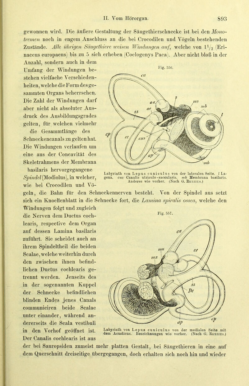 Labyrinth von Lepus cuniculus von der lateralen Seite. I La- gena. cus Canalis utriculo-saccularis. mb Membrana basilaris. Anderes wie vorher. (Nach G. Retzius.) gewonnen wird. Die äußere Gestaltung der Säugetliiersclinecke ist bei den Mono- laremm noch in engem Anschluss an die hei Crocodilen und Vögeln bestehenden Zustände. Alle übrigen Säugetfmre weisen Windungen auf\ welche von 11/2 (Eri- naceus europaeus) bis zu 5 sich erheben (Coelogenys Paca). Aber nicht bloß in der Anzahl, sondern auch in dem Umfang der Windungen be- iig. > .i.. stehen vielfache Verschieden- heiten, welche die Form des ge- summten Organs beherrschen. Die Zahl der Windungen darf aber nicht als absoluter Aus- druck des Ausbildungsgrades gelten, für welchen vielmehr die Gesammtlänge des Schneckencanals zu gelten hat. Die Windungen verlaufen um eine aus der Concavität des Skeletrahmens der Membrana basilaris hervorgegangene Spindel (Modiolus), in welcher, wie bei Crocodilen und Vö- geln, die Bahn für den Schneckennerven besteht. Von der Spindel aus setzt sich ein Knoclienblatt in die Schnecke fort, die Lamina spiralis ossea, welche den Windungen folgt und zugleich die Nerven dem Ductus cocli- Flg' or>7‘ learis, respective dem Organ auf dessen Lamina basilaris zuführt. Sie scheidet auch an ihrem Spindeltheil die beiden Scalae, welche weiterhin durch den zwischen ihnen befind- lichen Ductus cochlearis ge- trennt werden. Jenseits des in der sogenannten Kuppel der Schnecke befindlichen blinden Endes jenes Canals communiciren beide Scalae unter einander, während an- dererseits die Scala vestibuli in den Vorhof geöffnet ist. Der Canalis cochlearis ist aus der bei Sauropsiden zumeist mehr platten Gestalt, bei Säugethieren in eine auf dem Querschnitt dreiseitige übergegangen, doch erhalten sich noch hin und wieder Labyrinth von Lepus cuniculus von der medialen Seite mit dem Acusticus. Bezeichnungen wie vorher. (Nach G. Retziüs.)