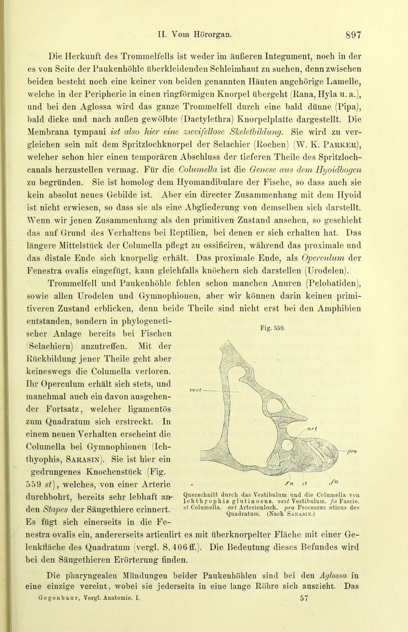 Die Herkunft des Trommelfells ist weder im äußeren Integument, noch in der es von Seite der Paukenhöhle überkleidenden Schleimhaut zu suchen, denn zwischen beiden besteht noch eine keiner von beiden genannten Häuten ungehörige Lamelle, welche in der Peripherie in einen ringförmigen Knorpel übergeht (Rana, Hyla u. a.), und bei den Aglossa wird das ganze Trommelfell durch eine bald dünne (Pipa), bald dicke und nach außen gewölbte (Dactylethra) Knorpelplatte dargestellt. Die Membrana tympani ist also hier eine zweifellose Skeletbildung. Sie wird zu ver- gleichen sein mit dem Spritzlochknorpel der Selachier (Rochen) (W. K. Parker), welcher schon hier einen temporären Abschluss der tieferen Theile des Spritzloch- canals herzustellen vermag. Für die Columella ist die Genese aus dem Ilyoidbogen zu begründen. Sie ist homolog dem Hyomandibulare der Fische, so dass auch sie kein absolut neues Gebilde ist. Aber ein directer Zusammenhang mit dem Ilyoid ist nicht erwiesen, so dass sie als eine Abgliederung von demselben sich darstellt. Wenn wir jenen Zusammenhang als den primitiven Zustand ansehen, so geschieht das auf Grund des Verhaltens bei Reptilien, bei denen er sich erhalten hat. Das längere Mittelstück der Columella pflegt zu ossificiren, während das proximale und das distale Ende sich knorpelig erhält. Das proximale Ende, als Operculum der Fenestra ovalis eingefügt, kann gleichfalls knöchern sich darstellen (Urodelen). Trommelfell und Paukenhöhle fehlen schon manchen Anuren (Pelobatiden), sowie allen Urodelen und Gymnophionen, aber wir können darin keinen primi- tiveren Zustand erblicken, denn beide Theile sind nicht erst bei den Amphibien entstanden, sondern in phylogeneti- scher Anlage bereits bei Fischen fSelachiern) anzutreffen. Mit der Rückbildung jener Theile geht aber keineswegs die Columella verloren. Ihr Operculum erhält sich stets, und manchmal auch ein davon ausgehen- der Fortsatz, welcher ligamentös zum Quadratum sich erstreckt. In einem neuen Verhalten erscheint die Columella bei Gymnophionen (Ich- thyophis, Sarasin). Sie ist hier ein gedrungenes Knochenstück (Fig. 559 st), welches, von einer Arterie Fig. 559. pro durchbohrt, bereits sehr lebhaft an- Querschnitt durch das Vestibulum und die Columella von Ichthyophis glutiuosus. vest Vestibulum. fu Fascie. st Columella. art Arterienloch, pro Processus oticus des Quadratum. (Nach Sakasin.) den Stapes der Säugethiere erinnert. Es fügt sich einerseits in die Fe- nestra ovalis ein, andererseits articulirt es mit überknorpelter Fläche mit einer Ge- lenkfläche des Quadratum (vergl. S.406ff.). Die Bedeutung dieses Befundes wird bei den Säugethieren Erörterung finden. Die pharyngealen Mündungen beider Paukenhöhlen sind bei den Aglossa in eine einzige vereint, wobei sie jederseits in eine lange Röhre sich auszieht. Das Gegenbaur, Vergl. Anatomie. I. 57