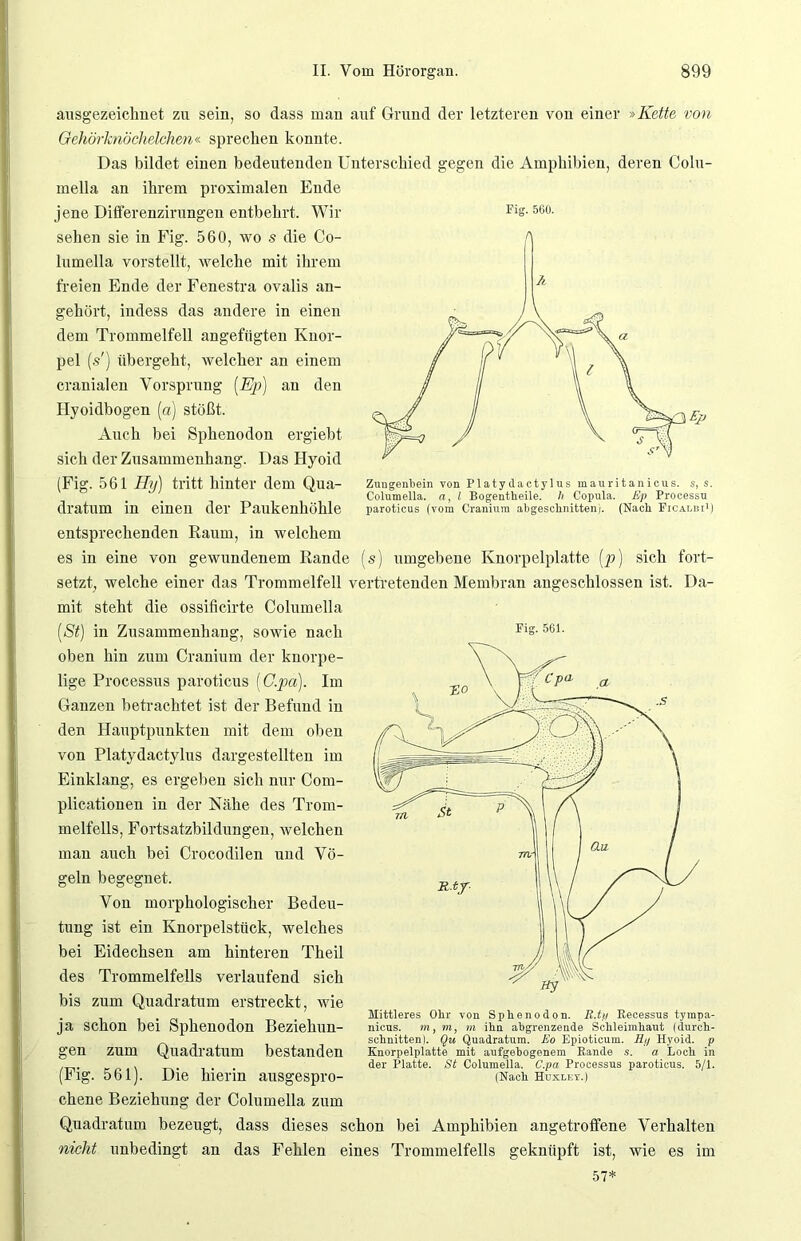 ausgezeichnet zu sein, so dass man auf Grund der letzteren von einer »Kette von Gehörknöchelchen« sprechen konnte. Das bildet einen bedeutenden Unterschied gegen die Amphibien, deren Colu- mella an ihrem proximalen Ende jene Diflerenzirungen entbehrt. Wir Kg. 560. sehen sie in Fig. 560, wo s die Co- lumella vorstellt, welche mit ihrem freien Ende der Fenestra ovalis an- gehört, indess das andere in einen dem Trommelfell angeftigten Knor- pel (s') übergeht, welcher an einem cranialen Vorsprung [Ep) an den Hyoidbogen (a) stößt. Auch bei Sphenodon ergiebt sich der Zusammenhang. Das Hyoid (Fig. 561 Hy) tritt hinter dem Qua- dratum in einen der Paukenhöhle Zungenbein von Platydactylus mauritanicus. s, s. Columella. a, i Bogentheile. h Copula. Ep Processu paroticus (vom Cranium abgeschnitten). (Nach PicAi.ni1) entsprechenden Raum, in welchem es in eine von gewundenem Rande [s) umgebene Knorpelplatte (p) sich fort- setzt, welche einer das Trommelfell vertretenden Membran angeschlossen ist. Da- mit steht die ossificirte Columella [St) in Zusammenhang, sowie nach Fl°-561- oben hin zum Cranium der knorpe- lige Processus paroticus (C.pa). Im Ganzen betrachtet ist der Befund in den Hauptpunkten mit dem oben von Platydactylus dargestellten im Einklang, es ergeben sich nur Com- plicationen in der Nähe des Trom- melfells, Fortsatzbildungen, welchen man auch bei Crocodilen und Vö- geln begegnet. Von morphologischer Bedeu- tung ist ein Knorpelstück, welches bei Eidechsen am hinteren Theil des Trommelfells verlaufend sich bis zum Quadratum erstreckt, wie ja schon bei Sphenodon Beziehun- gen zum Quadratum bestanden (Fig. 561). Die hierin ausgespro- chene Beziehung der Columella zum Quadratum bezeugt, dass dieses schon bei Amphibien angetroffene Verhalten nicht unbedingt an das Fehlen eines Trommelfells geknüpft ist, wie es im Mittleres Ohr von Sphenodon. R.tii Eecessus tympa- nicus. m, m, m ihn abgrenzende Schleimhaut (durch- schnitten!. Qu Quadratum. Eo Epioticum. Rp Hyoid. p Knorpelplatte mit aufgebogenem Rande s. a Loch in der Platte. St Columella. C.pa Processus paroticus. 5/1. (Nach Huxley.) 57*