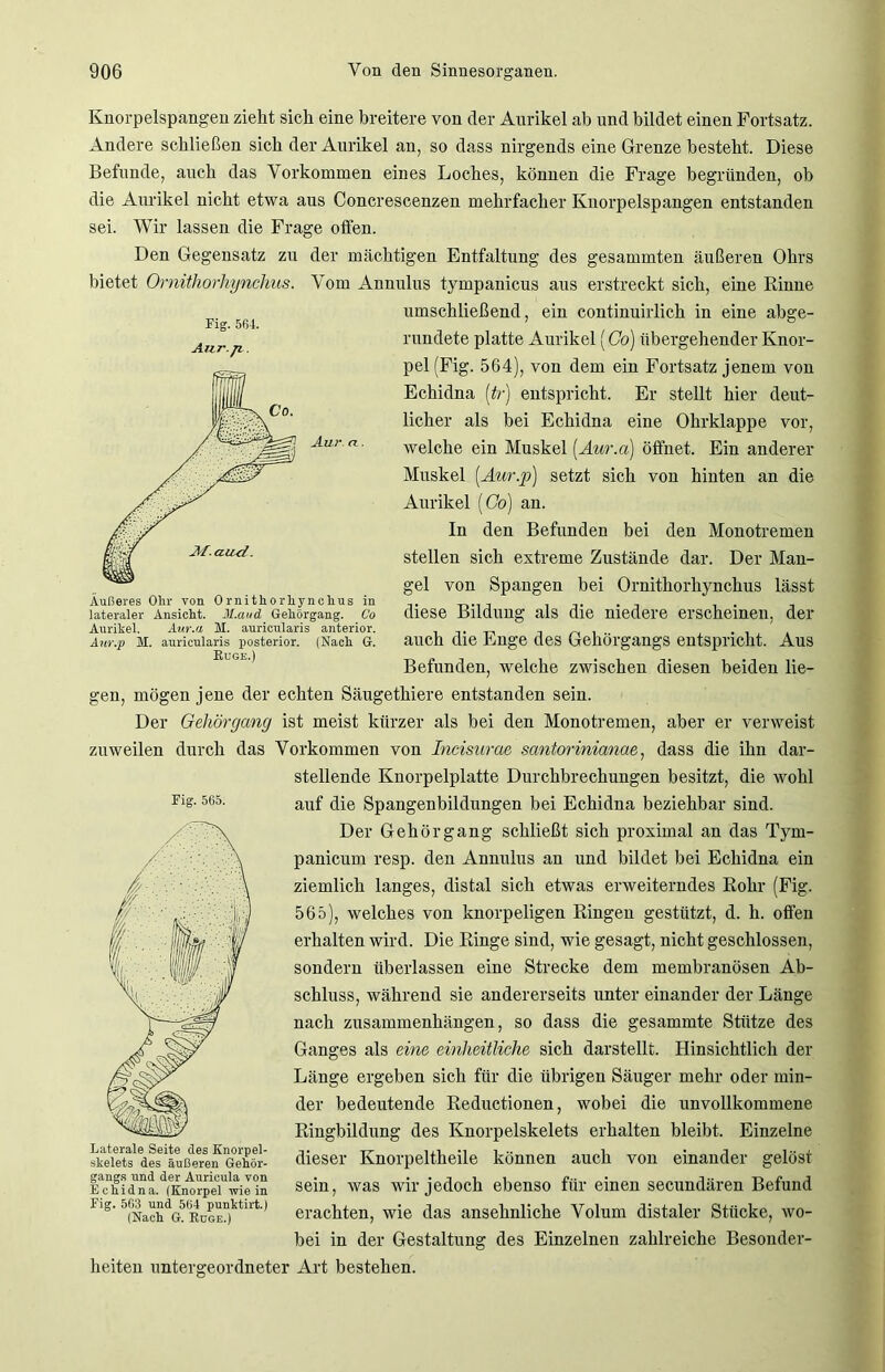 Fig. 564. Aur.p.. Au.r Äußeres Olir von Omithorhynchus in lateraler Ansicht. M.aud Gehörgang. Co Aurikel. Aur.a 51. auricularis anterior. Anr.p M. auricularis posterior. (Nach G. Rüge.) Knorpelspangen zieht sich eine breitere von der Anrikel ab und bildet einen Fortsatz. Andere schließen sich der Anrikel an, so dass nirgends eine Grenze besteht. Diese Befunde, auch das Vorkommen eines Loches, können die Frage begründen, ob die Anrikel nicht etwa aus Concrescenzen mehrfacher Knorpelspangen entstanden sei. Wir lassen die Frage offen. Den Gegensatz zu der mächtigen Entfaltung des gesammten äußeren Ohrs bietet Omithorhynchus. Vom Annulus tympanicus aus erstreckt sich, eine Rinne umschließend, ein continuirlich in eine abge- rundete platte Aurikel (Co) übergehender Knor- pel (Fig. 564), von dem ein Fortsatz jenem von Echidna [tr] entspricht. Er stellt hier deut- licher als bei Echidna eine Ohrklappe vor, welche ein Muskel [Aur.a] öffnet. Ein anderer Muskel (Aur.ß) setzt sich von hinten an die Aurikel [Co) an. In den Befunden bei den Monotremen stellen sich extreme Zustände dar. Der Man- gel von Spangen bei Omithorhynchus lässt diese Bildung als die niedere erscheinen, der auch die Enge des Gehörgangs entspricht. Aus Befunden, welche zwischen diesen beiden lie- gen, mögen jene der echten Säugethiere entstanden sein. Der Geliöryang ist meist kürzer als bei den Monotremen, aber er verweist zuweilen durch das Vorkommen von Incisurae santorinianae, dass die ihn dar- stellende Knorpelplatte Durchbrechungen besitzt, die wohl Fig. 565. auf die Spangenbildungen bei Echidna beziehbar sind. Der Gehörgang schließt sich proximal an das Tym- panicum resp. den Annulus an und bildet bei Echidna ein ziemlich langes, distal sich etwas erweiterndes Rohr (Fig. 565), welches von knorpeligen Ringen gestützt, d. h. offen erhalten wird. Die Ringe sind, wie gesagt, nicht geschlossen, sondern überlassen eine Strecke dem membranösen Ab- schluss, während sie andererseits unter einander der Länge nach Zusammenhängen, so dass die gesammte Stütze des Ganges als eine einheitliche sich darstellt. Hinsichtlich der Länge ergeben sich für die übrigen Säuger mehr oder min- der bedeutende Reductionen, wobei die unvollkommene Ringbildung des Knorpelskelets erhalten bleibt. Einzelne dieser Knorpeltheile können auch von einander gelöst sein, was wir jedoch ebenso für einen secundären Befund erachten, wie das ansehnliche Volum distaler Stücke, wo- bei in der Gestaltung des Einzelnen zahlreiche Besonder- gangs und der Auricula von Echidna. (Knorpel wie in Fig. 563 und 564 punktirt.) (Nach G. Rüge.) heiten untergeordneter Art bestehen.