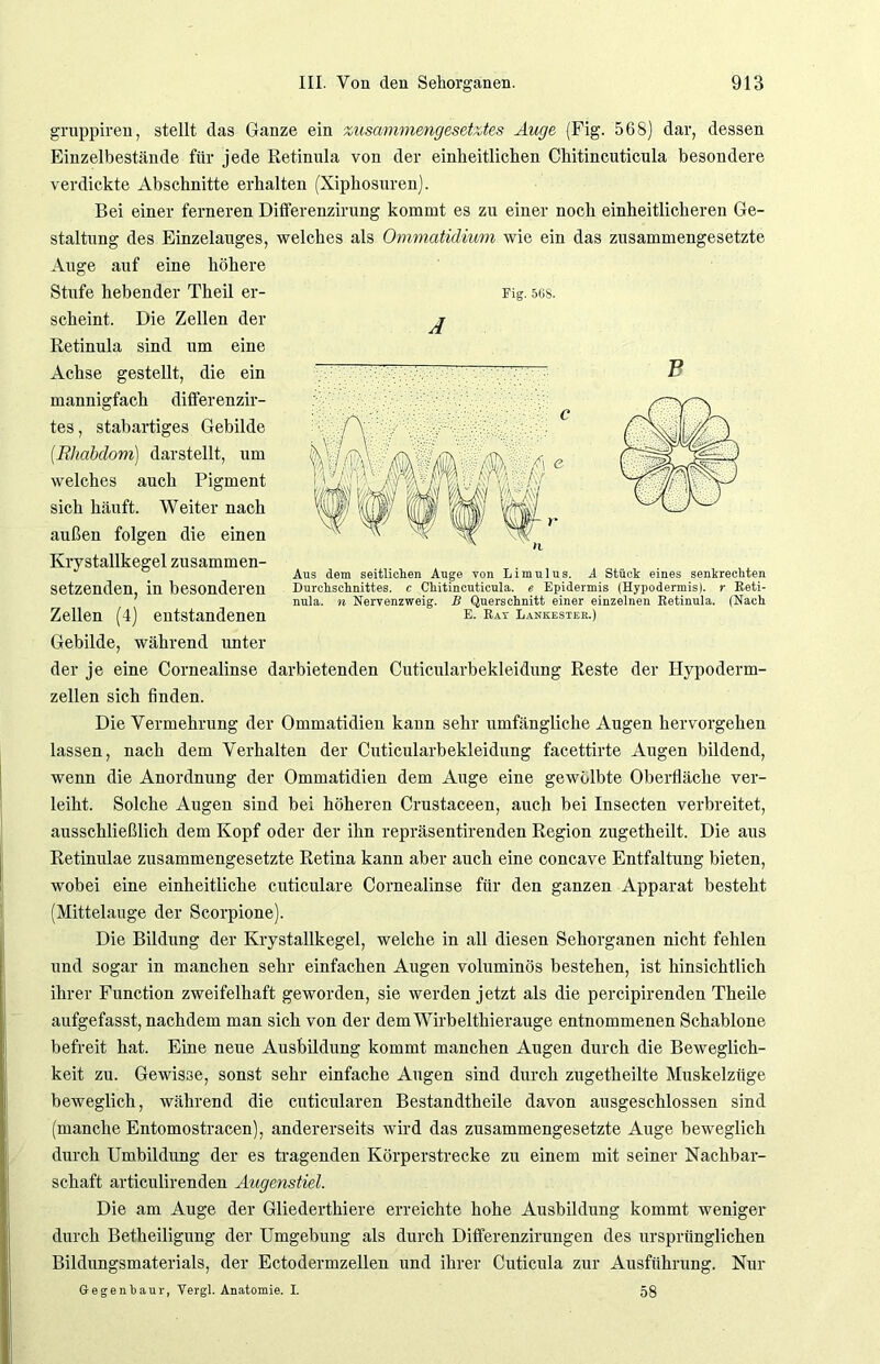 gruppiren, stellt das Ganze ein zusammengesetztes Auge (Fig. 568) dar, dessen Einzelbestände für jede Retinula von der einheitlichen Chitincuticula besondere verdickte Abschnitte erhalten (Xiphosuren). Bei einer ferneren Differenzirung kommt es zu einer noch einheitlicheren Ge- staltung des Einzelauges, welches als Ommatidium wie ein das zusammengesetzte Auge auf eine höhere Stufe hebender Theil er- scheint. Die Zellen der Retinula sind um eine Achse gestellt, die ein mannigfach differenzir- tes, stabartiges Gebilde (.Rhabdom) darstellt, um welches auch Pigment sich häuft. Weiter nach außen folgen die einen Krystallkegel zusammen- setzenden, in besonderen Zellen (4) entstandenen Gebilde, während unter der je eine Cornealinse darbietenden Cuticularbekleidung Reste der Ilypoderm- zellen sich finden. Die Vermehrung der Ommatidien kann sehr umfängliche Augen hervorgehen lassen, nach dem Verhalten der Cuticularbekleidung facettirte Augen bildend, wenn die Anordnung der Ommatidien dem Auge eine gewölbte Oberfläche ver- leiht. Solche Augen sind bei höheren Crustaceen, auch bei Insecten verbreitet, ausschließlich dem Kopf oder der ihn repräsentirenden Region zugetheilt. Die aus Retinulae zusammengesetzte Retina kann aber auch eine concave Entfaltung bieten, wobei eine einheitliche cuticulare Cornealinse für den ganzen Apparat besteht (Mittelauge der Scorpione). Die Bildung der Krystallkegel, welche in all diesen Sehorganen nicht fehlen und sogar in manchen sehr einfachen Augen voluminös bestehen, ist hinsichtlich ihrer Function zweifelhaft geworden, sie werden jetzt als die percipirenden Theile aufgefasst, nachdem man sich von der dem Wirbelthierauge entnommenen Schablone befreit hat. Eine neue Ausbildung kommt manchen Augen durch die Beweglich- keit zu. Gewisse, sonst sehr einfache Augen sind durch zugetheilte Muskelzüge beweglich, während die cuticularen Bestandtheile davon ausgeschlossen sind (manche Entomostracen), andererseits wird das zusammengesetzte Auge beweglich durch Umbildung der es tragenden Körperstrecke zu einem mit seiner Nachbar- schaft articulirenden Augenstiel. Die am Auge der Gliederthiere erreichte hohe Ausbildung kommt weniger durch Betheiligung der Umgebung als durch Differenzirungen des ursprünglichen Bildungsmaterials, der Ectodermzellen und ihrer Cuticula zur Ausführung. Nur Fig. 56S. Ä Aus dem seitlichen Auge von Limulus. A Stück eines senkrechten Durchschnittes, c Chitincuticula, e Epidermis (Hypodermis). r Reti- nula. n Nervenzweig. B Querschnitt einer einzelnen Retinula. (Nach E. Rat Lankester.) Gegenhaur, Vergl. Anatomie. I. 58