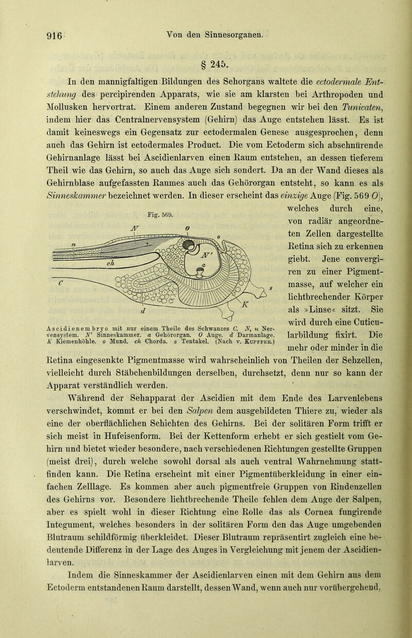 245. In den mannigfaltigen Bildungen des Sehorgans waltete die ectodermale Ent- stehung des percipirenden Apparats, wie sie am klarsten bei Arthropoden und Mollusken hervortrat. Einem anderen Zustand begegnen wir bei den Tunicciten, indem hier das Centralnervensystem (Gehirn) das Auge entstehen lässt. Es ist damit keineswegs ein Gegensatz zur ectodermalen Genese ausgesprochen, denn auch das Gehirn ist ectodermales Product. Die vom Ectoderm sich abschnürende Gehirnanlage lässt bei Ascidienlarven einen Raum entstehen, an dessen tieferem Theil wie das Gehirn, so auch das Auge sich sondert. Da an der Wand dieses als Gehirnblase aufgefassten Raumes auch das Gehörorgan entsteht, so kann es als Sinneskammer bezeichnet werden. In dieser erscheint das einzige Auge (Fig. 569 0), welches durch eine, von radiär angeordne- ten Zellen dargestellte Retina sich zu erkennen giebt. Jene convergi- ren zu einer Pigment- masse, auf welcher ein lichtbrechender Körper als »Linse« sitzt. Sie wird durch eine Cuticu- larbildung fixirt. Die mehr oder minder in die Retina eingesenkte Pigmentmasse wird wahrscheinlich von Theilen der Sehzellen, vielleicht durch Stäbchenbildungen derselben, durchsetzt, denn nur so kann der Apparat verständlich werden. Während der Sehapparat der Ascidien mit dem Ende des Larvenlebens verschwindet, kommt er bei den Salden dem ausgebildeten Tkiere zu, wieder als eine der oberflächlichen Schichten des Gehirns. Bei der solitären Form trifft er sich meist in Hufeisenform. Bei der Kettenform erhebt er sich gestielt vom Ge- hirn und bietet wieder besondere, nach verschiedenen Richtungen gestellte Gruppen (meist drei), durch welche sowohl dorsal als auch ventral Wahrnehmung statt- finden kann. Die Retina erscheint mit einer Pigmentüberkleidung in einer ein- fachen Zelllage. Es kommen aber auch pigmentfreie Gruppen von Rindenzellen des Gehirns vor. Besondere lichtbrechende Theile fehlen dem Auge der Salpen, aber es spielt wohl in dieser Richtung eine Rolle das als Cornea fungirende Integument, welches besonders in der solitären Form den das Auge umgebenden Blutraum schildförmig überkleidet. Dieser Blutraum repräsentirt zugleich eine be- deutende Differenz in der Lage des Auges in Vergleichung mit jenem der Ascidien- larven. Indem die Sinneskammer der Ascidienlarven einen mit dem Gehirn aus dem Ectoderm entstandenen Raum darstellt, dessen Wand, wenn auch nur vorübergehend. Fig. 569. AT 0 Ascidienem bryo mit nur einem Theile des Schwanzes C. N., n Ner- vensystem. N' Sinneskammer, a Gehörorgan. 0 Auge, d Darmanlage K Kiemenhöhle, o Mund, ch Chorda, s Tentakel. (Nach v. Kdpffer.