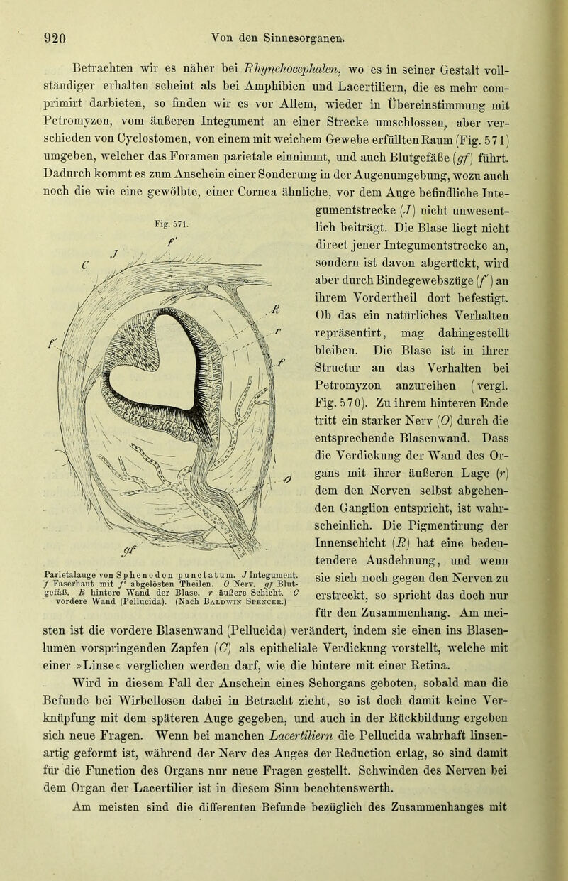 Fig. 571. /' Betrachten wir es näher bei Rhynchocephalen, wo es in seiner Gestalt voll- ständiger erhalten scheint als hei Amphibien und Lacertiliern, die es mehr com- primirt darbieten, so finden wir es vor Allem, wieder in Übereinstimmung mit Petromyzon, vom äußeren Integument an einer Strecke umschlossen, aber ver- schieden von Cyclostomen, von einem mit weichem Gewebe erfüllten Raum (Fig. 571) umgeben, welcher das Foramen parietale einnimmt, und auch Blutgefäße (gf) führt. Dadurch kommt es zum Anschein einer Sonderung in der Augenumgebung, wozu auch noch die wie eine gewölbte, einer Cornea ähnliche, vor dem Auge befindliche Inte- gumentstrecke (J) nicht unwesent- lich beiträgt. Die Blase liegt nicht direct jener Integumentstrecke an, sondern ist davon abgerückt, wird aber durch Bindegewebsztige (f) an ihrem Vordertheil dort befestigt. Ob das ein natürliches Verhalten repräsentirt, mag dahingestellt bleiben. Die Blase ist in ihrer Structur an das Verhalten bei Petromyzon anzureihen (vergl. Fig. 570). Zu ihrem hinteren Ende tritt ein starker Nerv (0) durch die entsprechende Blasenwand. Dass die Verdickung der Wand des Or- gans mit ihrer äußeren Lage (r) dem den Nerven selbst abgehen- den Ganglion entspricht, ist wahr- scheinlich. Die Pigmentirung der Innenschicht (R) hat eine bedeu- tendere Ausdehnung, und wenn sie sich noch gegen den Nerven zu erstreckt, so spricht das doch nur für den Zusammenhang. Am mei- sten ist die vordere Blasenwand (Pellucida) verändert, indem sie einen ins Blasen- lumen vorspringenden Zapfen (G) als epitheliale Verdickung vorstellt, welche mit einer »Linse« verglichen werden darf, wie die hintere mit einer Retina. Wird in diesem Fall der Anschein eines Sehorgans geboten, sobald man die Befunde bei Wirbellosen dabei in Betracht zieht, so ist doch damit keine Ver- knüpfung mit dem späteren Auge gegeben, und auch in der Rückbildung ergeben sich neue Fragen. Wenn bei manchen Lacertiliern die Pellucida wahrhaft linsen- artig geformt ist, während der Nerv des Auges der Reduction erlag, so sind damit für die Function des Organs nur neue Fragen gestellt. Schwinden des Nerven bei dem Organ der Lacertilier ist in diesem Sinn beachtenswerte Am meisten sind die differenten Befunde bezüglich des Zusammenhanges mit Parietalauge von Spheno do n punctatum. JIntegument. / Faserhaut mit f abgelösten Tbeilen. 0 Nerv, gf Blut- gefäß. R hintere Wand der Blase, r äußere Schicht. C vordere Wand (Pellucida). (Nach Baldwin Spencer.)