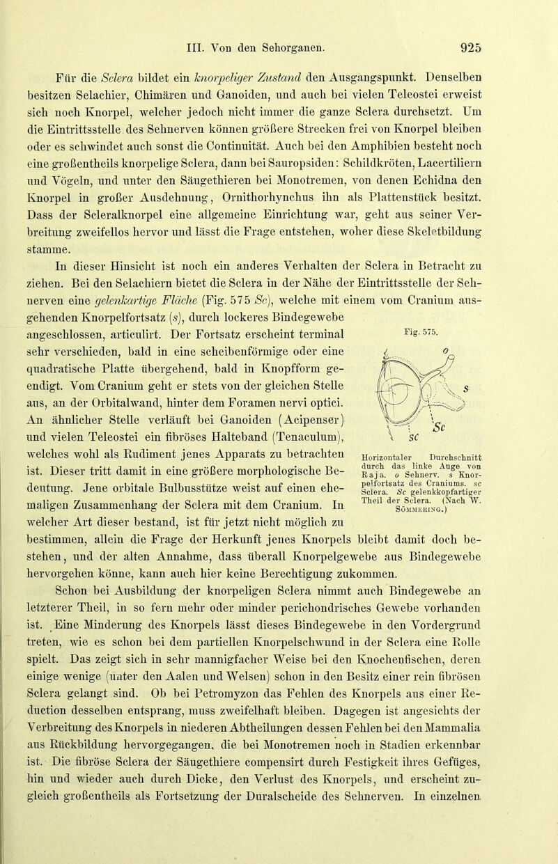 Für die Sclera bildet ein knorpeliger Zustand den Ausgangspunkt. Denselben besitzen Selachier, Chimären und Ganoiden, und auch bei vielen Teleostei erweist sich noch Knorpel, welcher jedoch nicht immer die ganze Sclera durchsetzt. Um die Eintrittsstelle des Sehnerven können größere Strecken frei von Knorpel bleiben oder es schwindet auch sonst die Continuität. Auch bei den Amphibien besteht noch eine großentheils knorpelige Sclera, dann beiSauropsiden: Schildkröten, Lacertiliern und Vögeln, und unter den Säugethieren bei Monotremen, von denen Echidna den Knorpel in großer Ausdehnung, Ornithorhynchus ihn als Plattenstück besitzt. Dass der Scleralknorpel eine allgemeine Einrichtung war, geht aus seiner Ver- breitung zweifellos hervor und lässt die Frage entstehen, woher diese Skeletbildung stamme. In dieser Hinsicht ist noch ein anderes Verhalten der Sclera in Betracht zu ziehen. Bei den Selachiern bietet die Sclera in der Nähe der Eintrittsstelle der Seh- nerven eine gelenkartige Fläche (Fig. 575 Sc), welche mit einem vom Cranium aus- gehenden Knorpelfortsatz (.s), durch lockeres Bindegewebe angeschlossen, articulirt. Der Fortsatz erscheint terminal sehr verschieden, bald in eine scheibenförmige oder eine quadratische Platte übergehend, bald in Knopfform ge- endigt. Vom Cranium geht er stets von der gleichen Stelle aus, an der Orbital wand, hinter dem Foramen nervi optici. An ähnlicher Stelle verläuft bei Ganoiden (Acipenser) und vielen Teleostei ein fibröses Halteband (Tenaculum), welches wohl als Rudiment jenes Apparats zu betrachten ist. Dieser tritt damit in eine größere morphologische Be- deutung. Jene orbitale Bulbusstütze weist auf einen ehe- maligen Zusammenhang der Sclera mit dem Cranium. In welcher Art dieser bestand, ist für jetzt nicht möglich zu bestimmen, allein die Frage der Herkunft jenes Knorpels bleibt damit doch be- stehen, und der alten Annahme, dass überall Knorpelgewebe aus Bindegewebe hervorgehen könne, kann auch hier keine Berechtigung zukommen. Schon bei Ausbildung der knorpeligen Sclera nimmt auch Bindegewebe an letzterer Theil, in so fern mehr oder minder perichondrisches Gewebe vorhanden ist. Eine Minderung des Knorpels lässt dieses Bindegewebe in den Vordergrund treten, wie es schon bei dem partiellen Knorpelschwund in der Sclera eine Rolle spielt. Das zeigt sich in sehr mannigfacher Weise bei den Knochenfischen, deren einige wenige (unter den Aalen und Welsen) schon in den Besitz einer rein fibrösen Sclera gelangt sind. Ob bei Petromyzon das Fehlen des Knorpels aus einer Re- duction desselben entsprang, muss zweifelhaft bleiben. Dagegen ist angesichts der Verbreitung des Knorpels in niederen Abtheilungen dessen Fehlen bei den Mammalia aus Rückbildung hervorgegangen, die bei Monotremen noch in Stadien erkennbar ist. Die fibröse Sclera der Säugethiere compensirt durch Festigkeit ihres Gefüges, hin und wieder auch durch Dicke, den Verlust des Knorpels, und erscheint zu- gleich großentheils als Fortsetzung der Duralscheide des Sehnerven. In einzelnen Fig. 575. Horizontaler Durchschnitt durch das linke Auge von R aj a. o Sehnerv, s Knor- pelfortsatz des Craniums. sc Sclera. Sc gelenkkopfartiger Theil der Sclera. (Nach W. Sömmering.)