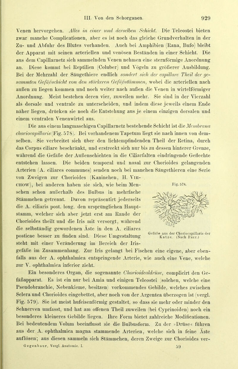 Venen hervorgehen. Alles in einer und derselben Schicht. Die Teleostei bieten zwar manche Complicationen, aber es ist noch das gleiche Grundverhalten in der Zu- und Abfuhr des Blutes vorhanden. Auch bei Amphibien (Rana, Bufo) bleibt der Apparat mit seinen arteriellen und venösen Beständen in einer Schicht. Die aus dem Capillarnetz sich sammelnden Venen nehmen eine sternförmige Anordnung an. Diese kommt bei Reptilien (Coluber) und Vögeln zu größerer Ausbildung. Bei der Mehrzahl der Säugethiere endlich sondert sich der capillare Theil der ge- summten Gefäßschicht von den stärkeren Gefäßstämmen, wobei die arteriellen nach außen zu liegen kommen und noch weiter nach außen die Venen in wirtelförmiger Anordnung. Meist bestehen deren vier, zuweilen mehr. Sie sind in der Vierzahl als dorsale und ventrale zu unterscheiden, und indem diese jeweils einem Ende näher liegen, drücken sie noch die Entstehung aus je einem einzigen dorsalen und einem ventralen Venenwirtel aus. Die aus einem langmaschigen Capillarnetz bestehende Schicht ist die Membrana choriocapillaris(Fig. 578). Bei vorhandenem Tapetum liegt sie nach innen von dem- selben. Sie verbreitet sich über den lichtempfindenden Theil der Retina, durch das Corpus ciliare beschränkt, und erstreckt sich nur bis zu dessen hinterer Grenze, während die Gefäße der Außenschichten in die Ciliarfalten eindringende Gellechte entstehen lassen. Die beiden temporal und nasal zur Chorioides gelangenden Arterien (A. ciliares communes) senden noch bei manchen Säugethieren eine Serie von Zweigen zur Chorioides (Kaninchen, H. Vir- chow), bei anderen haben sie sich, wie beim Men- schen schon außerhalb des Bulbus in mehrfache Stämmchen getrennt. Davon repräsentirt jederseits die A. ciliaris post. long. den ursprünglichen Haupt- stamm, welcher sich aber jetzt erst am Rande der Chorioides theilt und die Iris mit versorgt, während die selbständig gewordenen Äste in den A. ciliares posticae besser zu finden sind. Diese Umgestaltung steht mit einer Veränderung im Bereich der Iris- gefäße im Zusammenhang. Zur Iris gelangt bei Fischen eine eigene, aber eben- falls aus der A. ophthalmica entspringende Arterie, wie auch eine Vene, welche zur V. ophthalmica inferior zieht. Ein besonderes Organ, die sogenannte Ghorioidealdrüse, complicirt den Ge- fäßapparat. Es ist ein nur bei Amia und einigen Teleostei (solchen, welche eine Pseudobranchie, Nebenkieme, besitzen) vorkommendes Gebilde, welches zwischen Sclera und Chorioides eingebettet, aber noch von der Argentea überzogen ist (vergl. Fig. 579). Sie ist meist hufeisenförmig gestaltet, so dass sie mehr oder minder den Sehnerven umfasst, und hat am offenen Theil zuweilen (bei Cyprinoiden) noch ein besonderes kleineres Gebilde liegen. Ihre Form bietet zahlreiche Modificationen. Bei bedeutendem Volum beeinflusst sie die Bulbusform. Zu der »Drüse« führen aus der A. ophthalmica magna stammende Arterien, welche sich in feine Äste auf lösen; aus diesen sammeln sich Stämmchen, deren Zweige zur Chorioides ver- Gegenbaur, Vergl. Anatomie. I. Fig. 578. Gefäße aus der Choriocapillaris der Katze. (Nach Frey.) 59
