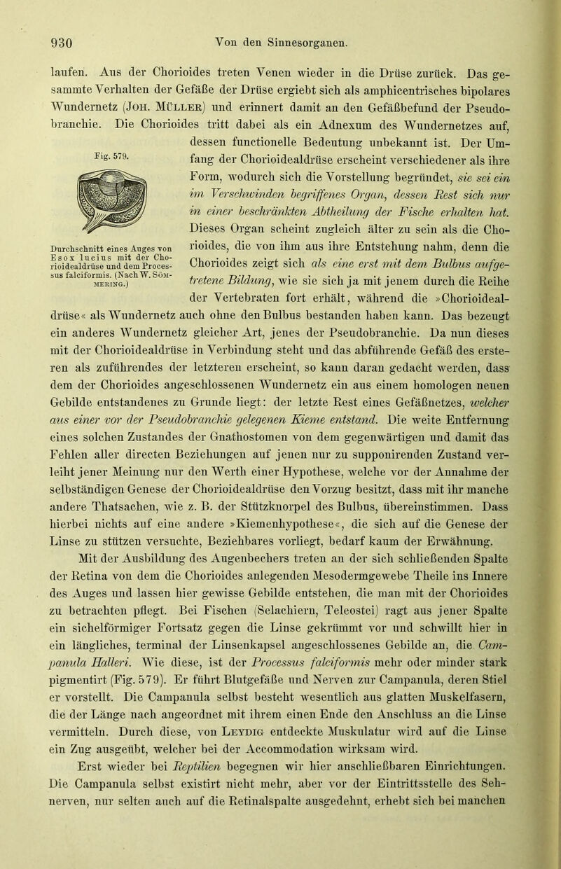 laufen. Aus der Chorioides treten Venen wieder in die Drüse zurück. Das ge- sammte Verhalten der Gefäße der Drüse ergiebt sich als amphicentrisches bipolares Wundernetz (Joh. Müller) und erinnert damit an den Gefäßbefund der Pseudo- branchie. Die Chorioides tritt dabei als ein Adnexum des Wundernetzes auf, dessen functionelle Bedeutung unbekannt ist. Der Um- fang der Ckorioidealdrüse erscheint verschiedener als ihre Form, wodurch sich die Vorstellung begründet, sie sei ein im Verschwinden begriffenes Organ, dessen Rest sich nur in einer beschränkten Abtheilung der Fische erhalten hat. Dieses Organ scheint zugleich älter zu sein als die Cho- rioides, die von ihm aus ihre Entstehung nahm, denn die Chorioides zeigt sich als eine erst mit dem Bulbus aufge- tretene Bildung, wie sie sich ja mit jenem durch die Reihe der Vertebraten fort erhält, während die »Chorioideal- drüse« als Wundernetz auch ohne den Bulbus bestanden haben kann. Das bezeugt ein anderes Wundernetz gleicher Art, jenes der Pseudobranchie. Da nun dieses mit der Chorioidealdriise in Verbindung steht und das abführende Gefäß des erste- ren als zuführendes der letzteren erscheint, so kann daran gedacht werden, dass dem der Chorioides angeschlossenen Wundernetz ein aus einem homologen neuen Gebilde entstandenes zu Grunde liegt: der letzte Rest eines Gefäßnetzes, welcher aus einer vor der Pseudobranchie gelegenen Kieme entstand. Die weite Entfernung eines solchen Zustandes der Gnathostomen von dem gegenwärtigen und damit das Fehlen aller directen Beziehungen auf jenen nur zu supponirenden Zustand ver- leiht jener Meinung nur den Werth einer Hypothese, welche vor der Annahme der selbständigen Genese der Chorioidealdriise den Vorzug besitzt, dass mit ihr manche andere Thatsachen, wie z. B. der Stützknorpel des Bulbus, übereinstimmen. Dass hierbei nichts auf eine andere »Kiemenhypothese«, die sich auf die Genese der Linse zu stützen versuchte, Beziehbares vorliegt, bedarf kaum der Erwähnung. Mit der Ausbildung des Augenbechers treten an der sich schließenden Spalte der Retina von dem die Chorioides anlegenden Mesodermgewebe Theile ins Innere des Auges und lassen hier gewisse Gebilde entstehen, die man mit der Chorioides zu betrachten pflegt. Bei Fischen (Selachiern, Teleostei) ragt aus jener Spalte ein sichelförmiger Fortsatz gegen die Linse gekrümmt vor und schwillt hier in ein längliches, terminal der Linsenkapsel angeschlossenes Gebilde an, die Cam- panula Halleri. Wie diese, ist der Processus falciformis mehr oder minder stark pigmentirt (Fig. 579). Er führt Blutgefäße und Nerven zur Campanula, deren Stiel er vorstellt. Die Campanula selbst besteht wesentlich aus glatten Muskelfasern, die der Länge nach angeordnet mit ihrem einen Ende den Anschluss an die Linse vermitteln. Durch diese, von Leydig entdeckte Muskulatur wird auf die Linse ein Zug ausgeübt, welcher bei der Accommodation wirksam wird. Erst wieder bei Reptilien begegnen wir hier anschließbaren Einrichtungen. Die Campanula selbst existirt nicht mehr, aber vor der Eintrittsstelle des Seh- nerven, nur selten auch auf die Retinalspalte ausgedehnt, erhebt sich bei manchen Fig. 579. Durchschnitt eines Auges von Esox lucius mit der Cho- rioidealdrüse und dem Proces- sus falciformis. (Nach W. Söm- JIEltlNG.)