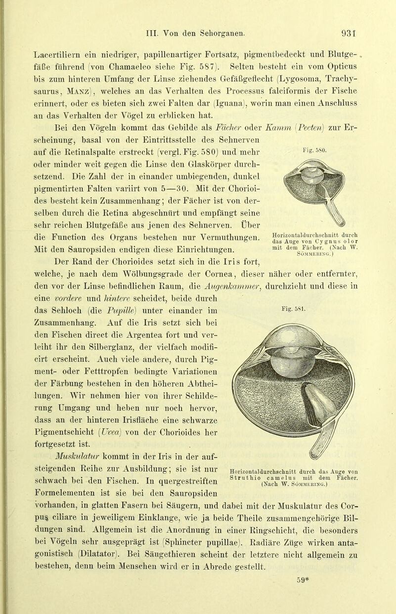 Fig. 580. Horizontaldurehschnitt durch das Auge von Cygnus olor mit dem Fächer. (Nach W. Sömmeking.) Lacertiliern ein niedriger, papillenartiger Fortsatz, pigmentbedeckt und Blutge- fäße führend (von Chamaeleo siehe Fig. 587). Selten besteht ein vom Opticus bis zum hinteren Umfang der Linse ziehendes Gefäßgeflecht (Lygosoma, Trachy- saurus, Manz), welches an das Verhalten des Processus falciformis der Fische erinnert, oder es bieten sich zwei Falten dar (Iguana), worin man einen Anschluss an das Verhalten der Vögel zu erblicken hat. Bei den Vögeln kommt das Gebilde als Fächer oder Kamm (Pecten) zur Er- scheinung, basal von der Eintrittsstelle des Sehnerven auf die Retinalspalte erstreckt (vergl. Fig. 580) und mehr oder minder weit gegen die Linse den Glaskörper durch- setzend. Die Zahl der in einander umbiegenden, dunkel pigmentirten Falten variirt von 5—30. Mit der Chorioi- des besteht kein Zusammenhang; der Fächer ist von der- selben durch die Retina abgeschnürt und empfängt seine sehr reichen Blutgefäße aus jenen des Sehnerven. Über die Function des Organs bestehen nur Vermuthungen. Mit den Sauropsiden endigen diese Einrichtungen. Der Rand der Chorioides setzt sich in die Iris fort, welche, je nach dem Wölbungsgrade der Cornea, dieser näher oder entfernter, den vor der Linse befindlichen Raum, die Augenkammer, durchzieht und diese in eine vordere und hintere scheidet, beide durch das Sehloch (die Pupille) unter einander im Zusammenhang. Auf die Iris setzt sich bei den Fischen direct die Argentea fort und ver- leiht ihr den Silberglanz, der vielfach modifi- cirt erscheint. Auch viele andere, durch Pig- ment- oder Fetttropfen bedingte Variationen der Färbung bestehen in den höheren Abthei- lungen. Wir nehmen hier von ihrer Schilde- rung Umgang und heben nur noch hervor, dass an der hinteren Irisfläche eine schwarze Pigmentschicht (Uvea) von der Chorioides her fortgesetzt ist. Muskidatur kommt in der Iris in der auf- steigenden Reihe zur Ausbildung; sie ist nur schwach bei den Fischen. In quergestreiften Formelementen ist sie bei den Sauropsiden vorhanden, in glatten Fasern bei Säugern, und dabei mit der Muskulatur des Cor- pus ciliare in jeweiligem Einklänge, wie ja beide Theile zusammengehörige Bil- dungen sind. Allgemein ist die Anordnung in einer Ringschicht, die besonders bei Vögeln sehr ausgeprägt ist (Sphincter pupillae). Radiäre Züge wirken anta- gonistisch (Dilatator). Bei Säugethieren scheint der letztere nicht allgemein zu bestehen, denn beim Menschen wird er in Abrede gestellt. Fig. 581. Horizontaldurchschnitt durch das Auge von Struthio camelus mit dem Fächer. (Nach W. Sümmeking.) 59*