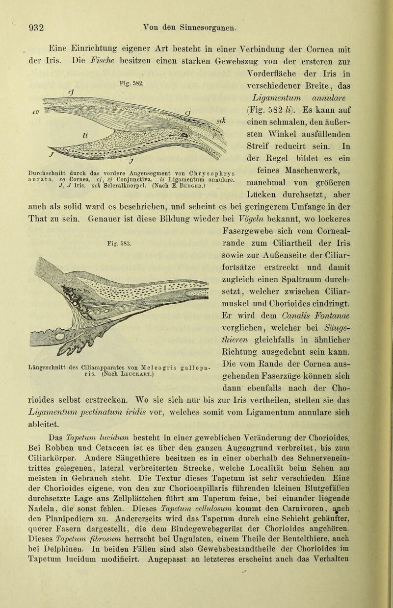 Eine Einrichtung eigener Art besteht in einer Verbindung der Cornea mit der Iris. Die Fische besitzen einen starken Gewebszug von der ersteren zur Vorderfläche der Iris in Flg-582- verschiedener Breite, das Ligamentum annulare (Fig. 582 li). Es kann auf einen schmalen, den äußer- sten Winkel ausfüllenden Streif reducirt sein. In der Regel bildet es ein feines Maschenwerk, manchmal von größeren Lücken durchsetzt, aber auch als solid ward es beschrieben, und scheint es bei geringerem Umfange in der That zu sein. Genauer ist diese Bildung wieder bei Vögeln bekannt, wo lockeres Fasergewebe sich vom Corneal- Durclischnitt durch das vordere Augensegmeut von Chrysophrys aurata. co Cornea, cj, cj Conjunctiva. li Ligamentum annulare. J, J Iris, sek Scleralknorpel. (Nach E. Bekgee.) Fig. 583. Längsschnitt des CUiarapparates von Meleagris gallopa- ris. (Nach Leockakt.) rande zum Ciliartheil der Iris sowie zur Außenseite der Ciliar- fortsätze erstreckt und damit zugleich einen Spaltraum durch- setzt, welcher zwischen Ciliar- muskel und Chorioides eindringt. Er wird dem Canalis Fontanae verglichen, welcher bei Säuge- thieren gleichfalls in ähnlicher Richtung ausgedehnt sein kann. Die vom Rande der Cornea aus- gehenden Faserzüge können sich dann ebenfalls nach der Cho- rioides selbst erstrecken. Wo sie sich nur Ins zur Iris vertheilen, stellen sie das Ligamentum peetinatum iridis vor, welches somit vom Ligamentum annulare sich allleitet. Das Tapetum lucidum besteht in einer geweblichen Veränderung der Chorioides. Bei Robben und Cetaceen ist es über den ganzen Augengrund verbreitet, bis zum Ciliarkörper. Andere Säugethiere besitzen es in einer oberhalb des Sehnervenein- trittes gelegenen, lateral verbreiterten Strecke, welche Localität beim Sehen am meisten in Gebrauch steht. Die Textur dieses Tapetum ist sehr verschieden. Eine der Chorioides eigene, von den zur Choriocapillaris führenden kleinen Blutgefäßen durchsetzte Lage aus Zellplättchen führt am Tapetum feine, bei einander liegende Nadeln, die sonst fehlen. Dieses Tapetum cellulosum kommt den Carnivoren, :yich den Pinnipediern zu. Andererseits wird das Tapetum durch eine Schicht gehäufter, querer Fasern dargestellt, die dem Bindegewebsgerüst der Chorioides angehören. Dieses Tapetum fibrosum herrscht bei Ungulaten, einem Theile der Beutelthiere, auch bei Delphinen. In beiden Fällen sind also Gewebsbestandtheile der Chorioides im Tapetum lucidum modificirt. Angepasst an letzteres erscheint auch das Verhalten